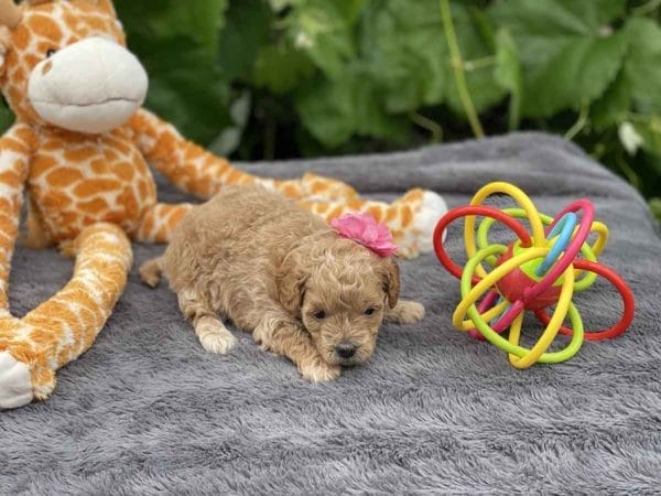 TEACUP GOLDENDOODLE PUPPIES, Precious Doodle Dogs, Teacup Doodle Dogs, Goldendoodle, Doodle Dog, Golden Doodles, Goldendoodle for sale, Goldendoodle puppies for sale, Miniature goldendoodle, goldendoodle puppies, mini goldendoodle, mini puppies, mini goldendoodle size, Mini Doodle Dogs, f1 goldendoodle, golden retriever poodle, chocolate goldendoodle, small doodles, goldendoodle temperament, goldendoodle colors, goldendoodle price, white goldendoodle, f2 goldendoodle, mini goldendoodle price, mini goldendoodle full grown, f1 mini goldendoodle, f1b goldendoodle, parti goldendoodle, goldendoodles near me, english goldendoodle, australian goldendoodle, red goldendoodle, doodle breeds, brown goldendoodle, goldendoodle cost, adult mini goldendoodle, golden noodle dog, doodle dog breeds, miniature golden doodle, miniature puppies, golden retriever poodle mix, A Star is Born, A star is born goldendoodle, a star is born dog, Bradley Cooper's Dog, Bradley Cooper Dog, Bradley Cooper's Goldendoodle, arizona goldendoodles, goldendoodle training, goldendoodle size, how big do mini goldendoodles get, goldendoodle full grown, baby goldendoodle, goldendoodle houston, golden doodles for sale, adult goldendoodle, apricot goldendoodle, goldendoodle grooming, mini golden doodles, goldendoodle shedding, f2b goldendoodle, goldendoodle hypoallergenic, goldendoodle names, english cream goldendoodle, golden retriever and poodle mix, mini goldendoodle puppies, micro goldendoodle, mini goldendoodle puppies for sale, miniature goldendoodle for sale, goldendoodle puppies for adoption, teddy bear goldendoodle, mini goldendoodle rescue, medium goldendoodle, black goldendoodle, mini goldendoodle for sale near me, goldendoodle puppies for sale near me, mini doodle, doodle puppies, mini goldendoodle for sale, goldendoodle breeders near me, miniature goldendoodle for sale near me, toy goldendoodle, petite goldendoodle, golden doodle dog, miniature goldendoodle puppies, mini goldendoodle puppies for sale near me, goldendoodles for sale near me, mini goldedoodle breeders, goldendoodle adoption, f1b mini goldendoodle, small goldendoodle, teacup goldendoodle, goldendoodle puppies near me, goldendoodle breeders, how to groom a goldendoodle, great doodle puppies, golden doodle mix, goldendoodle tampa, goldendoodle facts, white doodle dog, white goldendoodle puppy, mini goldendoodle maryland, country mini doodles, goldendoodle los angeles, toy labradoodle puppies for sale, types of goldendoodles, mini golden retriever puppies, golden goldendoodle, mini golden retriever puppies for sale, miniature australian goldendoodle, goldendoodle sacramento, goldendoodle omaha, labradoodle goldendoodle, f1 medium goldendoodle, BEST goldendoodles, pictures of mini goldendoodles, teacup goldendoodle full grown, micro mini goldendoodle full grown, toy goldendoodle price, goldendoodle chicago, retriever doodle, teacup goldendoodle puppies for sale, cute goldendoodle, mini teddy bear puppies, miniature goldendoodle full grown, f2 mini goldendoodle, goldendoodle spokane, mini goldendoodle chicago, micro mini goldendoodle, how nbig do miniature goldendoodles get, brown mini goldendoodle, mini doodle breeds, poodle doodle dog, what is a mini goldendoodle, black mini goldendoodle, mini irish doodle puppies for sale, f1b goldendoodle size, toy golden doodles, chocolate brown goldendoodle puppies for sale, petite goldendoodle full grown, goldendoodle behavior, american goldendoodle, f1b medium goldendoodle, goldendoodle puppy cost, cute goldendoodle puppies, goldendoodle indianapolis, teddy goldendoodle, mini goldendoodle weight, teddy bear golden doodles, f1b goldendoodle puppies for sale, miniature goldendoodle size, chocolate goldendoodle puppy, english cream mini goldendoodle, doodle puppies near me, red miniature goldendoodle, cream goldendoodle, goldendoodle puppy cut, mini goldendoodle hypoallergenic, dog breed goldendoodle, goldendoodle poodle mixes, goldendoodle allergies, goldendoodle info, sandy ridge goldendoodles, lakeshore goldendoodles, toy goldendoodle puppies for sale, labradoodle and goldendoodle, goldendoodle las vegas, goldendoodle phoenix, doodle breeders near me, miniature goldendoodle weight, black and white goldendoodle, sarasota goldendoodles, mini goldendoodle dallas, a goldendoodle, what is a goldendoodle, goldendoodle dallas, mini golden doodles for sale, ginger doodle puppy, how much does a mini goldendoodle cost, goldendoodle san antonio, goldendoodle photos, goldendoodle cuts, chocolate mini goldendoodle, all about goldendoodles, goldendoodle cincinnati, black doodle dog, goldendoodle weight, miniature goldendoodle breeders, goldendoodle information, miniature goldendoodle puppies for sale, doodle puppies for sale near me, black labradoodle puppies for sale, goldendoodle seattle, golden doodles near me, teacup goldendoodle for sale, golden retriever poodle puppy, goldendoodle rochester ny, goldendoodle and poodle mix, akc goldendoodle, goldendoodle kansas city, mini goldendoodle facts, goldendoodle austin, goldendoodle doodle, goldendoodle tulsa, curly goldendoodle, brown goldendoodle puppies, f1b labradoodle puppies for sale, red mini goldendoodle, goldendoodle poodle, chocolate goldendoodle for sale, tiny goldendoodle, goldendoodle puppies breeders, english goldendoodle puppies for sale, mini golden labradoodle, f1b mini teddy bear goldendoodles, red goldendoodle puppies for sale, miniature golden retriever breeders, f1 goldendoodles for sale, teacup goldendoodle puppies, toy mini goldendoodle, xs petite goldendoodle, f2 goldendoodle puppies for sale, mini goldendoodle cost, black goldendoodle for sale, english teddy bear goldendoodle, small doodle dogs, goldendoodle nashville, english goldendoodle puppies, golden retriever poodle mix for sale, red goldendoodle puppy, parti goldendoodles for sale, english cream goldendoodles for sale, doodle puppies for sale, golden retriever poodle mix puppies, goldendoodle tucson, f1b mini goldendoodle puppies for sale, mini goldendoodle breeders northeast, teddy bear goldendoodle, toy goldendoodle rescue, petite mini goldendoodle, goldendoodle stuff, mini goldendoodles near me, teddy bear goldendoodle puppies, f1 goldendoodle puppies, teddy bear goldendoodles for sale, silver goldendoodle, buy goldendoodle, mini golden doodle dog, teddy bear goldendoodles mini, micro mini goldendoodle puppies for sale, goldendoodle dogs for sale, best goldendoodle breeders, chocolate goldendoodle puppies for sale, doodle dogs for sale, toy goldendoodle puppies, mini doodle dog, toy goldendoodle breeders, doodles for sale, goldendoodle hypoallergenic dog, mini goldendoodle breeders near me, english goldendoodle breeders, f1b mini goldendoodle for sale, teacup goldendoodle price, petite goldendoodle for sale, mini english goldendoodle, mini goldendoodle info, miniature goldendoodle puppies for sale near me, black goldendoodle puppies for sale, f1 goldendoodle puppies for sale, Teacup Goldendoodles AL, Teacup Goldendoodles AK, Teacup Goldendoodles AZ, Teacup Goldendoodles AR, Teacup Goldendoodles CA, Teacup Goldendoodles CO, Teacup Goldendoodles CT, Teacup Goldendoodles DE, Teacup Goldendoodles FL, Teacup Goldendoodles GA, Teacup Goldendoodles HI, Teacup Goldendoodles ID, Teacup Goldendoodles IL, Teacup Goldendoodles IN, Teacup Goldendoodles IA, Teacup Goldendoodles KS, Teacup Goldendoodles KY, Teacup Goldendoodles LA, Teacup Goldendoodles ME, Teacup Goldendoodles MD, Teacup Goldendoodles MA, Teacup Goldendoodles MI, Teacup Goldendoodles MN, Teacup Goldendoodles MS, Teacup Goldendoodles MO, Teacup Goldendoodles MT, Teacup Goldendoodles NE, Teacup Goldendoodles NV, Teacup Goldendoodles NH, Teacup Goldendoodles NJ, Teacup Goldendoodles NM, Teacup Goldendoodles NY, Teacup Goldendoodles NC, Teacup Goldendoodles ND, Teacup Goldendoodles OH, Teacup Goldendoodles OK, Teacup Goldendoodles OR, Teacup Goldendoodles PA, Teacup Goldendoodles RI, Teacup Goldendoodles SC, Teacup Goldendoodles SD, Teacup Goldendoodles TN, Teacup Goldendoodles TX, Teacup Goldendoodles UT, Teacup Goldendoodles VT, Teacup Goldendoodles VA, Teacup Goldendoodles WA, Teacup Goldendoodles WV, Teacup Goldendoodles WI, Teacup Goldendoodles WY, Teacup Golden Doodles AL, Teacup Golden Doodles AK, Teacup Golden Doodles AZ, Teacup Golden Doodles AR, Teacup Golden Doodles CA, Teacup Golden Doodles CO, Teacup Golden Doodles CT, Teacup Golden Doodles DE, Teacup Golden Doodles FL, Teacup Golden Doodles GA, Teacup Golden Doodles HI, Teacup Golden Doodles ID, Teacup Golden Doodles IL, Teacup Golden Doodles IN, Teacup Golden Doodles IA, Teacup Golden Doodles KS, Teacup Golden Doodles KY, Teacup Golden Doodles LA, Teacup Golden Doodles ME, Teacup Golden Doodles MD, Teacup Golden Doodles MA, Teacup Golden Doodles MI, Teacup Golden Doodles MN, Teacup Golden Doodles MS, Teacup Golden Doodles MO, Teacup Golden Doodles MT, Teacup Golden Doodles NE, Teacup Golden Doodles NV, Teacup Golden Doodles NH, Teacup Golden Doodles NJ, Teacup Golden Doodles NM, Teacup Golden Doodles NY, Teacup Golden Doodles NC, Teacup Golden Doodles ND, Teacup Golden Doodles OH, Teacup Golden Doodles OK, Teacup Golden Doodles OR, Teacup Golden Doodles PA, Teacup Golden Doodles RI, Teacup Golden Doodles SC, Teacup Golden Doodles SD, Teacup Golden Doodles TN, Teacup Golden Doodles TX, Teacup Golden Doodles UT, Teacup Golden Doodles VT, Teacup Golden Doodles VA, Teacup Golden Doodles WA, Teacup Golden Doodles WV, Teacup Golden Doodles WI, Teacup Golden Doodles WY, Toy Goldendoodle Alabama, Toy Goldendoodle Alaska, Toy Goldendoodle Arizona, Toy Goldendoodle Arkansas, Toy Goldendoodle California, Toy Goldendoodle Colorado, Toy Goldendoodle Connecticut, Toy Goldendoodle Delaware, Toy Goldendoodle Florida, Toy Goldendoodle Georgia, Toy Goldendoodle Hawaii, Toy Goldendoodle Idaho, Toy Goldendoodle Illinois, Toy Goldendoodle Indiana, Toy Goldendoodle Iowa, Toy Goldendoodle Kansas, Toy Goldendoodle Kentucky, Toy Goldendoodle Louisiana, Toy Goldendoodle Maine, Toy Goldendoodle Maryland, Toy Goldendoodle Massachusetts, Toy Goldendoodle Michigan, Toy Goldendoodle Minnesota, Toy Goldendoodle Mississippi, Toy Goldendoodle Missouri, Toy Goldendoodle Montana, Toy Goldendoodle Nebraska, Toy Goldendoodle Nevada, Toy Goldendoodle New Hampshire, Toy Goldendoodle New Jersey, Toy Goldendoodle New Mexico, Toy Goldendoodle New York, Toy Goldendoodle North Carolina, Toy Goldendoodle North Dakota, Toy Goldendoodle Ohio, Toy Goldendoodle Oklahoma, Toy Goldendoodle Oregon, Toy Goldendoodle Pennsylvania, Toy Goldendoodle Rhode Island, Toy Goldendoodle South Carolina, Toy Goldendoodle South Dakota, Toy Goldendoodle Tennessee, Toy Goldendoodle Texas, Toy Goldendoodle Utah, Toy Goldendoodle Vermont, Toy Goldendoodle Virginia, Toy Goldendoodle Washington, Toy Goldendoodle West Virginia, Toy Goldendoodle Wisconsin, Toy Goldendoodle Wyoming, Teacup Goldendoodle breeders AL, Teacup Goldendoodle breeders AK, Teacup Goldendoodle breeders AZ, Teacup Goldendoodle breeders AR, Teacup Goldendoodle breeders CA, Teacup Goldendoodle breeders CO, Teacup Goldendoodle breeders CT, Teacup Goldendoodle breeders DE, Teacup Goldendoodle breeders FL, Teacup Goldendoodle breeders GA, Teacup Goldendoodle breeders HI, Teacup Goldendoodle breeders ID, Teacup Goldendoodle breeders IL, Teacup Goldendoodle breeders IN, Teacup Goldendoodle breeders IA, Teacup Goldendoodle breeders KS, Teacup Goldendoodle breeders KY, Teacup Goldendoodle breeders LA, Teacup Goldendoodle breeders ME, Teacup Goldendoodle breeders MD, Teacup Goldendoodle breeders MA, Teacup Goldendoodle breeders MI, Teacup Goldendoodle breeders MN, Teacup Goldendoodle breeders MS, Teacup Goldendoodle breeders MO, Teacup Goldendoodle breeders MT, Teacup Goldendoodle breeders NE, Teacup Goldendoodle breeders NV, Teacup Goldendoodle breeders NH, Teacup Goldendoodle breeders NJ, Teacup Goldendoodle breeders NM, Teacup Goldendoodle breeders NY, Teacup Goldendoodle breeders NC, Teacup Goldendoodle breeders ND, Teacup Goldendoodle breeders OH, Teacup Goldendoodle breeders OK, Teacup Goldendoodle breeders OR, Teacup Goldendoodle breeders PA, Teacup Goldendoodle breeders RI, Teacup Goldendoodle breeders SC, Teacup Goldendoodle breeders SD, Teacup Goldendoodle breeders TN, Teacup Goldendoodle breeders TX, Teacup Goldendoodle breeders UT, Teacup Goldendoodle breeders VT, Teacup Goldendoodle breeders VA, Teacup Goldendoodle breeders WA, Teacup Goldendoodle breeders WV, Teacup Goldendoodle breeders WI, Teacup Goldendoodle breeders WY, Teacup Golden doodle puppies for sale in AL, Teacup Golden doodle puppies for sale in AK, Teacup Golden doodle puppies for sale in AZ, Teacup Golden doodle puppies for sale in AR, Teacup Golden doodle puppies for sale in CA, Teacup Golden doodle puppies for sale in CO, Teacup Golden doodle puppies for sale in CT, Teacup Golden doodle puppies for sale in DE, Teacup Golden doodle puppies for sale in FL, Teacup Golden doodle puppies for sale in GA, Teacup Golden doodle puppies for sale in HI, Teacup Golden doodle puppies for sale in ID, Teacup Golden doodle puppies for sale in IL, Teacup Golden doodle puppies for sale in IN, Teacup Golden doodle puppies for sale in IA, Teacup Golden doodle puppies for sale in KS, Teacup Golden doodle puppies for sale in KY, Teacup Golden doodle puppies for sale in LA, Teacup Golden doodle puppies for sale in ME, Teacup Golden doodle puppies for sale in MD, Teacup Golden doodle puppies for sale in MA, Teacup Golden doodle puppies for sale in MI, Teacup Golden doodle puppies for sale in MN, Teacup Golden doodle puppies for sale in MS, Teacup Golden doodle puppies for sale in MO, Teacup Golden doodle puppies for sale in MT, Teacup Golden doodle puppies for sale in NE, Teacup Golden doodle puppies for sale in NV, Teacup Golden doodle puppies for sale in NH, Teacup Golden doodle puppies for sale in NJ, Teacup Golden doodle puppies for sale in NM, Teacup Golden doodle puppies for sale in NY, Teacup Golden doodle puppies for sale in NC, Teacup Golden doodle puppies for sale in ND, Teacup Golden doodle puppies for sale in OH, Teacup Golden doodle puppies for sale in OK, Teacup Golden doodle puppies for sale in OR, Teacup Golden doodle puppies for sale in PA, Teacup Golden doodle puppies for sale in RI, Teacup Golden doodle puppies for sale in SC, Teacup Golden doodle puppies for sale in SD, Teacup Golden doodle puppies for sale in TN, Teacup Golden doodle puppies for sale in TX, Teacup Golden doodle puppies for sale in UT, Teacup Golden doodle puppies for sale in VT, Teacup Golden doodle puppies for sale in VA, Teacup Golden doodle puppies for sale in WA, Teacup Golden doodle puppies for sale in WV, Teacup Golden doodle puppies for sale in WI, Teacup Golden doodle puppies for sale in WY, Teacup Goldendoodles for sale in AL, Teacup Goldendoodles for sale in AK, Teacup Goldendoodles for sale in AZ, Teacup Goldendoodles for sale in AR, Teacup Goldendoodles for sale in CA, Teacup Goldendoodles for sale in CO, Teacup Goldendoodles for sale in CT, Teacup Goldendoodles for sale in DE, Teacup Goldendoodles for sale in FL, Teacup Goldendoodles for sale in GA, Teacup Goldendoodles for sale in HI, Teacup Goldendoodles for sale in ID, Teacup Goldendoodles for sale in IL, Teacup Goldendoodles for sale in IN, Teacup Goldendoodles for sale in IA, Teacup Goldendoodles for sale in KS, Teacup Goldendoodles for sale in KY, Teacup Goldendoodles for sale in LA, Teacup Goldendoodles for sale in ME, Teacup Goldendoodles for sale in MD, Teacup Goldendoodles for sale in MA, Teacup Goldendoodles for sale in MI, Teacup Goldendoodles for sale in MN, Teacup Goldendoodles for sale in MS, Teacup Goldendoodles for sale in MO, Teacup Goldendoodles for sale in MT, Teacup Goldendoodles for sale in NE, Teacup Goldendoodles for sale in NV, Teacup Goldendoodles for sale in NH, Teacup Goldendoodles for sale in NJ, Teacup Goldendoodles for sale in NM, Teacup Goldendoodles for sale in NY, Teacup Goldendoodles for sale in NC, Teacup Goldendoodles for sale in ND, Teacup Goldendoodles for sale in OH, Teacup Goldendoodles for sale in OK, Teacup Goldendoodles for sale in OR, Teacup Goldendoodles for sale in PA, Teacup Goldendoodles for sale in RI, Teacup Goldendoodles for sale in SC, Teacup Goldendoodles for sale in SD, Teacup Goldendoodles for sale in TN, Teacup Goldendoodles for sale in TX, Teacup Goldendoodles for sale in UT, Teacup Goldendoodles for sale in VT, Teacup Goldendoodles for sale in VA, Teacup Goldendoodles for sale in WA, Teacup Goldendoodles for sale in WV, Teacup Goldendoodles for sale in WI, Teacup Goldendoodles for sale in WY, Teacup Goldendoodle Alabama, Teacup Goldendoodle Alaska, Teacup Goldendoodle Arizona, Teacup Goldendoodle Arkansas, Teacup Goldendoodle California, Teacup Goldendoodle Colorado, Teacup Goldendoodle Connecticut, Teacup Goldendoodle Delaware, Teacup Goldendoodle Florida, Teacup Goldendoodle Georgia, Teacup Goldendoodle Hawaii, Teacup Goldendoodle Idaho, Teacup Goldendoodle Illinois, Teacup Goldendoodle Indiana, Teacup Goldendoodle Iowa, Teacup Goldendoodle Kansas, Teacup Goldendoodle Kentucky, Teacup Goldendoodle Louisiana, Teacup Goldendoodle Maine, Teacup Goldendoodle Maryland, Teacup Goldendoodle Massachusetts, Teacup Goldendoodle Michigan, Teacup Goldendoodle Minnesota, Teacup Goldendoodle Mississippi, Teacup Goldendoodle Missouri, Teacup Goldendoodle Montana, Teacup Goldendoodle Nebraska, Teacup Goldendoodle Nevada, Teacup Goldendoodle New Hampshire, Teacup Goldendoodle New Jersey, Teacup Goldendoodle New Mexico, Teacup Goldendoodle New York, Teacup Goldendoodle North Carolina, Teacup Goldendoodle North Dakota, Teacup Goldendoodle Ohio, Teacup Goldendoodle Oklahoma, Teacup Goldendoodle Oregon, Teacup Goldendoodle Pennsylvania, Teacup Goldendoodle Rhode Island, Teacup Goldendoodle South Carolina, Teacup Goldendoodle South Dakota, Teacup Goldendoodle Tennessee, Teacup Goldendoodle Texas, Teacup Goldendoodle Utah, Teacup Goldendoodle Vermont, Teacup Goldendoodle Virginia, Teacup Goldendoodle Washington, Teacup Goldendoodle West Virginia, Teacup Goldendoodle Wisconsin, Teacup Goldendoodle Wyoming, Goldendoodle Breeders AL, Goldendoodle Breeders AK, Goldendoodle Breeders AZ, Goldendoodle Breeders AR, Goldendoodle Breeders CA, Goldendoodle Breeders CO, Goldendoodle Breeders CT, Goldendoodle Breeders DE, Goldendoodle Breeders FL, Goldendoodle Breeders GA, Goldendoodle Breeders HI, Goldendoodle Breeders ID, Goldendoodle Breeders IL, Goldendoodle Breeders IN, Goldendoodle Breeders IA, Goldendoodle Breeders KS, Goldendoodle Breeders KY, Goldendoodle Breeders LA, Goldendoodle Breeders ME, Goldendoodle Breeders MD, Goldendoodle Breeders MA, Goldendoodle Breeders MI, Goldendoodle Breeders MN, Goldendoodle Breeders MS, Goldendoodle Breeders MO, Goldendoodle Breeders MT, Goldendoodle Breeders NE, Goldendoodle Breeders NV, Goldendoodle Breeders NH, Goldendoodle Breeders NJ, Goldendoodle Breeders NM, Goldendoodle Breeders NY, Goldendoodle Breeders NC, Goldendoodle Breeders ND, Goldendoodle Breeders OH, Goldendoodle Breeders OK, Goldendoodle Breeders OR, Goldendoodle Breeders PA, Goldendoodle Breeders RI, Goldendoodle Breeders SC, Goldendoodle Breeders SD, Goldendoodle Breeders TN, Goldendoodle Breeders TX, Goldendoodle Breeders UT, Goldendoodle Breeders VT, Goldendoodle Breeders VA, Goldendoodle Breeders WA, Goldendoodle Breeders WV, Goldendoodle Breeders WI, Goldendoodle Breeders WY, Teacup Golden doodles for sale in AL, Teacup Golden doodles for sale in AK, Teacup Golden doodles for sale in AZ, Teacup Golden doodles for sale in AR, Teacup Golden doodles for sale in CA, Teacup Golden doodles for sale in CO, Teacup Golden doodles for sale in CT, Teacup Golden doodles for sale in DE, Teacup Golden doodles for sale in FL, Teacup Golden doodles for sale in GA, Teacup Golden doodles for sale in HI, Teacup Golden doodles for sale in ID, Teacup Golden doodles for sale in IL, Teacup Golden doodles for sale in IN, Teacup Golden doodles for sale in IA, Teacup Golden doodles for sale in KS, Teacup Golden doodles for sale in KY, Teacup Golden doodles for sale in LA, Teacup Golden doodles for sale in ME, Teacup Golden doodles for sale in MD, Teacup Golden doodles for sale in MA, Teacup Golden doodles for sale in MI, Teacup Golden doodles for sale in MN, Teacup Golden doodles for sale in MS, Teacup Golden doodles for sale in MO, Teacup Golden doodles for sale in MT, Teacup Golden doodles for sale in NE, Teacup Golden doodles for sale in NV, Teacup Golden doodles for sale in NH, Teacup Golden doodles for sale in NJ, Teacup Golden doodles for sale in NM, Teacup Golden doodles for sale in NY, Teacup Golden doodles for sale in NC, Teacup Golden doodles for sale in ND, Teacup Golden doodles for sale in OH, Teacup Golden doodles for sale in OK, Teacup Golden doodles for sale in OR, Teacup Golden doodles for sale in PA, Teacup Golden doodles for sale in RI, Teacup Golden doodles for sale in SC, Teacup Golden doodles for sale in SD, Teacup Golden doodles for sale in TN, Teacup Golden doodles for sale in TX, Teacup Golden doodles for sale in UT, Teacup Golden doodles for sale in VT, Teacup Golden doodles for sale in VA, Teacup Golden doodles for sale in WA, Teacup Golden doodles for sale in WV, Teacup Golden doodles for sale in WI, Teacup Golden doodles for sale in WY,