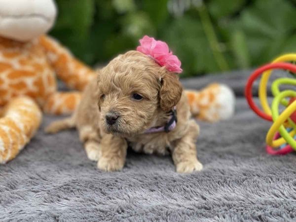 TEACUP GOLDENDOODLE PUPPIES, Precious Doodle Dogs, Teacup Doodle Dogs, Goldendoodle, Doodle Dog, Golden Doodles, Goldendoodle for sale, Goldendoodle puppies for sale, Miniature goldendoodle, goldendoodle puppies, mini goldendoodle, mini puppies, mini goldendoodle size, Mini Doodle Dogs, f1 goldendoodle, golden retriever poodle, chocolate goldendoodle, small doodles, goldendoodle temperament, goldendoodle colors, goldendoodle price, white goldendoodle, f2 goldendoodle, mini goldendoodle price, mini goldendoodle full grown, f1 mini goldendoodle, f1b goldendoodle, parti goldendoodle, goldendoodles near me, english goldendoodle, australian goldendoodle, red goldendoodle, doodle breeds, brown goldendoodle, goldendoodle cost, adult mini goldendoodle, golden noodle dog, doodle dog breeds, miniature golden doodle, miniature puppies, golden retriever poodle mix, A Star is Born, A star is born goldendoodle, a star is born dog, Bradley Cooper's Dog, Bradley Cooper Dog, Bradley Cooper's Goldendoodle, arizona goldendoodles, goldendoodle training, goldendoodle size, how big do mini goldendoodles get, goldendoodle full grown, baby goldendoodle, goldendoodle houston, golden doodles for sale, adult goldendoodle, apricot goldendoodle, goldendoodle grooming, mini golden doodles, goldendoodle shedding, f2b goldendoodle, goldendoodle hypoallergenic, goldendoodle names, english cream goldendoodle, golden retriever and poodle mix, mini goldendoodle puppies, micro goldendoodle, mini goldendoodle puppies for sale, miniature goldendoodle for sale, goldendoodle puppies for adoption, teddy bear goldendoodle, mini goldendoodle rescue, medium goldendoodle, black goldendoodle, mini goldendoodle for sale near me, goldendoodle puppies for sale near me, mini doodle, doodle puppies, mini goldendoodle for sale, goldendoodle breeders near me, miniature goldendoodle for sale near me, toy goldendoodle, petite goldendoodle, golden doodle dog, miniature goldendoodle puppies, mini goldendoodle puppies for sale near me, goldendoodles for sale near me, mini goldedoodle breeders, goldendoodle adoption, f1b mini goldendoodle, small goldendoodle, teacup goldendoodle, goldendoodle puppies near me, goldendoodle breeders, how to groom a goldendoodle, great doodle puppies, golden doodle mix, goldendoodle tampa, goldendoodle facts, white doodle dog, white goldendoodle puppy, mini goldendoodle maryland, country mini doodles, goldendoodle los angeles, toy labradoodle puppies for sale, types of goldendoodles, mini golden retriever puppies, golden goldendoodle, mini golden retriever puppies for sale, miniature australian goldendoodle, goldendoodle sacramento, goldendoodle omaha, labradoodle goldendoodle, f1 medium goldendoodle, BEST goldendoodles, pictures of mini goldendoodles, teacup goldendoodle full grown, micro mini goldendoodle full grown, toy goldendoodle price, goldendoodle chicago, retriever doodle, teacup goldendoodle puppies for sale, cute goldendoodle, mini teddy bear puppies, miniature goldendoodle full grown, f2 mini goldendoodle, goldendoodle spokane, mini goldendoodle chicago, micro mini goldendoodle, how nbig do miniature goldendoodles get, brown mini goldendoodle, mini doodle breeds, poodle doodle dog, what is a mini goldendoodle, black mini goldendoodle, mini irish doodle puppies for sale, f1b goldendoodle size, toy golden doodles, chocolate brown goldendoodle puppies for sale, petite goldendoodle full grown, goldendoodle behavior, american goldendoodle, f1b medium goldendoodle, goldendoodle puppy cost, cute goldendoodle puppies, goldendoodle indianapolis, teddy goldendoodle, mini goldendoodle weight, teddy bear golden doodles, f1b goldendoodle puppies for sale, miniature goldendoodle size, chocolate goldendoodle puppy, english cream mini goldendoodle, doodle puppies near me, red miniature goldendoodle, cream goldendoodle, goldendoodle puppy cut, mini goldendoodle hypoallergenic, dog breed goldendoodle, goldendoodle poodle mixes, goldendoodle allergies, goldendoodle info, sandy ridge goldendoodles, lakeshore goldendoodles, toy goldendoodle puppies for sale, labradoodle and goldendoodle, goldendoodle las vegas, goldendoodle phoenix, doodle breeders near me, miniature goldendoodle weight, black and white goldendoodle, sarasota goldendoodles, mini goldendoodle dallas, a goldendoodle, what is a goldendoodle, goldendoodle dallas, mini golden doodles for sale, ginger doodle puppy, how much does a mini goldendoodle cost, goldendoodle san antonio, goldendoodle photos, goldendoodle cuts, chocolate mini goldendoodle, all about goldendoodles, goldendoodle cincinnati, black doodle dog, goldendoodle weight, miniature goldendoodle breeders, goldendoodle information, miniature goldendoodle puppies for sale, doodle puppies for sale near me, black labradoodle puppies for sale, goldendoodle seattle, golden doodles near me, teacup goldendoodle for sale, golden retriever poodle puppy, goldendoodle rochester ny, goldendoodle and poodle mix, akc goldendoodle, goldendoodle kansas city, mini goldendoodle facts, goldendoodle austin, goldendoodle doodle, goldendoodle tulsa, curly goldendoodle, brown goldendoodle puppies, f1b labradoodle puppies for sale, red mini goldendoodle, goldendoodle poodle, chocolate goldendoodle for sale, tiny goldendoodle, goldendoodle puppies breeders, english goldendoodle puppies for sale, mini golden labradoodle, f1b mini teddy bear goldendoodles, red goldendoodle puppies for sale, miniature golden retriever breeders, f1 goldendoodles for sale, teacup goldendoodle puppies, toy mini goldendoodle, xs petite goldendoodle, f2 goldendoodle puppies for sale, mini goldendoodle cost, black goldendoodle for sale, english teddy bear goldendoodle, small doodle dogs, goldendoodle nashville, english goldendoodle puppies, golden retriever poodle mix for sale, red goldendoodle puppy, parti goldendoodles for sale, english cream goldendoodles for sale, doodle puppies for sale, golden retriever poodle mix puppies, goldendoodle tucson, f1b mini goldendoodle puppies for sale, mini goldendoodle breeders northeast, teddy bear goldendoodle, toy goldendoodle rescue, petite mini goldendoodle, goldendoodle stuff, mini goldendoodles near me, teddy bear goldendoodle puppies, f1 goldendoodle puppies, teddy bear goldendoodles for sale, silver goldendoodle, buy goldendoodle, mini golden doodle dog, teddy bear goldendoodles mini, micro mini goldendoodle puppies for sale, goldendoodle dogs for sale, best goldendoodle breeders, chocolate goldendoodle puppies for sale, doodle dogs for sale, toy goldendoodle puppies, mini doodle dog, toy goldendoodle breeders, doodles for sale, goldendoodle hypoallergenic dog, mini goldendoodle breeders near me, english goldendoodle breeders, f1b mini goldendoodle for sale, teacup goldendoodle price, petite goldendoodle for sale, mini english goldendoodle, mini goldendoodle info, miniature goldendoodle puppies for sale near me, black goldendoodle puppies for sale, f1 goldendoodle puppies for sale, Teacup Goldendoodles AL, Teacup Goldendoodles AK, Teacup Goldendoodles AZ, Teacup Goldendoodles AR, Teacup Goldendoodles CA, Teacup Goldendoodles CO, Teacup Goldendoodles CT, Teacup Goldendoodles DE, Teacup Goldendoodles FL, Teacup Goldendoodles GA, Teacup Goldendoodles HI, Teacup Goldendoodles ID, Teacup Goldendoodles IL, Teacup Goldendoodles IN, Teacup Goldendoodles IA, Teacup Goldendoodles KS, Teacup Goldendoodles KY, Teacup Goldendoodles LA, Teacup Goldendoodles ME, Teacup Goldendoodles MD, Teacup Goldendoodles MA, Teacup Goldendoodles MI, Teacup Goldendoodles MN, Teacup Goldendoodles MS, Teacup Goldendoodles MO, Teacup Goldendoodles MT, Teacup Goldendoodles NE, Teacup Goldendoodles NV, Teacup Goldendoodles NH, Teacup Goldendoodles NJ, Teacup Goldendoodles NM, Teacup Goldendoodles NY, Teacup Goldendoodles NC, Teacup Goldendoodles ND, Teacup Goldendoodles OH, Teacup Goldendoodles OK, Teacup Goldendoodles OR, Teacup Goldendoodles PA, Teacup Goldendoodles RI, Teacup Goldendoodles SC, Teacup Goldendoodles SD, Teacup Goldendoodles TN, Teacup Goldendoodles TX, Teacup Goldendoodles UT, Teacup Goldendoodles VT, Teacup Goldendoodles VA, Teacup Goldendoodles WA, Teacup Goldendoodles WV, Teacup Goldendoodles WI, Teacup Goldendoodles WY, Teacup Golden Doodles AL, Teacup Golden Doodles AK, Teacup Golden Doodles AZ, Teacup Golden Doodles AR, Teacup Golden Doodles CA, Teacup Golden Doodles CO, Teacup Golden Doodles CT, Teacup Golden Doodles DE, Teacup Golden Doodles FL, Teacup Golden Doodles GA, Teacup Golden Doodles HI, Teacup Golden Doodles ID, Teacup Golden Doodles IL, Teacup Golden Doodles IN, Teacup Golden Doodles IA, Teacup Golden Doodles KS, Teacup Golden Doodles KY, Teacup Golden Doodles LA, Teacup Golden Doodles ME, Teacup Golden Doodles MD, Teacup Golden Doodles MA, Teacup Golden Doodles MI, Teacup Golden Doodles MN, Teacup Golden Doodles MS, Teacup Golden Doodles MO, Teacup Golden Doodles MT, Teacup Golden Doodles NE, Teacup Golden Doodles NV, Teacup Golden Doodles NH, Teacup Golden Doodles NJ, Teacup Golden Doodles NM, Teacup Golden Doodles NY, Teacup Golden Doodles NC, Teacup Golden Doodles ND, Teacup Golden Doodles OH, Teacup Golden Doodles OK, Teacup Golden Doodles OR, Teacup Golden Doodles PA, Teacup Golden Doodles RI, Teacup Golden Doodles SC, Teacup Golden Doodles SD, Teacup Golden Doodles TN, Teacup Golden Doodles TX, Teacup Golden Doodles UT, Teacup Golden Doodles VT, Teacup Golden Doodles VA, Teacup Golden Doodles WA, Teacup Golden Doodles WV, Teacup Golden Doodles WI, Teacup Golden Doodles WY, Toy Goldendoodle Alabama, Toy Goldendoodle Alaska, Toy Goldendoodle Arizona, Toy Goldendoodle Arkansas, Toy Goldendoodle California, Toy Goldendoodle Colorado, Toy Goldendoodle Connecticut, Toy Goldendoodle Delaware, Toy Goldendoodle Florida, Toy Goldendoodle Georgia, Toy Goldendoodle Hawaii, Toy Goldendoodle Idaho, Toy Goldendoodle Illinois, Toy Goldendoodle Indiana, Toy Goldendoodle Iowa, Toy Goldendoodle Kansas, Toy Goldendoodle Kentucky, Toy Goldendoodle Louisiana, Toy Goldendoodle Maine, Toy Goldendoodle Maryland, Toy Goldendoodle Massachusetts, Toy Goldendoodle Michigan, Toy Goldendoodle Minnesota, Toy Goldendoodle Mississippi, Toy Goldendoodle Missouri, Toy Goldendoodle Montana, Toy Goldendoodle Nebraska, Toy Goldendoodle Nevada, Toy Goldendoodle New Hampshire, Toy Goldendoodle New Jersey, Toy Goldendoodle New Mexico, Toy Goldendoodle New York, Toy Goldendoodle North Carolina, Toy Goldendoodle North Dakota, Toy Goldendoodle Ohio, Toy Goldendoodle Oklahoma, Toy Goldendoodle Oregon, Toy Goldendoodle Pennsylvania, Toy Goldendoodle Rhode Island, Toy Goldendoodle South Carolina, Toy Goldendoodle South Dakota, Toy Goldendoodle Tennessee, Toy Goldendoodle Texas, Toy Goldendoodle Utah, Toy Goldendoodle Vermont, Toy Goldendoodle Virginia, Toy Goldendoodle Washington, Toy Goldendoodle West Virginia, Toy Goldendoodle Wisconsin, Toy Goldendoodle Wyoming, Teacup Goldendoodle breeders AL, Teacup Goldendoodle breeders AK, Teacup Goldendoodle breeders AZ, Teacup Goldendoodle breeders AR, Teacup Goldendoodle breeders CA, Teacup Goldendoodle breeders CO, Teacup Goldendoodle breeders CT, Teacup Goldendoodle breeders DE, Teacup Goldendoodle breeders FL, Teacup Goldendoodle breeders GA, Teacup Goldendoodle breeders HI, Teacup Goldendoodle breeders ID, Teacup Goldendoodle breeders IL, Teacup Goldendoodle breeders IN, Teacup Goldendoodle breeders IA, Teacup Goldendoodle breeders KS, Teacup Goldendoodle breeders KY, Teacup Goldendoodle breeders LA, Teacup Goldendoodle breeders ME, Teacup Goldendoodle breeders MD, Teacup Goldendoodle breeders MA, Teacup Goldendoodle breeders MI, Teacup Goldendoodle breeders MN, Teacup Goldendoodle breeders MS, Teacup Goldendoodle breeders MO, Teacup Goldendoodle breeders MT, Teacup Goldendoodle breeders NE, Teacup Goldendoodle breeders NV, Teacup Goldendoodle breeders NH, Teacup Goldendoodle breeders NJ, Teacup Goldendoodle breeders NM, Teacup Goldendoodle breeders NY, Teacup Goldendoodle breeders NC, Teacup Goldendoodle breeders ND, Teacup Goldendoodle breeders OH, Teacup Goldendoodle breeders OK, Teacup Goldendoodle breeders OR, Teacup Goldendoodle breeders PA, Teacup Goldendoodle breeders RI, Teacup Goldendoodle breeders SC, Teacup Goldendoodle breeders SD, Teacup Goldendoodle breeders TN, Teacup Goldendoodle breeders TX, Teacup Goldendoodle breeders UT, Teacup Goldendoodle breeders VT, Teacup Goldendoodle breeders VA, Teacup Goldendoodle breeders WA, Teacup Goldendoodle breeders WV, Teacup Goldendoodle breeders WI, Teacup Goldendoodle breeders WY, Teacup Golden doodle puppies for sale in AL, Teacup Golden doodle puppies for sale in AK, Teacup Golden doodle puppies for sale in AZ, Teacup Golden doodle puppies for sale in AR, Teacup Golden doodle puppies for sale in CA, Teacup Golden doodle puppies for sale in CO, Teacup Golden doodle puppies for sale in CT, Teacup Golden doodle puppies for sale in DE, Teacup Golden doodle puppies for sale in FL, Teacup Golden doodle puppies for sale in GA, Teacup Golden doodle puppies for sale in HI, Teacup Golden doodle puppies for sale in ID, Teacup Golden doodle puppies for sale in IL, Teacup Golden doodle puppies for sale in IN, Teacup Golden doodle puppies for sale in IA, Teacup Golden doodle puppies for sale in KS, Teacup Golden doodle puppies for sale in KY, Teacup Golden doodle puppies for sale in LA, Teacup Golden doodle puppies for sale in ME, Teacup Golden doodle puppies for sale in MD, Teacup Golden doodle puppies for sale in MA, Teacup Golden doodle puppies for sale in MI, Teacup Golden doodle puppies for sale in MN, Teacup Golden doodle puppies for sale in MS, Teacup Golden doodle puppies for sale in MO, Teacup Golden doodle puppies for sale in MT, Teacup Golden doodle puppies for sale in NE, Teacup Golden doodle puppies for sale in NV, Teacup Golden doodle puppies for sale in NH, Teacup Golden doodle puppies for sale in NJ, Teacup Golden doodle puppies for sale in NM, Teacup Golden doodle puppies for sale in NY, Teacup Golden doodle puppies for sale in NC, Teacup Golden doodle puppies for sale in ND, Teacup Golden doodle puppies for sale in OH, Teacup Golden doodle puppies for sale in OK, Teacup Golden doodle puppies for sale in OR, Teacup Golden doodle puppies for sale in PA, Teacup Golden doodle puppies for sale in RI, Teacup Golden doodle puppies for sale in SC, Teacup Golden doodle puppies for sale in SD, Teacup Golden doodle puppies for sale in TN, Teacup Golden doodle puppies for sale in TX, Teacup Golden doodle puppies for sale in UT, Teacup Golden doodle puppies for sale in VT, Teacup Golden doodle puppies for sale in VA, Teacup Golden doodle puppies for sale in WA, Teacup Golden doodle puppies for sale in WV, Teacup Golden doodle puppies for sale in WI, Teacup Golden doodle puppies for sale in WY, Teacup Goldendoodles for sale in AL, Teacup Goldendoodles for sale in AK, Teacup Goldendoodles for sale in AZ, Teacup Goldendoodles for sale in AR, Teacup Goldendoodles for sale in CA, Teacup Goldendoodles for sale in CO, Teacup Goldendoodles for sale in CT, Teacup Goldendoodles for sale in DE, Teacup Goldendoodles for sale in FL, Teacup Goldendoodles for sale in GA, Teacup Goldendoodles for sale in HI, Teacup Goldendoodles for sale in ID, Teacup Goldendoodles for sale in IL, Teacup Goldendoodles for sale in IN, Teacup Goldendoodles for sale in IA, Teacup Goldendoodles for sale in KS, Teacup Goldendoodles for sale in KY, Teacup Goldendoodles for sale in LA, Teacup Goldendoodles for sale in ME, Teacup Goldendoodles for sale in MD, Teacup Goldendoodles for sale in MA, Teacup Goldendoodles for sale in MI, Teacup Goldendoodles for sale in MN, Teacup Goldendoodles for sale in MS, Teacup Goldendoodles for sale in MO, Teacup Goldendoodles for sale in MT, Teacup Goldendoodles for sale in NE, Teacup Goldendoodles for sale in NV, Teacup Goldendoodles for sale in NH, Teacup Goldendoodles for sale in NJ, Teacup Goldendoodles for sale in NM, Teacup Goldendoodles for sale in NY, Teacup Goldendoodles for sale in NC, Teacup Goldendoodles for sale in ND, Teacup Goldendoodles for sale in OH, Teacup Goldendoodles for sale in OK, Teacup Goldendoodles for sale in OR, Teacup Goldendoodles for sale in PA, Teacup Goldendoodles for sale in RI, Teacup Goldendoodles for sale in SC, Teacup Goldendoodles for sale in SD, Teacup Goldendoodles for sale in TN, Teacup Goldendoodles for sale in TX, Teacup Goldendoodles for sale in UT, Teacup Goldendoodles for sale in VT, Teacup Goldendoodles for sale in VA, Teacup Goldendoodles for sale in WA, Teacup Goldendoodles for sale in WV, Teacup Goldendoodles for sale in WI, Teacup Goldendoodles for sale in WY, Teacup Goldendoodle Alabama, Teacup Goldendoodle Alaska, Teacup Goldendoodle Arizona, Teacup Goldendoodle Arkansas, Teacup Goldendoodle California, Teacup Goldendoodle Colorado, Teacup Goldendoodle Connecticut, Teacup Goldendoodle Delaware, Teacup Goldendoodle Florida, Teacup Goldendoodle Georgia, Teacup Goldendoodle Hawaii, Teacup Goldendoodle Idaho, Teacup Goldendoodle Illinois, Teacup Goldendoodle Indiana, Teacup Goldendoodle Iowa, Teacup Goldendoodle Kansas, Teacup Goldendoodle Kentucky, Teacup Goldendoodle Louisiana, Teacup Goldendoodle Maine, Teacup Goldendoodle Maryland, Teacup Goldendoodle Massachusetts, Teacup Goldendoodle Michigan, Teacup Goldendoodle Minnesota, Teacup Goldendoodle Mississippi, Teacup Goldendoodle Missouri, Teacup Goldendoodle Montana, Teacup Goldendoodle Nebraska, Teacup Goldendoodle Nevada, Teacup Goldendoodle New Hampshire, Teacup Goldendoodle New Jersey, Teacup Goldendoodle New Mexico, Teacup Goldendoodle New York, Teacup Goldendoodle North Carolina, Teacup Goldendoodle North Dakota, Teacup Goldendoodle Ohio, Teacup Goldendoodle Oklahoma, Teacup Goldendoodle Oregon, Teacup Goldendoodle Pennsylvania, Teacup Goldendoodle Rhode Island, Teacup Goldendoodle South Carolina, Teacup Goldendoodle South Dakota, Teacup Goldendoodle Tennessee, Teacup Goldendoodle Texas, Teacup Goldendoodle Utah, Teacup Goldendoodle Vermont, Teacup Goldendoodle Virginia, Teacup Goldendoodle Washington, Teacup Goldendoodle West Virginia, Teacup Goldendoodle Wisconsin, Teacup Goldendoodle Wyoming, Goldendoodle Breeders AL, Goldendoodle Breeders AK, Goldendoodle Breeders AZ, Goldendoodle Breeders AR, Goldendoodle Breeders CA, Goldendoodle Breeders CO, Goldendoodle Breeders CT, Goldendoodle Breeders DE, Goldendoodle Breeders FL, Goldendoodle Breeders GA, Goldendoodle Breeders HI, Goldendoodle Breeders ID, Goldendoodle Breeders IL, Goldendoodle Breeders IN, Goldendoodle Breeders IA, Goldendoodle Breeders KS, Goldendoodle Breeders KY, Goldendoodle Breeders LA, Goldendoodle Breeders ME, Goldendoodle Breeders MD, Goldendoodle Breeders MA, Goldendoodle Breeders MI, Goldendoodle Breeders MN, Goldendoodle Breeders MS, Goldendoodle Breeders MO, Goldendoodle Breeders MT, Goldendoodle Breeders NE, Goldendoodle Breeders NV, Goldendoodle Breeders NH, Goldendoodle Breeders NJ, Goldendoodle Breeders NM, Goldendoodle Breeders NY, Goldendoodle Breeders NC, Goldendoodle Breeders ND, Goldendoodle Breeders OH, Goldendoodle Breeders OK, Goldendoodle Breeders OR, Goldendoodle Breeders PA, Goldendoodle Breeders RI, Goldendoodle Breeders SC, Goldendoodle Breeders SD, Goldendoodle Breeders TN, Goldendoodle Breeders TX, Goldendoodle Breeders UT, Goldendoodle Breeders VT, Goldendoodle Breeders VA, Goldendoodle Breeders WA, Goldendoodle Breeders WV, Goldendoodle Breeders WI, Goldendoodle Breeders WY, Teacup Golden doodles for sale in AL, Teacup Golden doodles for sale in AK, Teacup Golden doodles for sale in AZ, Teacup Golden doodles for sale in AR, Teacup Golden doodles for sale in CA, Teacup Golden doodles for sale in CO, Teacup Golden doodles for sale in CT, Teacup Golden doodles for sale in DE, Teacup Golden doodles for sale in FL, Teacup Golden doodles for sale in GA, Teacup Golden doodles for sale in HI, Teacup Golden doodles for sale in ID, Teacup Golden doodles for sale in IL, Teacup Golden doodles for sale in IN, Teacup Golden doodles for sale in IA, Teacup Golden doodles for sale in KS, Teacup Golden doodles for sale in KY, Teacup Golden doodles for sale in LA, Teacup Golden doodles for sale in ME, Teacup Golden doodles for sale in MD, Teacup Golden doodles for sale in MA, Teacup Golden doodles for sale in MI, Teacup Golden doodles for sale in MN, Teacup Golden doodles for sale in MS, Teacup Golden doodles for sale in MO, Teacup Golden doodles for sale in MT, Teacup Golden doodles for sale in NE, Teacup Golden doodles for sale in NV, Teacup Golden doodles for sale in NH, Teacup Golden doodles for sale in NJ, Teacup Golden doodles for sale in NM, Teacup Golden doodles for sale in NY, Teacup Golden doodles for sale in NC, Teacup Golden doodles for sale in ND, Teacup Golden doodles for sale in OH, Teacup Golden doodles for sale in OK, Teacup Golden doodles for sale in OR, Teacup Golden doodles for sale in PA, Teacup Golden doodles for sale in RI, Teacup Golden doodles for sale in SC, Teacup Golden doodles for sale in SD, Teacup Golden doodles for sale in TN, Teacup Golden doodles for sale in TX, Teacup Golden doodles for sale in UT, Teacup Golden doodles for sale in VT, Teacup Golden doodles for sale in VA, Teacup Golden doodles for sale in WA, Teacup Golden doodles for sale in WV, Teacup Golden doodles for sale in WI, Teacup Golden doodles for sale in WY,