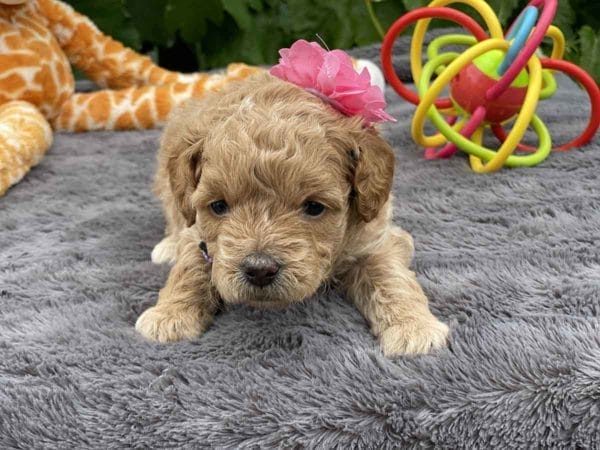 TEACUP GOLDENDOODLE PUPPIES, Precious Doodle Dogs, Teacup Doodle Dogs, Goldendoodle, Doodle Dog, Golden Doodles, Goldendoodle for sale, Goldendoodle puppies for sale, Miniature goldendoodle, goldendoodle puppies, mini goldendoodle, mini puppies, mini goldendoodle size, Mini Doodle Dogs, f1 goldendoodle, golden retriever poodle, chocolate goldendoodle, small doodles, goldendoodle temperament, goldendoodle colors, goldendoodle price, white goldendoodle, f2 goldendoodle, mini goldendoodle price, mini goldendoodle full grown, f1 mini goldendoodle, f1b goldendoodle, parti goldendoodle, goldendoodles near me, english goldendoodle, australian goldendoodle, red goldendoodle, doodle breeds, brown goldendoodle, goldendoodle cost, adult mini goldendoodle, golden noodle dog, doodle dog breeds, miniature golden doodle, miniature puppies, golden retriever poodle mix, A Star is Born, A star is born goldendoodle, a star is born dog, Bradley Cooper's Dog, Bradley Cooper Dog, Bradley Cooper's Goldendoodle, arizona goldendoodles, goldendoodle training, goldendoodle size, how big do mini goldendoodles get, goldendoodle full grown, baby goldendoodle, goldendoodle houston, golden doodles for sale, adult goldendoodle, apricot goldendoodle, goldendoodle grooming, mini golden doodles, goldendoodle shedding, f2b goldendoodle, goldendoodle hypoallergenic, goldendoodle names, english cream goldendoodle, golden retriever and poodle mix, mini goldendoodle puppies, micro goldendoodle, mini goldendoodle puppies for sale, miniature goldendoodle for sale, goldendoodle puppies for adoption, teddy bear goldendoodle, mini goldendoodle rescue, medium goldendoodle, black goldendoodle, mini goldendoodle for sale near me, goldendoodle puppies for sale near me, mini doodle, doodle puppies, mini goldendoodle for sale, goldendoodle breeders near me, miniature goldendoodle for sale near me, toy goldendoodle, petite goldendoodle, golden doodle dog, miniature goldendoodle puppies, mini goldendoodle puppies for sale near me, goldendoodles for sale near me, mini goldedoodle breeders, goldendoodle adoption, f1b mini goldendoodle, small goldendoodle, teacup goldendoodle, goldendoodle puppies near me, goldendoodle breeders, how to groom a goldendoodle, great doodle puppies, golden doodle mix, goldendoodle tampa, goldendoodle facts, white doodle dog, white goldendoodle puppy, mini goldendoodle maryland, country mini doodles, goldendoodle los angeles, toy labradoodle puppies for sale, types of goldendoodles, mini golden retriever puppies, golden goldendoodle, mini golden retriever puppies for sale, miniature australian goldendoodle, goldendoodle sacramento, goldendoodle omaha, labradoodle goldendoodle, f1 medium goldendoodle, BEST goldendoodles, pictures of mini goldendoodles, teacup goldendoodle full grown, micro mini goldendoodle full grown, toy goldendoodle price, goldendoodle chicago, retriever doodle, teacup goldendoodle puppies for sale, cute goldendoodle, mini teddy bear puppies, miniature goldendoodle full grown, f2 mini goldendoodle, goldendoodle spokane, mini goldendoodle chicago, micro mini goldendoodle, how nbig do miniature goldendoodles get, brown mini goldendoodle, mini doodle breeds, poodle doodle dog, what is a mini goldendoodle, black mini goldendoodle, mini irish doodle puppies for sale, f1b goldendoodle size, toy golden doodles, chocolate brown goldendoodle puppies for sale, petite goldendoodle full grown, goldendoodle behavior, american goldendoodle, f1b medium goldendoodle, goldendoodle puppy cost, cute goldendoodle puppies, goldendoodle indianapolis, teddy goldendoodle, mini goldendoodle weight, teddy bear golden doodles, f1b goldendoodle puppies for sale, miniature goldendoodle size, chocolate goldendoodle puppy, english cream mini goldendoodle, doodle puppies near me, red miniature goldendoodle, cream goldendoodle, goldendoodle puppy cut, mini goldendoodle hypoallergenic, dog breed goldendoodle, goldendoodle poodle mixes, goldendoodle allergies, goldendoodle info, sandy ridge goldendoodles, lakeshore goldendoodles, toy goldendoodle puppies for sale, labradoodle and goldendoodle, goldendoodle las vegas, goldendoodle phoenix, doodle breeders near me, miniature goldendoodle weight, black and white goldendoodle, sarasota goldendoodles, mini goldendoodle dallas, a goldendoodle, what is a goldendoodle, goldendoodle dallas, mini golden doodles for sale, ginger doodle puppy, how much does a mini goldendoodle cost, goldendoodle san antonio, goldendoodle photos, goldendoodle cuts, chocolate mini goldendoodle, all about goldendoodles, goldendoodle cincinnati, black doodle dog, goldendoodle weight, miniature goldendoodle breeders, goldendoodle information, miniature goldendoodle puppies for sale, doodle puppies for sale near me, black labradoodle puppies for sale, goldendoodle seattle, golden doodles near me, teacup goldendoodle for sale, golden retriever poodle puppy, goldendoodle rochester ny, goldendoodle and poodle mix, akc goldendoodle, goldendoodle kansas city, mini goldendoodle facts, goldendoodle austin, goldendoodle doodle, goldendoodle tulsa, curly goldendoodle, brown goldendoodle puppies, f1b labradoodle puppies for sale, red mini goldendoodle, goldendoodle poodle, chocolate goldendoodle for sale, tiny goldendoodle, goldendoodle puppies breeders, english goldendoodle puppies for sale, mini golden labradoodle, f1b mini teddy bear goldendoodles, red goldendoodle puppies for sale, miniature golden retriever breeders, f1 goldendoodles for sale, teacup goldendoodle puppies, toy mini goldendoodle, xs petite goldendoodle, f2 goldendoodle puppies for sale, mini goldendoodle cost, black goldendoodle for sale, english teddy bear goldendoodle, small doodle dogs, goldendoodle nashville, english goldendoodle puppies, golden retriever poodle mix for sale, red goldendoodle puppy, parti goldendoodles for sale, english cream goldendoodles for sale, doodle puppies for sale, golden retriever poodle mix puppies, goldendoodle tucson, f1b mini goldendoodle puppies for sale, mini goldendoodle breeders northeast, teddy bear goldendoodle, toy goldendoodle rescue, petite mini goldendoodle, goldendoodle stuff, mini goldendoodles near me, teddy bear goldendoodle puppies, f1 goldendoodle puppies, teddy bear goldendoodles for sale, silver goldendoodle, buy goldendoodle, mini golden doodle dog, teddy bear goldendoodles mini, micro mini goldendoodle puppies for sale, goldendoodle dogs for sale, best goldendoodle breeders, chocolate goldendoodle puppies for sale, doodle dogs for sale, toy goldendoodle puppies, mini doodle dog, toy goldendoodle breeders, doodles for sale, goldendoodle hypoallergenic dog, mini goldendoodle breeders near me, english goldendoodle breeders, f1b mini goldendoodle for sale, teacup goldendoodle price, petite goldendoodle for sale, mini english goldendoodle, mini goldendoodle info, miniature goldendoodle puppies for sale near me, black goldendoodle puppies for sale, f1 goldendoodle puppies for sale, Teacup Goldendoodles AL, Teacup Goldendoodles AK, Teacup Goldendoodles AZ, Teacup Goldendoodles AR, Teacup Goldendoodles CA, Teacup Goldendoodles CO, Teacup Goldendoodles CT, Teacup Goldendoodles DE, Teacup Goldendoodles FL, Teacup Goldendoodles GA, Teacup Goldendoodles HI, Teacup Goldendoodles ID, Teacup Goldendoodles IL, Teacup Goldendoodles IN, Teacup Goldendoodles IA, Teacup Goldendoodles KS, Teacup Goldendoodles KY, Teacup Goldendoodles LA, Teacup Goldendoodles ME, Teacup Goldendoodles MD, Teacup Goldendoodles MA, Teacup Goldendoodles MI, Teacup Goldendoodles MN, Teacup Goldendoodles MS, Teacup Goldendoodles MO, Teacup Goldendoodles MT, Teacup Goldendoodles NE, Teacup Goldendoodles NV, Teacup Goldendoodles NH, Teacup Goldendoodles NJ, Teacup Goldendoodles NM, Teacup Goldendoodles NY, Teacup Goldendoodles NC, Teacup Goldendoodles ND, Teacup Goldendoodles OH, Teacup Goldendoodles OK, Teacup Goldendoodles OR, Teacup Goldendoodles PA, Teacup Goldendoodles RI, Teacup Goldendoodles SC, Teacup Goldendoodles SD, Teacup Goldendoodles TN, Teacup Goldendoodles TX, Teacup Goldendoodles UT, Teacup Goldendoodles VT, Teacup Goldendoodles VA, Teacup Goldendoodles WA, Teacup Goldendoodles WV, Teacup Goldendoodles WI, Teacup Goldendoodles WY, Teacup Golden Doodles AL, Teacup Golden Doodles AK, Teacup Golden Doodles AZ, Teacup Golden Doodles AR, Teacup Golden Doodles CA, Teacup Golden Doodles CO, Teacup Golden Doodles CT, Teacup Golden Doodles DE, Teacup Golden Doodles FL, Teacup Golden Doodles GA, Teacup Golden Doodles HI, Teacup Golden Doodles ID, Teacup Golden Doodles IL, Teacup Golden Doodles IN, Teacup Golden Doodles IA, Teacup Golden Doodles KS, Teacup Golden Doodles KY, Teacup Golden Doodles LA, Teacup Golden Doodles ME, Teacup Golden Doodles MD, Teacup Golden Doodles MA, Teacup Golden Doodles MI, Teacup Golden Doodles MN, Teacup Golden Doodles MS, Teacup Golden Doodles MO, Teacup Golden Doodles MT, Teacup Golden Doodles NE, Teacup Golden Doodles NV, Teacup Golden Doodles NH, Teacup Golden Doodles NJ, Teacup Golden Doodles NM, Teacup Golden Doodles NY, Teacup Golden Doodles NC, Teacup Golden Doodles ND, Teacup Golden Doodles OH, Teacup Golden Doodles OK, Teacup Golden Doodles OR, Teacup Golden Doodles PA, Teacup Golden Doodles RI, Teacup Golden Doodles SC, Teacup Golden Doodles SD, Teacup Golden Doodles TN, Teacup Golden Doodles TX, Teacup Golden Doodles UT, Teacup Golden Doodles VT, Teacup Golden Doodles VA, Teacup Golden Doodles WA, Teacup Golden Doodles WV, Teacup Golden Doodles WI, Teacup Golden Doodles WY, Toy Goldendoodle Alabama, Toy Goldendoodle Alaska, Toy Goldendoodle Arizona, Toy Goldendoodle Arkansas, Toy Goldendoodle California, Toy Goldendoodle Colorado, Toy Goldendoodle Connecticut, Toy Goldendoodle Delaware, Toy Goldendoodle Florida, Toy Goldendoodle Georgia, Toy Goldendoodle Hawaii, Toy Goldendoodle Idaho, Toy Goldendoodle Illinois, Toy Goldendoodle Indiana, Toy Goldendoodle Iowa, Toy Goldendoodle Kansas, Toy Goldendoodle Kentucky, Toy Goldendoodle Louisiana, Toy Goldendoodle Maine, Toy Goldendoodle Maryland, Toy Goldendoodle Massachusetts, Toy Goldendoodle Michigan, Toy Goldendoodle Minnesota, Toy Goldendoodle Mississippi, Toy Goldendoodle Missouri, Toy Goldendoodle Montana, Toy Goldendoodle Nebraska, Toy Goldendoodle Nevada, Toy Goldendoodle New Hampshire, Toy Goldendoodle New Jersey, Toy Goldendoodle New Mexico, Toy Goldendoodle New York, Toy Goldendoodle North Carolina, Toy Goldendoodle North Dakota, Toy Goldendoodle Ohio, Toy Goldendoodle Oklahoma, Toy Goldendoodle Oregon, Toy Goldendoodle Pennsylvania, Toy Goldendoodle Rhode Island, Toy Goldendoodle South Carolina, Toy Goldendoodle South Dakota, Toy Goldendoodle Tennessee, Toy Goldendoodle Texas, Toy Goldendoodle Utah, Toy Goldendoodle Vermont, Toy Goldendoodle Virginia, Toy Goldendoodle Washington, Toy Goldendoodle West Virginia, Toy Goldendoodle Wisconsin, Toy Goldendoodle Wyoming, Teacup Goldendoodle breeders AL, Teacup Goldendoodle breeders AK, Teacup Goldendoodle breeders AZ, Teacup Goldendoodle breeders AR, Teacup Goldendoodle breeders CA, Teacup Goldendoodle breeders CO, Teacup Goldendoodle breeders CT, Teacup Goldendoodle breeders DE, Teacup Goldendoodle breeders FL, Teacup Goldendoodle breeders GA, Teacup Goldendoodle breeders HI, Teacup Goldendoodle breeders ID, Teacup Goldendoodle breeders IL, Teacup Goldendoodle breeders IN, Teacup Goldendoodle breeders IA, Teacup Goldendoodle breeders KS, Teacup Goldendoodle breeders KY, Teacup Goldendoodle breeders LA, Teacup Goldendoodle breeders ME, Teacup Goldendoodle breeders MD, Teacup Goldendoodle breeders MA, Teacup Goldendoodle breeders MI, Teacup Goldendoodle breeders MN, Teacup Goldendoodle breeders MS, Teacup Goldendoodle breeders MO, Teacup Goldendoodle breeders MT, Teacup Goldendoodle breeders NE, Teacup Goldendoodle breeders NV, Teacup Goldendoodle breeders NH, Teacup Goldendoodle breeders NJ, Teacup Goldendoodle breeders NM, Teacup Goldendoodle breeders NY, Teacup Goldendoodle breeders NC, Teacup Goldendoodle breeders ND, Teacup Goldendoodle breeders OH, Teacup Goldendoodle breeders OK, Teacup Goldendoodle breeders OR, Teacup Goldendoodle breeders PA, Teacup Goldendoodle breeders RI, Teacup Goldendoodle breeders SC, Teacup Goldendoodle breeders SD, Teacup Goldendoodle breeders TN, Teacup Goldendoodle breeders TX, Teacup Goldendoodle breeders UT, Teacup Goldendoodle breeders VT, Teacup Goldendoodle breeders VA, Teacup Goldendoodle breeders WA, Teacup Goldendoodle breeders WV, Teacup Goldendoodle breeders WI, Teacup Goldendoodle breeders WY, Teacup Golden doodle puppies for sale in AL, Teacup Golden doodle puppies for sale in AK, Teacup Golden doodle puppies for sale in AZ, Teacup Golden doodle puppies for sale in AR, Teacup Golden doodle puppies for sale in CA, Teacup Golden doodle puppies for sale in CO, Teacup Golden doodle puppies for sale in CT, Teacup Golden doodle puppies for sale in DE, Teacup Golden doodle puppies for sale in FL, Teacup Golden doodle puppies for sale in GA, Teacup Golden doodle puppies for sale in HI, Teacup Golden doodle puppies for sale in ID, Teacup Golden doodle puppies for sale in IL, Teacup Golden doodle puppies for sale in IN, Teacup Golden doodle puppies for sale in IA, Teacup Golden doodle puppies for sale in KS, Teacup Golden doodle puppies for sale in KY, Teacup Golden doodle puppies for sale in LA, Teacup Golden doodle puppies for sale in ME, Teacup Golden doodle puppies for sale in MD, Teacup Golden doodle puppies for sale in MA, Teacup Golden doodle puppies for sale in MI, Teacup Golden doodle puppies for sale in MN, Teacup Golden doodle puppies for sale in MS, Teacup Golden doodle puppies for sale in MO, Teacup Golden doodle puppies for sale in MT, Teacup Golden doodle puppies for sale in NE, Teacup Golden doodle puppies for sale in NV, Teacup Golden doodle puppies for sale in NH, Teacup Golden doodle puppies for sale in NJ, Teacup Golden doodle puppies for sale in NM, Teacup Golden doodle puppies for sale in NY, Teacup Golden doodle puppies for sale in NC, Teacup Golden doodle puppies for sale in ND, Teacup Golden doodle puppies for sale in OH, Teacup Golden doodle puppies for sale in OK, Teacup Golden doodle puppies for sale in OR, Teacup Golden doodle puppies for sale in PA, Teacup Golden doodle puppies for sale in RI, Teacup Golden doodle puppies for sale in SC, Teacup Golden doodle puppies for sale in SD, Teacup Golden doodle puppies for sale in TN, Teacup Golden doodle puppies for sale in TX, Teacup Golden doodle puppies for sale in UT, Teacup Golden doodle puppies for sale in VT, Teacup Golden doodle puppies for sale in VA, Teacup Golden doodle puppies for sale in WA, Teacup Golden doodle puppies for sale in WV, Teacup Golden doodle puppies for sale in WI, Teacup Golden doodle puppies for sale in WY, Teacup Goldendoodles for sale in AL, Teacup Goldendoodles for sale in AK, Teacup Goldendoodles for sale in AZ, Teacup Goldendoodles for sale in AR, Teacup Goldendoodles for sale in CA, Teacup Goldendoodles for sale in CO, Teacup Goldendoodles for sale in CT, Teacup Goldendoodles for sale in DE, Teacup Goldendoodles for sale in FL, Teacup Goldendoodles for sale in GA, Teacup Goldendoodles for sale in HI, Teacup Goldendoodles for sale in ID, Teacup Goldendoodles for sale in IL, Teacup Goldendoodles for sale in IN, Teacup Goldendoodles for sale in IA, Teacup Goldendoodles for sale in KS, Teacup Goldendoodles for sale in KY, Teacup Goldendoodles for sale in LA, Teacup Goldendoodles for sale in ME, Teacup Goldendoodles for sale in MD, Teacup Goldendoodles for sale in MA, Teacup Goldendoodles for sale in MI, Teacup Goldendoodles for sale in MN, Teacup Goldendoodles for sale in MS, Teacup Goldendoodles for sale in MO, Teacup Goldendoodles for sale in MT, Teacup Goldendoodles for sale in NE, Teacup Goldendoodles for sale in NV, Teacup Goldendoodles for sale in NH, Teacup Goldendoodles for sale in NJ, Teacup Goldendoodles for sale in NM, Teacup Goldendoodles for sale in NY, Teacup Goldendoodles for sale in NC, Teacup Goldendoodles for sale in ND, Teacup Goldendoodles for sale in OH, Teacup Goldendoodles for sale in OK, Teacup Goldendoodles for sale in OR, Teacup Goldendoodles for sale in PA, Teacup Goldendoodles for sale in RI, Teacup Goldendoodles for sale in SC, Teacup Goldendoodles for sale in SD, Teacup Goldendoodles for sale in TN, Teacup Goldendoodles for sale in TX, Teacup Goldendoodles for sale in UT, Teacup Goldendoodles for sale in VT, Teacup Goldendoodles for sale in VA, Teacup Goldendoodles for sale in WA, Teacup Goldendoodles for sale in WV, Teacup Goldendoodles for sale in WI, Teacup Goldendoodles for sale in WY, Teacup Goldendoodle Alabama, Teacup Goldendoodle Alaska, Teacup Goldendoodle Arizona, Teacup Goldendoodle Arkansas, Teacup Goldendoodle California, Teacup Goldendoodle Colorado, Teacup Goldendoodle Connecticut, Teacup Goldendoodle Delaware, Teacup Goldendoodle Florida, Teacup Goldendoodle Georgia, Teacup Goldendoodle Hawaii, Teacup Goldendoodle Idaho, Teacup Goldendoodle Illinois, Teacup Goldendoodle Indiana, Teacup Goldendoodle Iowa, Teacup Goldendoodle Kansas, Teacup Goldendoodle Kentucky, Teacup Goldendoodle Louisiana, Teacup Goldendoodle Maine, Teacup Goldendoodle Maryland, Teacup Goldendoodle Massachusetts, Teacup Goldendoodle Michigan, Teacup Goldendoodle Minnesota, Teacup Goldendoodle Mississippi, Teacup Goldendoodle Missouri, Teacup Goldendoodle Montana, Teacup Goldendoodle Nebraska, Teacup Goldendoodle Nevada, Teacup Goldendoodle New Hampshire, Teacup Goldendoodle New Jersey, Teacup Goldendoodle New Mexico, Teacup Goldendoodle New York, Teacup Goldendoodle North Carolina, Teacup Goldendoodle North Dakota, Teacup Goldendoodle Ohio, Teacup Goldendoodle Oklahoma, Teacup Goldendoodle Oregon, Teacup Goldendoodle Pennsylvania, Teacup Goldendoodle Rhode Island, Teacup Goldendoodle South Carolina, Teacup Goldendoodle South Dakota, Teacup Goldendoodle Tennessee, Teacup Goldendoodle Texas, Teacup Goldendoodle Utah, Teacup Goldendoodle Vermont, Teacup Goldendoodle Virginia, Teacup Goldendoodle Washington, Teacup Goldendoodle West Virginia, Teacup Goldendoodle Wisconsin, Teacup Goldendoodle Wyoming, Goldendoodle Breeders AL, Goldendoodle Breeders AK, Goldendoodle Breeders AZ, Goldendoodle Breeders AR, Goldendoodle Breeders CA, Goldendoodle Breeders CO, Goldendoodle Breeders CT, Goldendoodle Breeders DE, Goldendoodle Breeders FL, Goldendoodle Breeders GA, Goldendoodle Breeders HI, Goldendoodle Breeders ID, Goldendoodle Breeders IL, Goldendoodle Breeders IN, Goldendoodle Breeders IA, Goldendoodle Breeders KS, Goldendoodle Breeders KY, Goldendoodle Breeders LA, Goldendoodle Breeders ME, Goldendoodle Breeders MD, Goldendoodle Breeders MA, Goldendoodle Breeders MI, Goldendoodle Breeders MN, Goldendoodle Breeders MS, Goldendoodle Breeders MO, Goldendoodle Breeders MT, Goldendoodle Breeders NE, Goldendoodle Breeders NV, Goldendoodle Breeders NH, Goldendoodle Breeders NJ, Goldendoodle Breeders NM, Goldendoodle Breeders NY, Goldendoodle Breeders NC, Goldendoodle Breeders ND, Goldendoodle Breeders OH, Goldendoodle Breeders OK, Goldendoodle Breeders OR, Goldendoodle Breeders PA, Goldendoodle Breeders RI, Goldendoodle Breeders SC, Goldendoodle Breeders SD, Goldendoodle Breeders TN, Goldendoodle Breeders TX, Goldendoodle Breeders UT, Goldendoodle Breeders VT, Goldendoodle Breeders VA, Goldendoodle Breeders WA, Goldendoodle Breeders WV, Goldendoodle Breeders WI, Goldendoodle Breeders WY, Teacup Golden doodles for sale in AL, Teacup Golden doodles for sale in AK, Teacup Golden doodles for sale in AZ, Teacup Golden doodles for sale in AR, Teacup Golden doodles for sale in CA, Teacup Golden doodles for sale in CO, Teacup Golden doodles for sale in CT, Teacup Golden doodles for sale in DE, Teacup Golden doodles for sale in FL, Teacup Golden doodles for sale in GA, Teacup Golden doodles for sale in HI, Teacup Golden doodles for sale in ID, Teacup Golden doodles for sale in IL, Teacup Golden doodles for sale in IN, Teacup Golden doodles for sale in IA, Teacup Golden doodles for sale in KS, Teacup Golden doodles for sale in KY, Teacup Golden doodles for sale in LA, Teacup Golden doodles for sale in ME, Teacup Golden doodles for sale in MD, Teacup Golden doodles for sale in MA, Teacup Golden doodles for sale in MI, Teacup Golden doodles for sale in MN, Teacup Golden doodles for sale in MS, Teacup Golden doodles for sale in MO, Teacup Golden doodles for sale in MT, Teacup Golden doodles for sale in NE, Teacup Golden doodles for sale in NV, Teacup Golden doodles for sale in NH, Teacup Golden doodles for sale in NJ, Teacup Golden doodles for sale in NM, Teacup Golden doodles for sale in NY, Teacup Golden doodles for sale in NC, Teacup Golden doodles for sale in ND, Teacup Golden doodles for sale in OH, Teacup Golden doodles for sale in OK, Teacup Golden doodles for sale in OR, Teacup Golden doodles for sale in PA, Teacup Golden doodles for sale in RI, Teacup Golden doodles for sale in SC, Teacup Golden doodles for sale in SD, Teacup Golden doodles for sale in TN, Teacup Golden doodles for sale in TX, Teacup Golden doodles for sale in UT, Teacup Golden doodles for sale in VT, Teacup Golden doodles for sale in VA, Teacup Golden doodles for sale in WA, Teacup Golden doodles for sale in WV, Teacup Golden doodles for sale in WI, Teacup Golden doodles for sale in WY,