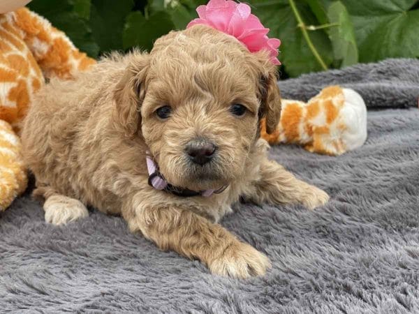 TEACUP GOLDENDOODLE PUPPIES, Precious Doodle Dogs, Teacup Doodle Dogs, Goldendoodle, Doodle Dog, Golden Doodles, Goldendoodle for sale, Goldendoodle puppies for sale, Miniature goldendoodle, goldendoodle puppies, mini goldendoodle, mini puppies, mini goldendoodle size, Mini Doodle Dogs, f1 goldendoodle, golden retriever poodle, chocolate goldendoodle, small doodles, goldendoodle temperament, goldendoodle colors, goldendoodle price, white goldendoodle, f2 goldendoodle, mini goldendoodle price, mini goldendoodle full grown, f1 mini goldendoodle, f1b goldendoodle, parti goldendoodle, goldendoodles near me, english goldendoodle, australian goldendoodle, red goldendoodle, doodle breeds, brown goldendoodle, goldendoodle cost, adult mini goldendoodle, golden noodle dog, doodle dog breeds, miniature golden doodle, miniature puppies, golden retriever poodle mix, A Star is Born, A star is born goldendoodle, a star is born dog, Bradley Cooper's Dog, Bradley Cooper Dog, Bradley Cooper's Goldendoodle, arizona goldendoodles, goldendoodle training, goldendoodle size, how big do mini goldendoodles get, goldendoodle full grown, baby goldendoodle, goldendoodle houston, golden doodles for sale, adult goldendoodle, apricot goldendoodle, goldendoodle grooming, mini golden doodles, goldendoodle shedding, f2b goldendoodle, goldendoodle hypoallergenic, goldendoodle names, english cream goldendoodle, golden retriever and poodle mix, mini goldendoodle puppies, micro goldendoodle, mini goldendoodle puppies for sale, miniature goldendoodle for sale, goldendoodle puppies for adoption, teddy bear goldendoodle, mini goldendoodle rescue, medium goldendoodle, black goldendoodle, mini goldendoodle for sale near me, goldendoodle puppies for sale near me, mini doodle, doodle puppies, mini goldendoodle for sale, goldendoodle breeders near me, miniature goldendoodle for sale near me, toy goldendoodle, petite goldendoodle, golden doodle dog, miniature goldendoodle puppies, mini goldendoodle puppies for sale near me, goldendoodles for sale near me, mini goldedoodle breeders, goldendoodle adoption, f1b mini goldendoodle, small goldendoodle, teacup goldendoodle, goldendoodle puppies near me, goldendoodle breeders, how to groom a goldendoodle, great doodle puppies, golden doodle mix, goldendoodle tampa, goldendoodle facts, white doodle dog, white goldendoodle puppy, mini goldendoodle maryland, country mini doodles, goldendoodle los angeles, toy labradoodle puppies for sale, types of goldendoodles, mini golden retriever puppies, golden goldendoodle, mini golden retriever puppies for sale, miniature australian goldendoodle, goldendoodle sacramento, goldendoodle omaha, labradoodle goldendoodle, f1 medium goldendoodle, BEST goldendoodles, pictures of mini goldendoodles, teacup goldendoodle full grown, micro mini goldendoodle full grown, toy goldendoodle price, goldendoodle chicago, retriever doodle, teacup goldendoodle puppies for sale, cute goldendoodle, mini teddy bear puppies, miniature goldendoodle full grown, f2 mini goldendoodle, goldendoodle spokane, mini goldendoodle chicago, micro mini goldendoodle, how nbig do miniature goldendoodles get, brown mini goldendoodle, mini doodle breeds, poodle doodle dog, what is a mini goldendoodle, black mini goldendoodle, mini irish doodle puppies for sale, f1b goldendoodle size, toy golden doodles, chocolate brown goldendoodle puppies for sale, petite goldendoodle full grown, goldendoodle behavior, american goldendoodle, f1b medium goldendoodle, goldendoodle puppy cost, cute goldendoodle puppies, goldendoodle indianapolis, teddy goldendoodle, mini goldendoodle weight, teddy bear golden doodles, f1b goldendoodle puppies for sale, miniature goldendoodle size, chocolate goldendoodle puppy, english cream mini goldendoodle, doodle puppies near me, red miniature goldendoodle, cream goldendoodle, goldendoodle puppy cut, mini goldendoodle hypoallergenic, dog breed goldendoodle, goldendoodle poodle mixes, goldendoodle allergies, goldendoodle info, sandy ridge goldendoodles, lakeshore goldendoodles, toy goldendoodle puppies for sale, labradoodle and goldendoodle, goldendoodle las vegas, goldendoodle phoenix, doodle breeders near me, miniature goldendoodle weight, black and white goldendoodle, sarasota goldendoodles, mini goldendoodle dallas, a goldendoodle, what is a goldendoodle, goldendoodle dallas, mini golden doodles for sale, ginger doodle puppy, how much does a mini goldendoodle cost, goldendoodle san antonio, goldendoodle photos, goldendoodle cuts, chocolate mini goldendoodle, all about goldendoodles, goldendoodle cincinnati, black doodle dog, goldendoodle weight, miniature goldendoodle breeders, goldendoodle information, miniature goldendoodle puppies for sale, doodle puppies for sale near me, black labradoodle puppies for sale, goldendoodle seattle, golden doodles near me, teacup goldendoodle for sale, golden retriever poodle puppy, goldendoodle rochester ny, goldendoodle and poodle mix, akc goldendoodle, goldendoodle kansas city, mini goldendoodle facts, goldendoodle austin, goldendoodle doodle, goldendoodle tulsa, curly goldendoodle, brown goldendoodle puppies, f1b labradoodle puppies for sale, red mini goldendoodle, goldendoodle poodle, chocolate goldendoodle for sale, tiny goldendoodle, goldendoodle puppies breeders, english goldendoodle puppies for sale, mini golden labradoodle, f1b mini teddy bear goldendoodles, red goldendoodle puppies for sale, miniature golden retriever breeders, f1 goldendoodles for sale, teacup goldendoodle puppies, toy mini goldendoodle, xs petite goldendoodle, f2 goldendoodle puppies for sale, mini goldendoodle cost, black goldendoodle for sale, english teddy bear goldendoodle, small doodle dogs, goldendoodle nashville, english goldendoodle puppies, golden retriever poodle mix for sale, red goldendoodle puppy, parti goldendoodles for sale, english cream goldendoodles for sale, doodle puppies for sale, golden retriever poodle mix puppies, goldendoodle tucson, f1b mini goldendoodle puppies for sale, mini goldendoodle breeders northeast, teddy bear goldendoodle, toy goldendoodle rescue, petite mini goldendoodle, goldendoodle stuff, mini goldendoodles near me, teddy bear goldendoodle puppies, f1 goldendoodle puppies, teddy bear goldendoodles for sale, silver goldendoodle, buy goldendoodle, mini golden doodle dog, teddy bear goldendoodles mini, micro mini goldendoodle puppies for sale, goldendoodle dogs for sale, best goldendoodle breeders, chocolate goldendoodle puppies for sale, doodle dogs for sale, toy goldendoodle puppies, mini doodle dog, toy goldendoodle breeders, doodles for sale, goldendoodle hypoallergenic dog, mini goldendoodle breeders near me, english goldendoodle breeders, f1b mini goldendoodle for sale, teacup goldendoodle price, petite goldendoodle for sale, mini english goldendoodle, mini goldendoodle info, miniature goldendoodle puppies for sale near me, black goldendoodle puppies for sale, f1 goldendoodle puppies for sale, Teacup Goldendoodles AL, Teacup Goldendoodles AK, Teacup Goldendoodles AZ, Teacup Goldendoodles AR, Teacup Goldendoodles CA, Teacup Goldendoodles CO, Teacup Goldendoodles CT, Teacup Goldendoodles DE, Teacup Goldendoodles FL, Teacup Goldendoodles GA, Teacup Goldendoodles HI, Teacup Goldendoodles ID, Teacup Goldendoodles IL, Teacup Goldendoodles IN, Teacup Goldendoodles IA, Teacup Goldendoodles KS, Teacup Goldendoodles KY, Teacup Goldendoodles LA, Teacup Goldendoodles ME, Teacup Goldendoodles MD, Teacup Goldendoodles MA, Teacup Goldendoodles MI, Teacup Goldendoodles MN, Teacup Goldendoodles MS, Teacup Goldendoodles MO, Teacup Goldendoodles MT, Teacup Goldendoodles NE, Teacup Goldendoodles NV, Teacup Goldendoodles NH, Teacup Goldendoodles NJ, Teacup Goldendoodles NM, Teacup Goldendoodles NY, Teacup Goldendoodles NC, Teacup Goldendoodles ND, Teacup Goldendoodles OH, Teacup Goldendoodles OK, Teacup Goldendoodles OR, Teacup Goldendoodles PA, Teacup Goldendoodles RI, Teacup Goldendoodles SC, Teacup Goldendoodles SD, Teacup Goldendoodles TN, Teacup Goldendoodles TX, Teacup Goldendoodles UT, Teacup Goldendoodles VT, Teacup Goldendoodles VA, Teacup Goldendoodles WA, Teacup Goldendoodles WV, Teacup Goldendoodles WI, Teacup Goldendoodles WY, Teacup Golden Doodles AL, Teacup Golden Doodles AK, Teacup Golden Doodles AZ, Teacup Golden Doodles AR, Teacup Golden Doodles CA, Teacup Golden Doodles CO, Teacup Golden Doodles CT, Teacup Golden Doodles DE, Teacup Golden Doodles FL, Teacup Golden Doodles GA, Teacup Golden Doodles HI, Teacup Golden Doodles ID, Teacup Golden Doodles IL, Teacup Golden Doodles IN, Teacup Golden Doodles IA, Teacup Golden Doodles KS, Teacup Golden Doodles KY, Teacup Golden Doodles LA, Teacup Golden Doodles ME, Teacup Golden Doodles MD, Teacup Golden Doodles MA, Teacup Golden Doodles MI, Teacup Golden Doodles MN, Teacup Golden Doodles MS, Teacup Golden Doodles MO, Teacup Golden Doodles MT, Teacup Golden Doodles NE, Teacup Golden Doodles NV, Teacup Golden Doodles NH, Teacup Golden Doodles NJ, Teacup Golden Doodles NM, Teacup Golden Doodles NY, Teacup Golden Doodles NC, Teacup Golden Doodles ND, Teacup Golden Doodles OH, Teacup Golden Doodles OK, Teacup Golden Doodles OR, Teacup Golden Doodles PA, Teacup Golden Doodles RI, Teacup Golden Doodles SC, Teacup Golden Doodles SD, Teacup Golden Doodles TN, Teacup Golden Doodles TX, Teacup Golden Doodles UT, Teacup Golden Doodles VT, Teacup Golden Doodles VA, Teacup Golden Doodles WA, Teacup Golden Doodles WV, Teacup Golden Doodles WI, Teacup Golden Doodles WY, Toy Goldendoodle Alabama, Toy Goldendoodle Alaska, Toy Goldendoodle Arizona, Toy Goldendoodle Arkansas, Toy Goldendoodle California, Toy Goldendoodle Colorado, Toy Goldendoodle Connecticut, Toy Goldendoodle Delaware, Toy Goldendoodle Florida, Toy Goldendoodle Georgia, Toy Goldendoodle Hawaii, Toy Goldendoodle Idaho, Toy Goldendoodle Illinois, Toy Goldendoodle Indiana, Toy Goldendoodle Iowa, Toy Goldendoodle Kansas, Toy Goldendoodle Kentucky, Toy Goldendoodle Louisiana, Toy Goldendoodle Maine, Toy Goldendoodle Maryland, Toy Goldendoodle Massachusetts, Toy Goldendoodle Michigan, Toy Goldendoodle Minnesota, Toy Goldendoodle Mississippi, Toy Goldendoodle Missouri, Toy Goldendoodle Montana, Toy Goldendoodle Nebraska, Toy Goldendoodle Nevada, Toy Goldendoodle New Hampshire, Toy Goldendoodle New Jersey, Toy Goldendoodle New Mexico, Toy Goldendoodle New York, Toy Goldendoodle North Carolina, Toy Goldendoodle North Dakota, Toy Goldendoodle Ohio, Toy Goldendoodle Oklahoma, Toy Goldendoodle Oregon, Toy Goldendoodle Pennsylvania, Toy Goldendoodle Rhode Island, Toy Goldendoodle South Carolina, Toy Goldendoodle South Dakota, Toy Goldendoodle Tennessee, Toy Goldendoodle Texas, Toy Goldendoodle Utah, Toy Goldendoodle Vermont, Toy Goldendoodle Virginia, Toy Goldendoodle Washington, Toy Goldendoodle West Virginia, Toy Goldendoodle Wisconsin, Toy Goldendoodle Wyoming, Teacup Goldendoodle breeders AL, Teacup Goldendoodle breeders AK, Teacup Goldendoodle breeders AZ, Teacup Goldendoodle breeders AR, Teacup Goldendoodle breeders CA, Teacup Goldendoodle breeders CO, Teacup Goldendoodle breeders CT, Teacup Goldendoodle breeders DE, Teacup Goldendoodle breeders FL, Teacup Goldendoodle breeders GA, Teacup Goldendoodle breeders HI, Teacup Goldendoodle breeders ID, Teacup Goldendoodle breeders IL, Teacup Goldendoodle breeders IN, Teacup Goldendoodle breeders IA, Teacup Goldendoodle breeders KS, Teacup Goldendoodle breeders KY, Teacup Goldendoodle breeders LA, Teacup Goldendoodle breeders ME, Teacup Goldendoodle breeders MD, Teacup Goldendoodle breeders MA, Teacup Goldendoodle breeders MI, Teacup Goldendoodle breeders MN, Teacup Goldendoodle breeders MS, Teacup Goldendoodle breeders MO, Teacup Goldendoodle breeders MT, Teacup Goldendoodle breeders NE, Teacup Goldendoodle breeders NV, Teacup Goldendoodle breeders NH, Teacup Goldendoodle breeders NJ, Teacup Goldendoodle breeders NM, Teacup Goldendoodle breeders NY, Teacup Goldendoodle breeders NC, Teacup Goldendoodle breeders ND, Teacup Goldendoodle breeders OH, Teacup Goldendoodle breeders OK, Teacup Goldendoodle breeders OR, Teacup Goldendoodle breeders PA, Teacup Goldendoodle breeders RI, Teacup Goldendoodle breeders SC, Teacup Goldendoodle breeders SD, Teacup Goldendoodle breeders TN, Teacup Goldendoodle breeders TX, Teacup Goldendoodle breeders UT, Teacup Goldendoodle breeders VT, Teacup Goldendoodle breeders VA, Teacup Goldendoodle breeders WA, Teacup Goldendoodle breeders WV, Teacup Goldendoodle breeders WI, Teacup Goldendoodle breeders WY, Teacup Golden doodle puppies for sale in AL, Teacup Golden doodle puppies for sale in AK, Teacup Golden doodle puppies for sale in AZ, Teacup Golden doodle puppies for sale in AR, Teacup Golden doodle puppies for sale in CA, Teacup Golden doodle puppies for sale in CO, Teacup Golden doodle puppies for sale in CT, Teacup Golden doodle puppies for sale in DE, Teacup Golden doodle puppies for sale in FL, Teacup Golden doodle puppies for sale in GA, Teacup Golden doodle puppies for sale in HI, Teacup Golden doodle puppies for sale in ID, Teacup Golden doodle puppies for sale in IL, Teacup Golden doodle puppies for sale in IN, Teacup Golden doodle puppies for sale in IA, Teacup Golden doodle puppies for sale in KS, Teacup Golden doodle puppies for sale in KY, Teacup Golden doodle puppies for sale in LA, Teacup Golden doodle puppies for sale in ME, Teacup Golden doodle puppies for sale in MD, Teacup Golden doodle puppies for sale in MA, Teacup Golden doodle puppies for sale in MI, Teacup Golden doodle puppies for sale in MN, Teacup Golden doodle puppies for sale in MS, Teacup Golden doodle puppies for sale in MO, Teacup Golden doodle puppies for sale in MT, Teacup Golden doodle puppies for sale in NE, Teacup Golden doodle puppies for sale in NV, Teacup Golden doodle puppies for sale in NH, Teacup Golden doodle puppies for sale in NJ, Teacup Golden doodle puppies for sale in NM, Teacup Golden doodle puppies for sale in NY, Teacup Golden doodle puppies for sale in NC, Teacup Golden doodle puppies for sale in ND, Teacup Golden doodle puppies for sale in OH, Teacup Golden doodle puppies for sale in OK, Teacup Golden doodle puppies for sale in OR, Teacup Golden doodle puppies for sale in PA, Teacup Golden doodle puppies for sale in RI, Teacup Golden doodle puppies for sale in SC, Teacup Golden doodle puppies for sale in SD, Teacup Golden doodle puppies for sale in TN, Teacup Golden doodle puppies for sale in TX, Teacup Golden doodle puppies for sale in UT, Teacup Golden doodle puppies for sale in VT, Teacup Golden doodle puppies for sale in VA, Teacup Golden doodle puppies for sale in WA, Teacup Golden doodle puppies for sale in WV, Teacup Golden doodle puppies for sale in WI, Teacup Golden doodle puppies for sale in WY, Teacup Goldendoodles for sale in AL, Teacup Goldendoodles for sale in AK, Teacup Goldendoodles for sale in AZ, Teacup Goldendoodles for sale in AR, Teacup Goldendoodles for sale in CA, Teacup Goldendoodles for sale in CO, Teacup Goldendoodles for sale in CT, Teacup Goldendoodles for sale in DE, Teacup Goldendoodles for sale in FL, Teacup Goldendoodles for sale in GA, Teacup Goldendoodles for sale in HI, Teacup Goldendoodles for sale in ID, Teacup Goldendoodles for sale in IL, Teacup Goldendoodles for sale in IN, Teacup Goldendoodles for sale in IA, Teacup Goldendoodles for sale in KS, Teacup Goldendoodles for sale in KY, Teacup Goldendoodles for sale in LA, Teacup Goldendoodles for sale in ME, Teacup Goldendoodles for sale in MD, Teacup Goldendoodles for sale in MA, Teacup Goldendoodles for sale in MI, Teacup Goldendoodles for sale in MN, Teacup Goldendoodles for sale in MS, Teacup Goldendoodles for sale in MO, Teacup Goldendoodles for sale in MT, Teacup Goldendoodles for sale in NE, Teacup Goldendoodles for sale in NV, Teacup Goldendoodles for sale in NH, Teacup Goldendoodles for sale in NJ, Teacup Goldendoodles for sale in NM, Teacup Goldendoodles for sale in NY, Teacup Goldendoodles for sale in NC, Teacup Goldendoodles for sale in ND, Teacup Goldendoodles for sale in OH, Teacup Goldendoodles for sale in OK, Teacup Goldendoodles for sale in OR, Teacup Goldendoodles for sale in PA, Teacup Goldendoodles for sale in RI, Teacup Goldendoodles for sale in SC, Teacup Goldendoodles for sale in SD, Teacup Goldendoodles for sale in TN, Teacup Goldendoodles for sale in TX, Teacup Goldendoodles for sale in UT, Teacup Goldendoodles for sale in VT, Teacup Goldendoodles for sale in VA, Teacup Goldendoodles for sale in WA, Teacup Goldendoodles for sale in WV, Teacup Goldendoodles for sale in WI, Teacup Goldendoodles for sale in WY, Teacup Goldendoodle Alabama, Teacup Goldendoodle Alaska, Teacup Goldendoodle Arizona, Teacup Goldendoodle Arkansas, Teacup Goldendoodle California, Teacup Goldendoodle Colorado, Teacup Goldendoodle Connecticut, Teacup Goldendoodle Delaware, Teacup Goldendoodle Florida, Teacup Goldendoodle Georgia, Teacup Goldendoodle Hawaii, Teacup Goldendoodle Idaho, Teacup Goldendoodle Illinois, Teacup Goldendoodle Indiana, Teacup Goldendoodle Iowa, Teacup Goldendoodle Kansas, Teacup Goldendoodle Kentucky, Teacup Goldendoodle Louisiana, Teacup Goldendoodle Maine, Teacup Goldendoodle Maryland, Teacup Goldendoodle Massachusetts, Teacup Goldendoodle Michigan, Teacup Goldendoodle Minnesota, Teacup Goldendoodle Mississippi, Teacup Goldendoodle Missouri, Teacup Goldendoodle Montana, Teacup Goldendoodle Nebraska, Teacup Goldendoodle Nevada, Teacup Goldendoodle New Hampshire, Teacup Goldendoodle New Jersey, Teacup Goldendoodle New Mexico, Teacup Goldendoodle New York, Teacup Goldendoodle North Carolina, Teacup Goldendoodle North Dakota, Teacup Goldendoodle Ohio, Teacup Goldendoodle Oklahoma, Teacup Goldendoodle Oregon, Teacup Goldendoodle Pennsylvania, Teacup Goldendoodle Rhode Island, Teacup Goldendoodle South Carolina, Teacup Goldendoodle South Dakota, Teacup Goldendoodle Tennessee, Teacup Goldendoodle Texas, Teacup Goldendoodle Utah, Teacup Goldendoodle Vermont, Teacup Goldendoodle Virginia, Teacup Goldendoodle Washington, Teacup Goldendoodle West Virginia, Teacup Goldendoodle Wisconsin, Teacup Goldendoodle Wyoming, Goldendoodle Breeders AL, Goldendoodle Breeders AK, Goldendoodle Breeders AZ, Goldendoodle Breeders AR, Goldendoodle Breeders CA, Goldendoodle Breeders CO, Goldendoodle Breeders CT, Goldendoodle Breeders DE, Goldendoodle Breeders FL, Goldendoodle Breeders GA, Goldendoodle Breeders HI, Goldendoodle Breeders ID, Goldendoodle Breeders IL, Goldendoodle Breeders IN, Goldendoodle Breeders IA, Goldendoodle Breeders KS, Goldendoodle Breeders KY, Goldendoodle Breeders LA, Goldendoodle Breeders ME, Goldendoodle Breeders MD, Goldendoodle Breeders MA, Goldendoodle Breeders MI, Goldendoodle Breeders MN, Goldendoodle Breeders MS, Goldendoodle Breeders MO, Goldendoodle Breeders MT, Goldendoodle Breeders NE, Goldendoodle Breeders NV, Goldendoodle Breeders NH, Goldendoodle Breeders NJ, Goldendoodle Breeders NM, Goldendoodle Breeders NY, Goldendoodle Breeders NC, Goldendoodle Breeders ND, Goldendoodle Breeders OH, Goldendoodle Breeders OK, Goldendoodle Breeders OR, Goldendoodle Breeders PA, Goldendoodle Breeders RI, Goldendoodle Breeders SC, Goldendoodle Breeders SD, Goldendoodle Breeders TN, Goldendoodle Breeders TX, Goldendoodle Breeders UT, Goldendoodle Breeders VT, Goldendoodle Breeders VA, Goldendoodle Breeders WA, Goldendoodle Breeders WV, Goldendoodle Breeders WI, Goldendoodle Breeders WY, Teacup Golden doodles for sale in AL, Teacup Golden doodles for sale in AK, Teacup Golden doodles for sale in AZ, Teacup Golden doodles for sale in AR, Teacup Golden doodles for sale in CA, Teacup Golden doodles for sale in CO, Teacup Golden doodles for sale in CT, Teacup Golden doodles for sale in DE, Teacup Golden doodles for sale in FL, Teacup Golden doodles for sale in GA, Teacup Golden doodles for sale in HI, Teacup Golden doodles for sale in ID, Teacup Golden doodles for sale in IL, Teacup Golden doodles for sale in IN, Teacup Golden doodles for sale in IA, Teacup Golden doodles for sale in KS, Teacup Golden doodles for sale in KY, Teacup Golden doodles for sale in LA, Teacup Golden doodles for sale in ME, Teacup Golden doodles for sale in MD, Teacup Golden doodles for sale in MA, Teacup Golden doodles for sale in MI, Teacup Golden doodles for sale in MN, Teacup Golden doodles for sale in MS, Teacup Golden doodles for sale in MO, Teacup Golden doodles for sale in MT, Teacup Golden doodles for sale in NE, Teacup Golden doodles for sale in NV, Teacup Golden doodles for sale in NH, Teacup Golden doodles for sale in NJ, Teacup Golden doodles for sale in NM, Teacup Golden doodles for sale in NY, Teacup Golden doodles for sale in NC, Teacup Golden doodles for sale in ND, Teacup Golden doodles for sale in OH, Teacup Golden doodles for sale in OK, Teacup Golden doodles for sale in OR, Teacup Golden doodles for sale in PA, Teacup Golden doodles for sale in RI, Teacup Golden doodles for sale in SC, Teacup Golden doodles for sale in SD, Teacup Golden doodles for sale in TN, Teacup Golden doodles for sale in TX, Teacup Golden doodles for sale in UT, Teacup Golden doodles for sale in VT, Teacup Golden doodles for sale in VA, Teacup Golden doodles for sale in WA, Teacup Golden doodles for sale in WV, Teacup Golden doodles for sale in WI, Teacup Golden doodles for sale in WY,