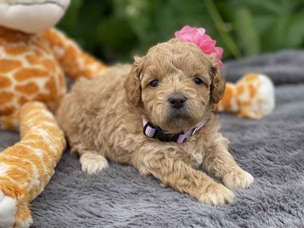 TEACUP GOLDENDOODLE PUPPIES, Precious Doodle Dogs, Teacup Doodle Dogs, Goldendoodle, Doodle Dog, Golden Doodles, Goldendoodle for sale, Goldendoodle puppies for sale, Miniature goldendoodle, goldendoodle puppies, mini goldendoodle, mini puppies, mini goldendoodle size, Mini Doodle Dogs, f1 goldendoodle, golden retriever poodle, chocolate goldendoodle, small doodles, goldendoodle temperament, goldendoodle colors, goldendoodle price, white goldendoodle, f2 goldendoodle, mini goldendoodle price, mini goldendoodle full grown, f1 mini goldendoodle, f1b goldendoodle, parti goldendoodle, goldendoodles near me, english goldendoodle, australian goldendoodle, red goldendoodle, doodle breeds, brown goldendoodle, goldendoodle cost, adult mini goldendoodle, golden noodle dog, doodle dog breeds, miniature golden doodle, miniature puppies, golden retriever poodle mix, A Star is Born, A star is born goldendoodle, a star is born dog, Bradley Cooper's Dog, Bradley Cooper Dog, Bradley Cooper's Goldendoodle, arizona goldendoodles, goldendoodle training, goldendoodle size, how big do mini goldendoodles get, goldendoodle full grown, baby goldendoodle, goldendoodle houston, golden doodles for sale, adult goldendoodle, apricot goldendoodle, goldendoodle grooming, mini golden doodles, goldendoodle shedding, f2b goldendoodle, goldendoodle hypoallergenic, goldendoodle names, english cream goldendoodle, golden retriever and poodle mix, mini goldendoodle puppies, micro goldendoodle, mini goldendoodle puppies for sale, miniature goldendoodle for sale, goldendoodle puppies for adoption, teddy bear goldendoodle, mini goldendoodle rescue, medium goldendoodle, black goldendoodle, mini goldendoodle for sale near me, goldendoodle puppies for sale near me, mini doodle, doodle puppies, mini goldendoodle for sale, goldendoodle breeders near me, miniature goldendoodle for sale near me, toy goldendoodle, petite goldendoodle, golden doodle dog, miniature goldendoodle puppies, mini goldendoodle puppies for sale near me, goldendoodles for sale near me, mini goldedoodle breeders, goldendoodle adoption, f1b mini goldendoodle, small goldendoodle, teacup goldendoodle, goldendoodle puppies near me, goldendoodle breeders, how to groom a goldendoodle, great doodle puppies, golden doodle mix, goldendoodle tampa, goldendoodle facts, white doodle dog, white goldendoodle puppy, mini goldendoodle maryland, country mini doodles, goldendoodle los angeles, toy labradoodle puppies for sale, types of goldendoodles, mini golden retriever puppies, golden goldendoodle, mini golden retriever puppies for sale, miniature australian goldendoodle, goldendoodle sacramento, goldendoodle omaha, labradoodle goldendoodle, f1 medium goldendoodle, BEST goldendoodles, pictures of mini goldendoodles, teacup goldendoodle full grown, micro mini goldendoodle full grown, toy goldendoodle price, goldendoodle chicago, retriever doodle, teacup goldendoodle puppies for sale, cute goldendoodle, mini teddy bear puppies, miniature goldendoodle full grown, f2 mini goldendoodle, goldendoodle spokane, mini goldendoodle chicago, micro mini goldendoodle, how nbig do miniature goldendoodles get, brown mini goldendoodle, mini doodle breeds, poodle doodle dog, what is a mini goldendoodle, black mini goldendoodle, mini irish doodle puppies for sale, f1b goldendoodle size, toy golden doodles, chocolate brown goldendoodle puppies for sale, petite goldendoodle full grown, goldendoodle behavior, american goldendoodle, f1b medium goldendoodle, goldendoodle puppy cost, cute goldendoodle puppies, goldendoodle indianapolis, teddy goldendoodle, mini goldendoodle weight, teddy bear golden doodles, f1b goldendoodle puppies for sale, miniature goldendoodle size, chocolate goldendoodle puppy, english cream mini goldendoodle, doodle puppies near me, red miniature goldendoodle, cream goldendoodle, goldendoodle puppy cut, mini goldendoodle hypoallergenic, dog breed goldendoodle, goldendoodle poodle mixes, goldendoodle allergies, goldendoodle info, sandy ridge goldendoodles, lakeshore goldendoodles, toy goldendoodle puppies for sale, labradoodle and goldendoodle, goldendoodle las vegas, goldendoodle phoenix, doodle breeders near me, miniature goldendoodle weight, black and white goldendoodle, sarasota goldendoodles, mini goldendoodle dallas, a goldendoodle, what is a goldendoodle, goldendoodle dallas, mini golden doodles for sale, ginger doodle puppy, how much does a mini goldendoodle cost, goldendoodle san antonio, goldendoodle photos, goldendoodle cuts, chocolate mini goldendoodle, all about goldendoodles, goldendoodle cincinnati, black doodle dog, goldendoodle weight, miniature goldendoodle breeders, goldendoodle information, miniature goldendoodle puppies for sale, doodle puppies for sale near me, black labradoodle puppies for sale, goldendoodle seattle, golden doodles near me, teacup goldendoodle for sale, golden retriever poodle puppy, goldendoodle rochester ny, goldendoodle and poodle mix, akc goldendoodle, goldendoodle kansas city, mini goldendoodle facts, goldendoodle austin, goldendoodle doodle, goldendoodle tulsa, curly goldendoodle, brown goldendoodle puppies, f1b labradoodle puppies for sale, red mini goldendoodle, goldendoodle poodle, chocolate goldendoodle for sale, tiny goldendoodle, goldendoodle puppies breeders, english goldendoodle puppies for sale, mini golden labradoodle, f1b mini teddy bear goldendoodles, red goldendoodle puppies for sale, miniature golden retriever breeders, f1 goldendoodles for sale, teacup goldendoodle puppies, toy mini goldendoodle, xs petite goldendoodle, f2 goldendoodle puppies for sale, mini goldendoodle cost, black goldendoodle for sale, english teddy bear goldendoodle, small doodle dogs, goldendoodle nashville, english goldendoodle puppies, golden retriever poodle mix for sale, red goldendoodle puppy, parti goldendoodles for sale, english cream goldendoodles for sale, doodle puppies for sale, golden retriever poodle mix puppies, goldendoodle tucson, f1b mini goldendoodle puppies for sale, mini goldendoodle breeders northeast, teddy bear goldendoodle, toy goldendoodle rescue, petite mini goldendoodle, goldendoodle stuff, mini goldendoodles near me, teddy bear goldendoodle puppies, f1 goldendoodle puppies, teddy bear goldendoodles for sale, silver goldendoodle, buy goldendoodle, mini golden doodle dog, teddy bear goldendoodles mini, micro mini goldendoodle puppies for sale, goldendoodle dogs for sale, best goldendoodle breeders, chocolate goldendoodle puppies for sale, doodle dogs for sale, toy goldendoodle puppies, mini doodle dog, toy goldendoodle breeders, doodles for sale, goldendoodle hypoallergenic dog, mini goldendoodle breeders near me, english goldendoodle breeders, f1b mini goldendoodle for sale, teacup goldendoodle price, petite goldendoodle for sale, mini english goldendoodle, mini goldendoodle info, miniature goldendoodle puppies for sale near me, black goldendoodle puppies for sale, f1 goldendoodle puppies for sale, Teacup Goldendoodles AL, Teacup Goldendoodles AK, Teacup Goldendoodles AZ, Teacup Goldendoodles AR, Teacup Goldendoodles CA, Teacup Goldendoodles CO, Teacup Goldendoodles CT, Teacup Goldendoodles DE, Teacup Goldendoodles FL, Teacup Goldendoodles GA, Teacup Goldendoodles HI, Teacup Goldendoodles ID, Teacup Goldendoodles IL, Teacup Goldendoodles IN, Teacup Goldendoodles IA, Teacup Goldendoodles KS, Teacup Goldendoodles KY, Teacup Goldendoodles LA, Teacup Goldendoodles ME, Teacup Goldendoodles MD, Teacup Goldendoodles MA, Teacup Goldendoodles MI, Teacup Goldendoodles MN, Teacup Goldendoodles MS, Teacup Goldendoodles MO, Teacup Goldendoodles MT, Teacup Goldendoodles NE, Teacup Goldendoodles NV, Teacup Goldendoodles NH, Teacup Goldendoodles NJ, Teacup Goldendoodles NM, Teacup Goldendoodles NY, Teacup Goldendoodles NC, Teacup Goldendoodles ND, Teacup Goldendoodles OH, Teacup Goldendoodles OK, Teacup Goldendoodles OR, Teacup Goldendoodles PA, Teacup Goldendoodles RI, Teacup Goldendoodles SC, Teacup Goldendoodles SD, Teacup Goldendoodles TN, Teacup Goldendoodles TX, Teacup Goldendoodles UT, Teacup Goldendoodles VT, Teacup Goldendoodles VA, Teacup Goldendoodles WA, Teacup Goldendoodles WV, Teacup Goldendoodles WI, Teacup Goldendoodles WY, Teacup Golden Doodles AL, Teacup Golden Doodles AK, Teacup Golden Doodles AZ, Teacup Golden Doodles AR, Teacup Golden Doodles CA, Teacup Golden Doodles CO, Teacup Golden Doodles CT, Teacup Golden Doodles DE, Teacup Golden Doodles FL, Teacup Golden Doodles GA, Teacup Golden Doodles HI, Teacup Golden Doodles ID, Teacup Golden Doodles IL, Teacup Golden Doodles IN, Teacup Golden Doodles IA, Teacup Golden Doodles KS, Teacup Golden Doodles KY, Teacup Golden Doodles LA, Teacup Golden Doodles ME, Teacup Golden Doodles MD, Teacup Golden Doodles MA, Teacup Golden Doodles MI, Teacup Golden Doodles MN, Teacup Golden Doodles MS, Teacup Golden Doodles MO, Teacup Golden Doodles MT, Teacup Golden Doodles NE, Teacup Golden Doodles NV, Teacup Golden Doodles NH, Teacup Golden Doodles NJ, Teacup Golden Doodles NM, Teacup Golden Doodles NY, Teacup Golden Doodles NC, Teacup Golden Doodles ND, Teacup Golden Doodles OH, Teacup Golden Doodles OK, Teacup Golden Doodles OR, Teacup Golden Doodles PA, Teacup Golden Doodles RI, Teacup Golden Doodles SC, Teacup Golden Doodles SD, Teacup Golden Doodles TN, Teacup Golden Doodles TX, Teacup Golden Doodles UT, Teacup Golden Doodles VT, Teacup Golden Doodles VA, Teacup Golden Doodles WA, Teacup Golden Doodles WV, Teacup Golden Doodles WI, Teacup Golden Doodles WY, Toy Goldendoodle Alabama, Toy Goldendoodle Alaska, Toy Goldendoodle Arizona, Toy Goldendoodle Arkansas, Toy Goldendoodle California, Toy Goldendoodle Colorado, Toy Goldendoodle Connecticut, Toy Goldendoodle Delaware, Toy Goldendoodle Florida, Toy Goldendoodle Georgia, Toy Goldendoodle Hawaii, Toy Goldendoodle Idaho, Toy Goldendoodle Illinois, Toy Goldendoodle Indiana, Toy Goldendoodle Iowa, Toy Goldendoodle Kansas, Toy Goldendoodle Kentucky, Toy Goldendoodle Louisiana, Toy Goldendoodle Maine, Toy Goldendoodle Maryland, Toy Goldendoodle Massachusetts, Toy Goldendoodle Michigan, Toy Goldendoodle Minnesota, Toy Goldendoodle Mississippi, Toy Goldendoodle Missouri, Toy Goldendoodle Montana, Toy Goldendoodle Nebraska, Toy Goldendoodle Nevada, Toy Goldendoodle New Hampshire, Toy Goldendoodle New Jersey, Toy Goldendoodle New Mexico, Toy Goldendoodle New York, Toy Goldendoodle North Carolina, Toy Goldendoodle North Dakota, Toy Goldendoodle Ohio, Toy Goldendoodle Oklahoma, Toy Goldendoodle Oregon, Toy Goldendoodle Pennsylvania, Toy Goldendoodle Rhode Island, Toy Goldendoodle South Carolina, Toy Goldendoodle South Dakota, Toy Goldendoodle Tennessee, Toy Goldendoodle Texas, Toy Goldendoodle Utah, Toy Goldendoodle Vermont, Toy Goldendoodle Virginia, Toy Goldendoodle Washington, Toy Goldendoodle West Virginia, Toy Goldendoodle Wisconsin, Toy Goldendoodle Wyoming, Teacup Goldendoodle breeders AL, Teacup Goldendoodle breeders AK, Teacup Goldendoodle breeders AZ, Teacup Goldendoodle breeders AR, Teacup Goldendoodle breeders CA, Teacup Goldendoodle breeders CO, Teacup Goldendoodle breeders CT, Teacup Goldendoodle breeders DE, Teacup Goldendoodle breeders FL, Teacup Goldendoodle breeders GA, Teacup Goldendoodle breeders HI, Teacup Goldendoodle breeders ID, Teacup Goldendoodle breeders IL, Teacup Goldendoodle breeders IN, Teacup Goldendoodle breeders IA, Teacup Goldendoodle breeders KS, Teacup Goldendoodle breeders KY, Teacup Goldendoodle breeders LA, Teacup Goldendoodle breeders ME, Teacup Goldendoodle breeders MD, Teacup Goldendoodle breeders MA, Teacup Goldendoodle breeders MI, Teacup Goldendoodle breeders MN, Teacup Goldendoodle breeders MS, Teacup Goldendoodle breeders MO, Teacup Goldendoodle breeders MT, Teacup Goldendoodle breeders NE, Teacup Goldendoodle breeders NV, Teacup Goldendoodle breeders NH, Teacup Goldendoodle breeders NJ, Teacup Goldendoodle breeders NM, Teacup Goldendoodle breeders NY, Teacup Goldendoodle breeders NC, Teacup Goldendoodle breeders ND, Teacup Goldendoodle breeders OH, Teacup Goldendoodle breeders OK, Teacup Goldendoodle breeders OR, Teacup Goldendoodle breeders PA, Teacup Goldendoodle breeders RI, Teacup Goldendoodle breeders SC, Teacup Goldendoodle breeders SD, Teacup Goldendoodle breeders TN, Teacup Goldendoodle breeders TX, Teacup Goldendoodle breeders UT, Teacup Goldendoodle breeders VT, Teacup Goldendoodle breeders VA, Teacup Goldendoodle breeders WA, Teacup Goldendoodle breeders WV, Teacup Goldendoodle breeders WI, Teacup Goldendoodle breeders WY, Teacup Golden doodle puppies for sale in AL, Teacup Golden doodle puppies for sale in AK, Teacup Golden doodle puppies for sale in AZ, Teacup Golden doodle puppies for sale in AR, Teacup Golden doodle puppies for sale in CA, Teacup Golden doodle puppies for sale in CO, Teacup Golden doodle puppies for sale in CT, Teacup Golden doodle puppies for sale in DE, Teacup Golden doodle puppies for sale in FL, Teacup Golden doodle puppies for sale in GA, Teacup Golden doodle puppies for sale in HI, Teacup Golden doodle puppies for sale in ID, Teacup Golden doodle puppies for sale in IL, Teacup Golden doodle puppies for sale in IN, Teacup Golden doodle puppies for sale in IA, Teacup Golden doodle puppies for sale in KS, Teacup Golden doodle puppies for sale in KY, Teacup Golden doodle puppies for sale in LA, Teacup Golden doodle puppies for sale in ME, Teacup Golden doodle puppies for sale in MD, Teacup Golden doodle puppies for sale in MA, Teacup Golden doodle puppies for sale in MI, Teacup Golden doodle puppies for sale in MN, Teacup Golden doodle puppies for sale in MS, Teacup Golden doodle puppies for sale in MO, Teacup Golden doodle puppies for sale in MT, Teacup Golden doodle puppies for sale in NE, Teacup Golden doodle puppies for sale in NV, Teacup Golden doodle puppies for sale in NH, Teacup Golden doodle puppies for sale in NJ, Teacup Golden doodle puppies for sale in NM, Teacup Golden doodle puppies for sale in NY, Teacup Golden doodle puppies for sale in NC, Teacup Golden doodle puppies for sale in ND, Teacup Golden doodle puppies for sale in OH, Teacup Golden doodle puppies for sale in OK, Teacup Golden doodle puppies for sale in OR, Teacup Golden doodle puppies for sale in PA, Teacup Golden doodle puppies for sale in RI, Teacup Golden doodle puppies for sale in SC, Teacup Golden doodle puppies for sale in SD, Teacup Golden doodle puppies for sale in TN, Teacup Golden doodle puppies for sale in TX, Teacup Golden doodle puppies for sale in UT, Teacup Golden doodle puppies for sale in VT, Teacup Golden doodle puppies for sale in VA, Teacup Golden doodle puppies for sale in WA, Teacup Golden doodle puppies for sale in WV, Teacup Golden doodle puppies for sale in WI, Teacup Golden doodle puppies for sale in WY, Teacup Goldendoodles for sale in AL, Teacup Goldendoodles for sale in AK, Teacup Goldendoodles for sale in AZ, Teacup Goldendoodles for sale in AR, Teacup Goldendoodles for sale in CA, Teacup Goldendoodles for sale in CO, Teacup Goldendoodles for sale in CT, Teacup Goldendoodles for sale in DE, Teacup Goldendoodles for sale in FL, Teacup Goldendoodles for sale in GA, Teacup Goldendoodles for sale in HI, Teacup Goldendoodles for sale in ID, Teacup Goldendoodles for sale in IL, Teacup Goldendoodles for sale in IN, Teacup Goldendoodles for sale in IA, Teacup Goldendoodles for sale in KS, Teacup Goldendoodles for sale in KY, Teacup Goldendoodles for sale in LA, Teacup Goldendoodles for sale in ME, Teacup Goldendoodles for sale in MD, Teacup Goldendoodles for sale in MA, Teacup Goldendoodles for sale in MI, Teacup Goldendoodles for sale in MN, Teacup Goldendoodles for sale in MS, Teacup Goldendoodles for sale in MO, Teacup Goldendoodles for sale in MT, Teacup Goldendoodles for sale in NE, Teacup Goldendoodles for sale in NV, Teacup Goldendoodles for sale in NH, Teacup Goldendoodles for sale in NJ, Teacup Goldendoodles for sale in NM, Teacup Goldendoodles for sale in NY, Teacup Goldendoodles for sale in NC, Teacup Goldendoodles for sale in ND, Teacup Goldendoodles for sale in OH, Teacup Goldendoodles for sale in OK, Teacup Goldendoodles for sale in OR, Teacup Goldendoodles for sale in PA, Teacup Goldendoodles for sale in RI, Teacup Goldendoodles for sale in SC, Teacup Goldendoodles for sale in SD, Teacup Goldendoodles for sale in TN, Teacup Goldendoodles for sale in TX, Teacup Goldendoodles for sale in UT, Teacup Goldendoodles for sale in VT, Teacup Goldendoodles for sale in VA, Teacup Goldendoodles for sale in WA, Teacup Goldendoodles for sale in WV, Teacup Goldendoodles for sale in WI, Teacup Goldendoodles for sale in WY, Teacup Goldendoodle Alabama, Teacup Goldendoodle Alaska, Teacup Goldendoodle Arizona, Teacup Goldendoodle Arkansas, Teacup Goldendoodle California, Teacup Goldendoodle Colorado, Teacup Goldendoodle Connecticut, Teacup Goldendoodle Delaware, Teacup Goldendoodle Florida, Teacup Goldendoodle Georgia, Teacup Goldendoodle Hawaii, Teacup Goldendoodle Idaho, Teacup Goldendoodle Illinois, Teacup Goldendoodle Indiana, Teacup Goldendoodle Iowa, Teacup Goldendoodle Kansas, Teacup Goldendoodle Kentucky, Teacup Goldendoodle Louisiana, Teacup Goldendoodle Maine, Teacup Goldendoodle Maryland, Teacup Goldendoodle Massachusetts, Teacup Goldendoodle Michigan, Teacup Goldendoodle Minnesota, Teacup Goldendoodle Mississippi, Teacup Goldendoodle Missouri, Teacup Goldendoodle Montana, Teacup Goldendoodle Nebraska, Teacup Goldendoodle Nevada, Teacup Goldendoodle New Hampshire, Teacup Goldendoodle New Jersey, Teacup Goldendoodle New Mexico, Teacup Goldendoodle New York, Teacup Goldendoodle North Carolina, Teacup Goldendoodle North Dakota, Teacup Goldendoodle Ohio, Teacup Goldendoodle Oklahoma, Teacup Goldendoodle Oregon, Teacup Goldendoodle Pennsylvania, Teacup Goldendoodle Rhode Island, Teacup Goldendoodle South Carolina, Teacup Goldendoodle South Dakota, Teacup Goldendoodle Tennessee, Teacup Goldendoodle Texas, Teacup Goldendoodle Utah, Teacup Goldendoodle Vermont, Teacup Goldendoodle Virginia, Teacup Goldendoodle Washington, Teacup Goldendoodle West Virginia, Teacup Goldendoodle Wisconsin, Teacup Goldendoodle Wyoming, Goldendoodle Breeders AL, Goldendoodle Breeders AK, Goldendoodle Breeders AZ, Goldendoodle Breeders AR, Goldendoodle Breeders CA, Goldendoodle Breeders CO, Goldendoodle Breeders CT, Goldendoodle Breeders DE, Goldendoodle Breeders FL, Goldendoodle Breeders GA, Goldendoodle Breeders HI, Goldendoodle Breeders ID, Goldendoodle Breeders IL, Goldendoodle Breeders IN, Goldendoodle Breeders IA, Goldendoodle Breeders KS, Goldendoodle Breeders KY, Goldendoodle Breeders LA, Goldendoodle Breeders ME, Goldendoodle Breeders MD, Goldendoodle Breeders MA, Goldendoodle Breeders MI, Goldendoodle Breeders MN, Goldendoodle Breeders MS, Goldendoodle Breeders MO, Goldendoodle Breeders MT, Goldendoodle Breeders NE, Goldendoodle Breeders NV, Goldendoodle Breeders NH, Goldendoodle Breeders NJ, Goldendoodle Breeders NM, Goldendoodle Breeders NY, Goldendoodle Breeders NC, Goldendoodle Breeders ND, Goldendoodle Breeders OH, Goldendoodle Breeders OK, Goldendoodle Breeders OR, Goldendoodle Breeders PA, Goldendoodle Breeders RI, Goldendoodle Breeders SC, Goldendoodle Breeders SD, Goldendoodle Breeders TN, Goldendoodle Breeders TX, Goldendoodle Breeders UT, Goldendoodle Breeders VT, Goldendoodle Breeders VA, Goldendoodle Breeders WA, Goldendoodle Breeders WV, Goldendoodle Breeders WI, Goldendoodle Breeders WY, Teacup Golden doodles for sale in AL, Teacup Golden doodles for sale in AK, Teacup Golden doodles for sale in AZ, Teacup Golden doodles for sale in AR, Teacup Golden doodles for sale in CA, Teacup Golden doodles for sale in CO, Teacup Golden doodles for sale in CT, Teacup Golden doodles for sale in DE, Teacup Golden doodles for sale in FL, Teacup Golden doodles for sale in GA, Teacup Golden doodles for sale in HI, Teacup Golden doodles for sale in ID, Teacup Golden doodles for sale in IL, Teacup Golden doodles for sale in IN, Teacup Golden doodles for sale in IA, Teacup Golden doodles for sale in KS, Teacup Golden doodles for sale in KY, Teacup Golden doodles for sale in LA, Teacup Golden doodles for sale in ME, Teacup Golden doodles for sale in MD, Teacup Golden doodles for sale in MA, Teacup Golden doodles for sale in MI, Teacup Golden doodles for sale in MN, Teacup Golden doodles for sale in MS, Teacup Golden doodles for sale in MO, Teacup Golden doodles for sale in MT, Teacup Golden doodles for sale in NE, Teacup Golden doodles for sale in NV, Teacup Golden doodles for sale in NH, Teacup Golden doodles for sale in NJ, Teacup Golden doodles for sale in NM, Teacup Golden doodles for sale in NY, Teacup Golden doodles for sale in NC, Teacup Golden doodles for sale in ND, Teacup Golden doodles for sale in OH, Teacup Golden doodles for sale in OK, Teacup Golden doodles for sale in OR, Teacup Golden doodles for sale in PA, Teacup Golden doodles for sale in RI, Teacup Golden doodles for sale in SC, Teacup Golden doodles for sale in SD, Teacup Golden doodles for sale in TN, Teacup Golden doodles for sale in TX, Teacup Golden doodles for sale in UT, Teacup Golden doodles for sale in VT, Teacup Golden doodles for sale in VA, Teacup Golden doodles for sale in WA, Teacup Golden doodles for sale in WV, Teacup Golden doodles for sale in WI, Teacup Golden doodles for sale in WY,