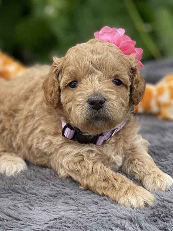 TEACUP GOLDENDOODLE PUPPIES, Precious Doodle Dogs, Teacup Doodle Dogs, Goldendoodle, Doodle Dog, Golden Doodles, Goldendoodle for sale, Goldendoodle puppies for sale, Miniature goldendoodle, goldendoodle puppies, mini goldendoodle, mini puppies, mini goldendoodle size, Mini Doodle Dogs, f1 goldendoodle, golden retriever poodle, chocolate goldendoodle, small doodles, goldendoodle temperament, goldendoodle colors, goldendoodle price, white goldendoodle, f2 goldendoodle, mini goldendoodle price, mini goldendoodle full grown, f1 mini goldendoodle, f1b goldendoodle, parti goldendoodle, goldendoodles near me, english goldendoodle, australian goldendoodle, red goldendoodle, doodle breeds, brown goldendoodle, goldendoodle cost, adult mini goldendoodle, golden noodle dog, doodle dog breeds, miniature golden doodle, miniature puppies, golden retriever poodle mix, A Star is Born, A star is born goldendoodle, a star is born dog, Bradley Cooper's Dog, Bradley Cooper Dog, Bradley Cooper's Goldendoodle, arizona goldendoodles, goldendoodle training, goldendoodle size, how big do mini goldendoodles get, goldendoodle full grown, baby goldendoodle, goldendoodle houston, golden doodles for sale, adult goldendoodle, apricot goldendoodle, goldendoodle grooming, mini golden doodles, goldendoodle shedding, f2b goldendoodle, goldendoodle hypoallergenic, goldendoodle names, english cream goldendoodle, golden retriever and poodle mix, mini goldendoodle puppies, micro goldendoodle, mini goldendoodle puppies for sale, miniature goldendoodle for sale, goldendoodle puppies for adoption, teddy bear goldendoodle, mini goldendoodle rescue, medium goldendoodle, black goldendoodle, mini goldendoodle for sale near me, goldendoodle puppies for sale near me, mini doodle, doodle puppies, mini goldendoodle for sale, goldendoodle breeders near me, miniature goldendoodle for sale near me, toy goldendoodle, petite goldendoodle, golden doodle dog, miniature goldendoodle puppies, mini goldendoodle puppies for sale near me, goldendoodles for sale near me, mini goldedoodle breeders, goldendoodle adoption, f1b mini goldendoodle, small goldendoodle, teacup goldendoodle, goldendoodle puppies near me, goldendoodle breeders, how to groom a goldendoodle, great doodle puppies, golden doodle mix, goldendoodle tampa, goldendoodle facts, white doodle dog, white goldendoodle puppy, mini goldendoodle maryland, country mini doodles, goldendoodle los angeles, toy labradoodle puppies for sale, types of goldendoodles, mini golden retriever puppies, golden goldendoodle, mini golden retriever puppies for sale, miniature australian goldendoodle, goldendoodle sacramento, goldendoodle omaha, labradoodle goldendoodle, f1 medium goldendoodle, BEST goldendoodles, pictures of mini goldendoodles, teacup goldendoodle full grown, micro mini goldendoodle full grown, toy goldendoodle price, goldendoodle chicago, retriever doodle, teacup goldendoodle puppies for sale, cute goldendoodle, mini teddy bear puppies, miniature goldendoodle full grown, f2 mini goldendoodle, goldendoodle spokane, mini goldendoodle chicago, micro mini goldendoodle, how nbig do miniature goldendoodles get, brown mini goldendoodle, mini doodle breeds, poodle doodle dog, what is a mini goldendoodle, black mini goldendoodle, mini irish doodle puppies for sale, f1b goldendoodle size, toy golden doodles, chocolate brown goldendoodle puppies for sale, petite goldendoodle full grown, goldendoodle behavior, american goldendoodle, f1b medium goldendoodle, goldendoodle puppy cost, cute goldendoodle puppies, goldendoodle indianapolis, teddy goldendoodle, mini goldendoodle weight, teddy bear golden doodles, f1b goldendoodle puppies for sale, miniature goldendoodle size, chocolate goldendoodle puppy, english cream mini goldendoodle, doodle puppies near me, red miniature goldendoodle, cream goldendoodle, goldendoodle puppy cut, mini goldendoodle hypoallergenic, dog breed goldendoodle, goldendoodle poodle mixes, goldendoodle allergies, goldendoodle info, sandy ridge goldendoodles, lakeshore goldendoodles, toy goldendoodle puppies for sale, labradoodle and goldendoodle, goldendoodle las vegas, goldendoodle phoenix, doodle breeders near me, miniature goldendoodle weight, black and white goldendoodle, sarasota goldendoodles, mini goldendoodle dallas, a goldendoodle, what is a goldendoodle, goldendoodle dallas, mini golden doodles for sale, ginger doodle puppy, how much does a mini goldendoodle cost, goldendoodle san antonio, goldendoodle photos, goldendoodle cuts, chocolate mini goldendoodle, all about goldendoodles, goldendoodle cincinnati, black doodle dog, goldendoodle weight, miniature goldendoodle breeders, goldendoodle information, miniature goldendoodle puppies for sale, doodle puppies for sale near me, black labradoodle puppies for sale, goldendoodle seattle, golden doodles near me, teacup goldendoodle for sale, golden retriever poodle puppy, goldendoodle rochester ny, goldendoodle and poodle mix, akc goldendoodle, goldendoodle kansas city, mini goldendoodle facts, goldendoodle austin, goldendoodle doodle, goldendoodle tulsa, curly goldendoodle, brown goldendoodle puppies, f1b labradoodle puppies for sale, red mini goldendoodle, goldendoodle poodle, chocolate goldendoodle for sale, tiny goldendoodle, goldendoodle puppies breeders, english goldendoodle puppies for sale, mini golden labradoodle, f1b mini teddy bear goldendoodles, red goldendoodle puppies for sale, miniature golden retriever breeders, f1 goldendoodles for sale, teacup goldendoodle puppies, toy mini goldendoodle, xs petite goldendoodle, f2 goldendoodle puppies for sale, mini goldendoodle cost, black goldendoodle for sale, english teddy bear goldendoodle, small doodle dogs, goldendoodle nashville, english goldendoodle puppies, golden retriever poodle mix for sale, red goldendoodle puppy, parti goldendoodles for sale, english cream goldendoodles for sale, doodle puppies for sale, golden retriever poodle mix puppies, goldendoodle tucson, f1b mini goldendoodle puppies for sale, mini goldendoodle breeders northeast, teddy bear goldendoodle, toy goldendoodle rescue, petite mini goldendoodle, goldendoodle stuff, mini goldendoodles near me, teddy bear goldendoodle puppies, f1 goldendoodle puppies, teddy bear goldendoodles for sale, silver goldendoodle, buy goldendoodle, mini golden doodle dog, teddy bear goldendoodles mini, micro mini goldendoodle puppies for sale, goldendoodle dogs for sale, best goldendoodle breeders, chocolate goldendoodle puppies for sale, doodle dogs for sale, toy goldendoodle puppies, mini doodle dog, toy goldendoodle breeders, doodles for sale, goldendoodle hypoallergenic dog, mini goldendoodle breeders near me, english goldendoodle breeders, f1b mini goldendoodle for sale, teacup goldendoodle price, petite goldendoodle for sale, mini english goldendoodle, mini goldendoodle info, miniature goldendoodle puppies for sale near me, black goldendoodle puppies for sale, f1 goldendoodle puppies for sale, Teacup Goldendoodles AL, Teacup Goldendoodles AK, Teacup Goldendoodles AZ, Teacup Goldendoodles AR, Teacup Goldendoodles CA, Teacup Goldendoodles CO, Teacup Goldendoodles CT, Teacup Goldendoodles DE, Teacup Goldendoodles FL, Teacup Goldendoodles GA, Teacup Goldendoodles HI, Teacup Goldendoodles ID, Teacup Goldendoodles IL, Teacup Goldendoodles IN, Teacup Goldendoodles IA, Teacup Goldendoodles KS, Teacup Goldendoodles KY, Teacup Goldendoodles LA, Teacup Goldendoodles ME, Teacup Goldendoodles MD, Teacup Goldendoodles MA, Teacup Goldendoodles MI, Teacup Goldendoodles MN, Teacup Goldendoodles MS, Teacup Goldendoodles MO, Teacup Goldendoodles MT, Teacup Goldendoodles NE, Teacup Goldendoodles NV, Teacup Goldendoodles NH, Teacup Goldendoodles NJ, Teacup Goldendoodles NM, Teacup Goldendoodles NY, Teacup Goldendoodles NC, Teacup Goldendoodles ND, Teacup Goldendoodles OH, Teacup Goldendoodles OK, Teacup Goldendoodles OR, Teacup Goldendoodles PA, Teacup Goldendoodles RI, Teacup Goldendoodles SC, Teacup Goldendoodles SD, Teacup Goldendoodles TN, Teacup Goldendoodles TX, Teacup Goldendoodles UT, Teacup Goldendoodles VT, Teacup Goldendoodles VA, Teacup Goldendoodles WA, Teacup Goldendoodles WV, Teacup Goldendoodles WI, Teacup Goldendoodles WY, Teacup Golden Doodles AL, Teacup Golden Doodles AK, Teacup Golden Doodles AZ, Teacup Golden Doodles AR, Teacup Golden Doodles CA, Teacup Golden Doodles CO, Teacup Golden Doodles CT, Teacup Golden Doodles DE, Teacup Golden Doodles FL, Teacup Golden Doodles GA, Teacup Golden Doodles HI, Teacup Golden Doodles ID, Teacup Golden Doodles IL, Teacup Golden Doodles IN, Teacup Golden Doodles IA, Teacup Golden Doodles KS, Teacup Golden Doodles KY, Teacup Golden Doodles LA, Teacup Golden Doodles ME, Teacup Golden Doodles MD, Teacup Golden Doodles MA, Teacup Golden Doodles MI, Teacup Golden Doodles MN, Teacup Golden Doodles MS, Teacup Golden Doodles MO, Teacup Golden Doodles MT, Teacup Golden Doodles NE, Teacup Golden Doodles NV, Teacup Golden Doodles NH, Teacup Golden Doodles NJ, Teacup Golden Doodles NM, Teacup Golden Doodles NY, Teacup Golden Doodles NC, Teacup Golden Doodles ND, Teacup Golden Doodles OH, Teacup Golden Doodles OK, Teacup Golden Doodles OR, Teacup Golden Doodles PA, Teacup Golden Doodles RI, Teacup Golden Doodles SC, Teacup Golden Doodles SD, Teacup Golden Doodles TN, Teacup Golden Doodles TX, Teacup Golden Doodles UT, Teacup Golden Doodles VT, Teacup Golden Doodles VA, Teacup Golden Doodles WA, Teacup Golden Doodles WV, Teacup Golden Doodles WI, Teacup Golden Doodles WY, Toy Goldendoodle Alabama, Toy Goldendoodle Alaska, Toy Goldendoodle Arizona, Toy Goldendoodle Arkansas, Toy Goldendoodle California, Toy Goldendoodle Colorado, Toy Goldendoodle Connecticut, Toy Goldendoodle Delaware, Toy Goldendoodle Florida, Toy Goldendoodle Georgia, Toy Goldendoodle Hawaii, Toy Goldendoodle Idaho, Toy Goldendoodle Illinois, Toy Goldendoodle Indiana, Toy Goldendoodle Iowa, Toy Goldendoodle Kansas, Toy Goldendoodle Kentucky, Toy Goldendoodle Louisiana, Toy Goldendoodle Maine, Toy Goldendoodle Maryland, Toy Goldendoodle Massachusetts, Toy Goldendoodle Michigan, Toy Goldendoodle Minnesota, Toy Goldendoodle Mississippi, Toy Goldendoodle Missouri, Toy Goldendoodle Montana, Toy Goldendoodle Nebraska, Toy Goldendoodle Nevada, Toy Goldendoodle New Hampshire, Toy Goldendoodle New Jersey, Toy Goldendoodle New Mexico, Toy Goldendoodle New York, Toy Goldendoodle North Carolina, Toy Goldendoodle North Dakota, Toy Goldendoodle Ohio, Toy Goldendoodle Oklahoma, Toy Goldendoodle Oregon, Toy Goldendoodle Pennsylvania, Toy Goldendoodle Rhode Island, Toy Goldendoodle South Carolina, Toy Goldendoodle South Dakota, Toy Goldendoodle Tennessee, Toy Goldendoodle Texas, Toy Goldendoodle Utah, Toy Goldendoodle Vermont, Toy Goldendoodle Virginia, Toy Goldendoodle Washington, Toy Goldendoodle West Virginia, Toy Goldendoodle Wisconsin, Toy Goldendoodle Wyoming, Teacup Goldendoodle breeders AL, Teacup Goldendoodle breeders AK, Teacup Goldendoodle breeders AZ, Teacup Goldendoodle breeders AR, Teacup Goldendoodle breeders CA, Teacup Goldendoodle breeders CO, Teacup Goldendoodle breeders CT, Teacup Goldendoodle breeders DE, Teacup Goldendoodle breeders FL, Teacup Goldendoodle breeders GA, Teacup Goldendoodle breeders HI, Teacup Goldendoodle breeders ID, Teacup Goldendoodle breeders IL, Teacup Goldendoodle breeders IN, Teacup Goldendoodle breeders IA, Teacup Goldendoodle breeders KS, Teacup Goldendoodle breeders KY, Teacup Goldendoodle breeders LA, Teacup Goldendoodle breeders ME, Teacup Goldendoodle breeders MD, Teacup Goldendoodle breeders MA, Teacup Goldendoodle breeders MI, Teacup Goldendoodle breeders MN, Teacup Goldendoodle breeders MS, Teacup Goldendoodle breeders MO, Teacup Goldendoodle breeders MT, Teacup Goldendoodle breeders NE, Teacup Goldendoodle breeders NV, Teacup Goldendoodle breeders NH, Teacup Goldendoodle breeders NJ, Teacup Goldendoodle breeders NM, Teacup Goldendoodle breeders NY, Teacup Goldendoodle breeders NC, Teacup Goldendoodle breeders ND, Teacup Goldendoodle breeders OH, Teacup Goldendoodle breeders OK, Teacup Goldendoodle breeders OR, Teacup Goldendoodle breeders PA, Teacup Goldendoodle breeders RI, Teacup Goldendoodle breeders SC, Teacup Goldendoodle breeders SD, Teacup Goldendoodle breeders TN, Teacup Goldendoodle breeders TX, Teacup Goldendoodle breeders UT, Teacup Goldendoodle breeders VT, Teacup Goldendoodle breeders VA, Teacup Goldendoodle breeders WA, Teacup Goldendoodle breeders WV, Teacup Goldendoodle breeders WI, Teacup Goldendoodle breeders WY, Teacup Golden doodle puppies for sale in AL, Teacup Golden doodle puppies for sale in AK, Teacup Golden doodle puppies for sale in AZ, Teacup Golden doodle puppies for sale in AR, Teacup Golden doodle puppies for sale in CA, Teacup Golden doodle puppies for sale in CO, Teacup Golden doodle puppies for sale in CT, Teacup Golden doodle puppies for sale in DE, Teacup Golden doodle puppies for sale in FL, Teacup Golden doodle puppies for sale in GA, Teacup Golden doodle puppies for sale in HI, Teacup Golden doodle puppies for sale in ID, Teacup Golden doodle puppies for sale in IL, Teacup Golden doodle puppies for sale in IN, Teacup Golden doodle puppies for sale in IA, Teacup Golden doodle puppies for sale in KS, Teacup Golden doodle puppies for sale in KY, Teacup Golden doodle puppies for sale in LA, Teacup Golden doodle puppies for sale in ME, Teacup Golden doodle puppies for sale in MD, Teacup Golden doodle puppies for sale in MA, Teacup Golden doodle puppies for sale in MI, Teacup Golden doodle puppies for sale in MN, Teacup Golden doodle puppies for sale in MS, Teacup Golden doodle puppies for sale in MO, Teacup Golden doodle puppies for sale in MT, Teacup Golden doodle puppies for sale in NE, Teacup Golden doodle puppies for sale in NV, Teacup Golden doodle puppies for sale in NH, Teacup Golden doodle puppies for sale in NJ, Teacup Golden doodle puppies for sale in NM, Teacup Golden doodle puppies for sale in NY, Teacup Golden doodle puppies for sale in NC, Teacup Golden doodle puppies for sale in ND, Teacup Golden doodle puppies for sale in OH, Teacup Golden doodle puppies for sale in OK, Teacup Golden doodle puppies for sale in OR, Teacup Golden doodle puppies for sale in PA, Teacup Golden doodle puppies for sale in RI, Teacup Golden doodle puppies for sale in SC, Teacup Golden doodle puppies for sale in SD, Teacup Golden doodle puppies for sale in TN, Teacup Golden doodle puppies for sale in TX, Teacup Golden doodle puppies for sale in UT, Teacup Golden doodle puppies for sale in VT, Teacup Golden doodle puppies for sale in VA, Teacup Golden doodle puppies for sale in WA, Teacup Golden doodle puppies for sale in WV, Teacup Golden doodle puppies for sale in WI, Teacup Golden doodle puppies for sale in WY, Teacup Goldendoodles for sale in AL, Teacup Goldendoodles for sale in AK, Teacup Goldendoodles for sale in AZ, Teacup Goldendoodles for sale in AR, Teacup Goldendoodles for sale in CA, Teacup Goldendoodles for sale in CO, Teacup Goldendoodles for sale in CT, Teacup Goldendoodles for sale in DE, Teacup Goldendoodles for sale in FL, Teacup Goldendoodles for sale in GA, Teacup Goldendoodles for sale in HI, Teacup Goldendoodles for sale in ID, Teacup Goldendoodles for sale in IL, Teacup Goldendoodles for sale in IN, Teacup Goldendoodles for sale in IA, Teacup Goldendoodles for sale in KS, Teacup Goldendoodles for sale in KY, Teacup Goldendoodles for sale in LA, Teacup Goldendoodles for sale in ME, Teacup Goldendoodles for sale in MD, Teacup Goldendoodles for sale in MA, Teacup Goldendoodles for sale in MI, Teacup Goldendoodles for sale in MN, Teacup Goldendoodles for sale in MS, Teacup Goldendoodles for sale in MO, Teacup Goldendoodles for sale in MT, Teacup Goldendoodles for sale in NE, Teacup Goldendoodles for sale in NV, Teacup Goldendoodles for sale in NH, Teacup Goldendoodles for sale in NJ, Teacup Goldendoodles for sale in NM, Teacup Goldendoodles for sale in NY, Teacup Goldendoodles for sale in NC, Teacup Goldendoodles for sale in ND, Teacup Goldendoodles for sale in OH, Teacup Goldendoodles for sale in OK, Teacup Goldendoodles for sale in OR, Teacup Goldendoodles for sale in PA, Teacup Goldendoodles for sale in RI, Teacup Goldendoodles for sale in SC, Teacup Goldendoodles for sale in SD, Teacup Goldendoodles for sale in TN, Teacup Goldendoodles for sale in TX, Teacup Goldendoodles for sale in UT, Teacup Goldendoodles for sale in VT, Teacup Goldendoodles for sale in VA, Teacup Goldendoodles for sale in WA, Teacup Goldendoodles for sale in WV, Teacup Goldendoodles for sale in WI, Teacup Goldendoodles for sale in WY, Teacup Goldendoodle Alabama, Teacup Goldendoodle Alaska, Teacup Goldendoodle Arizona, Teacup Goldendoodle Arkansas, Teacup Goldendoodle California, Teacup Goldendoodle Colorado, Teacup Goldendoodle Connecticut, Teacup Goldendoodle Delaware, Teacup Goldendoodle Florida, Teacup Goldendoodle Georgia, Teacup Goldendoodle Hawaii, Teacup Goldendoodle Idaho, Teacup Goldendoodle Illinois, Teacup Goldendoodle Indiana, Teacup Goldendoodle Iowa, Teacup Goldendoodle Kansas, Teacup Goldendoodle Kentucky, Teacup Goldendoodle Louisiana, Teacup Goldendoodle Maine, Teacup Goldendoodle Maryland, Teacup Goldendoodle Massachusetts, Teacup Goldendoodle Michigan, Teacup Goldendoodle Minnesota, Teacup Goldendoodle Mississippi, Teacup Goldendoodle Missouri, Teacup Goldendoodle Montana, Teacup Goldendoodle Nebraska, Teacup Goldendoodle Nevada, Teacup Goldendoodle New Hampshire, Teacup Goldendoodle New Jersey, Teacup Goldendoodle New Mexico, Teacup Goldendoodle New York, Teacup Goldendoodle North Carolina, Teacup Goldendoodle North Dakota, Teacup Goldendoodle Ohio, Teacup Goldendoodle Oklahoma, Teacup Goldendoodle Oregon, Teacup Goldendoodle Pennsylvania, Teacup Goldendoodle Rhode Island, Teacup Goldendoodle South Carolina, Teacup Goldendoodle South Dakota, Teacup Goldendoodle Tennessee, Teacup Goldendoodle Texas, Teacup Goldendoodle Utah, Teacup Goldendoodle Vermont, Teacup Goldendoodle Virginia, Teacup Goldendoodle Washington, Teacup Goldendoodle West Virginia, Teacup Goldendoodle Wisconsin, Teacup Goldendoodle Wyoming, Goldendoodle Breeders AL, Goldendoodle Breeders AK, Goldendoodle Breeders AZ, Goldendoodle Breeders AR, Goldendoodle Breeders CA, Goldendoodle Breeders CO, Goldendoodle Breeders CT, Goldendoodle Breeders DE, Goldendoodle Breeders FL, Goldendoodle Breeders GA, Goldendoodle Breeders HI, Goldendoodle Breeders ID, Goldendoodle Breeders IL, Goldendoodle Breeders IN, Goldendoodle Breeders IA, Goldendoodle Breeders KS, Goldendoodle Breeders KY, Goldendoodle Breeders LA, Goldendoodle Breeders ME, Goldendoodle Breeders MD, Goldendoodle Breeders MA, Goldendoodle Breeders MI, Goldendoodle Breeders MN, Goldendoodle Breeders MS, Goldendoodle Breeders MO, Goldendoodle Breeders MT, Goldendoodle Breeders NE, Goldendoodle Breeders NV, Goldendoodle Breeders NH, Goldendoodle Breeders NJ, Goldendoodle Breeders NM, Goldendoodle Breeders NY, Goldendoodle Breeders NC, Goldendoodle Breeders ND, Goldendoodle Breeders OH, Goldendoodle Breeders OK, Goldendoodle Breeders OR, Goldendoodle Breeders PA, Goldendoodle Breeders RI, Goldendoodle Breeders SC, Goldendoodle Breeders SD, Goldendoodle Breeders TN, Goldendoodle Breeders TX, Goldendoodle Breeders UT, Goldendoodle Breeders VT, Goldendoodle Breeders VA, Goldendoodle Breeders WA, Goldendoodle Breeders WV, Goldendoodle Breeders WI, Goldendoodle Breeders WY, Teacup Golden doodles for sale in AL, Teacup Golden doodles for sale in AK, Teacup Golden doodles for sale in AZ, Teacup Golden doodles for sale in AR, Teacup Golden doodles for sale in CA, Teacup Golden doodles for sale in CO, Teacup Golden doodles for sale in CT, Teacup Golden doodles for sale in DE, Teacup Golden doodles for sale in FL, Teacup Golden doodles for sale in GA, Teacup Golden doodles for sale in HI, Teacup Golden doodles for sale in ID, Teacup Golden doodles for sale in IL, Teacup Golden doodles for sale in IN, Teacup Golden doodles for sale in IA, Teacup Golden doodles for sale in KS, Teacup Golden doodles for sale in KY, Teacup Golden doodles for sale in LA, Teacup Golden doodles for sale in ME, Teacup Golden doodles for sale in MD, Teacup Golden doodles for sale in MA, Teacup Golden doodles for sale in MI, Teacup Golden doodles for sale in MN, Teacup Golden doodles for sale in MS, Teacup Golden doodles for sale in MO, Teacup Golden doodles for sale in MT, Teacup Golden doodles for sale in NE, Teacup Golden doodles for sale in NV, Teacup Golden doodles for sale in NH, Teacup Golden doodles for sale in NJ, Teacup Golden doodles for sale in NM, Teacup Golden doodles for sale in NY, Teacup Golden doodles for sale in NC, Teacup Golden doodles for sale in ND, Teacup Golden doodles for sale in OH, Teacup Golden doodles for sale in OK, Teacup Golden doodles for sale in OR, Teacup Golden doodles for sale in PA, Teacup Golden doodles for sale in RI, Teacup Golden doodles for sale in SC, Teacup Golden doodles for sale in SD, Teacup Golden doodles for sale in TN, Teacup Golden doodles for sale in TX, Teacup Golden doodles for sale in UT, Teacup Golden doodles for sale in VT, Teacup Golden doodles for sale in VA, Teacup Golden doodles for sale in WA, Teacup Golden doodles for sale in WV, Teacup Golden doodles for sale in WI, Teacup Golden doodles for sale in WY,