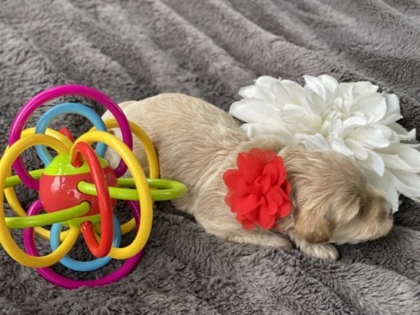 Snow White - Teacup Goldendoodle Girl - Image 6