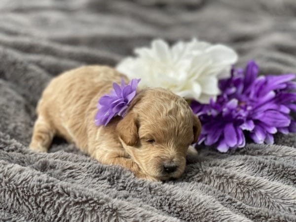 Belle - Teacup Goldendoodle Girl - Image 5