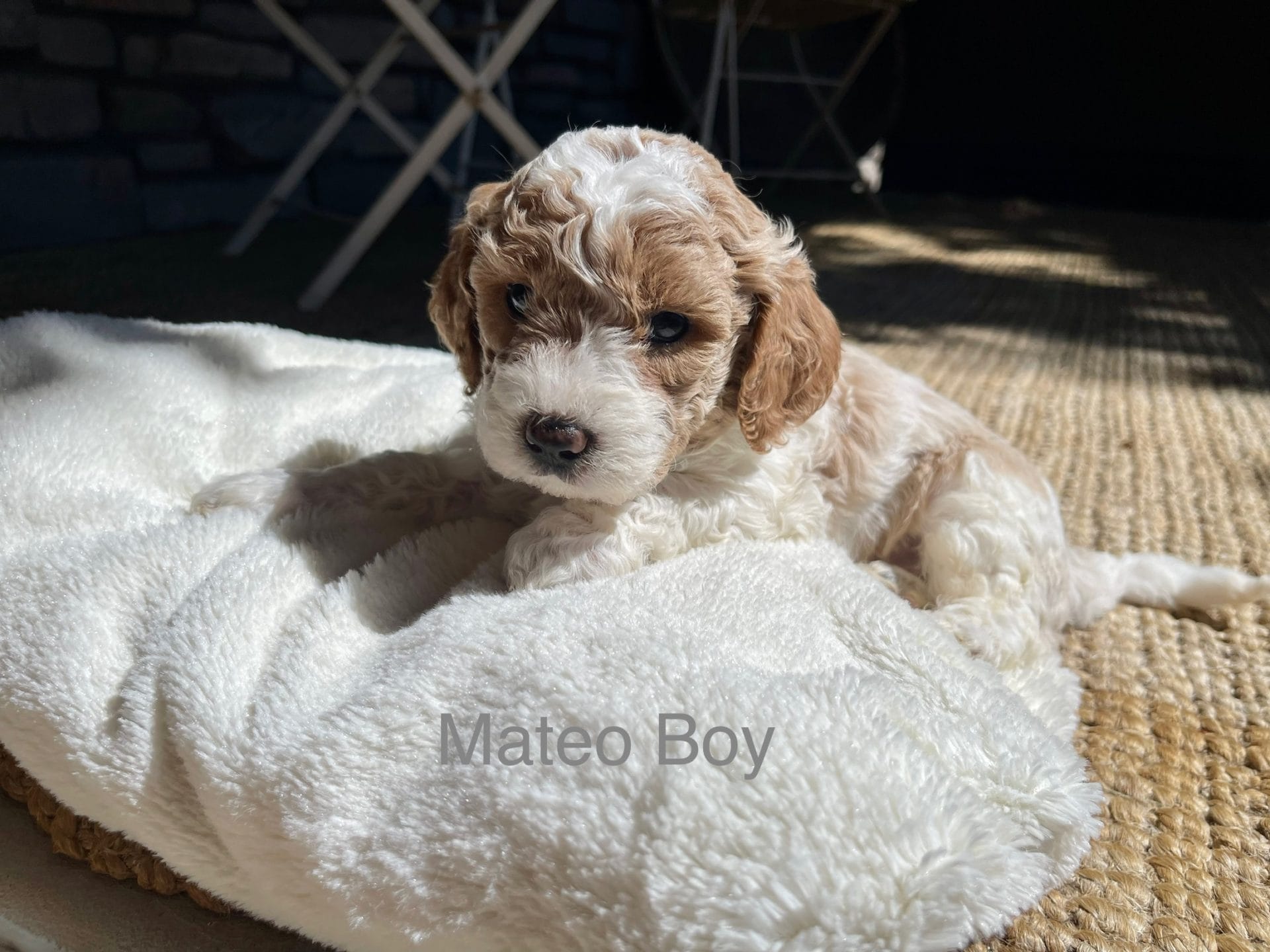 Mateo - Mini Goldendoodle Boy - Image 3