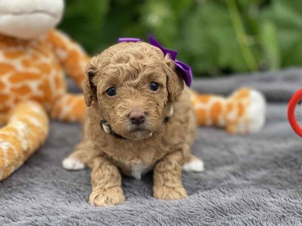 TEACUP GOLDENDOODLE PUPPIES, Precious Doodle Dogs, Teacup Doodle Dogs, Goldendoodle, Doodle Dog, Golden Doodles, Goldendoodle for sale, Goldendoodle puppies for sale, Miniature goldendoodle, goldendoodle puppies, mini goldendoodle, mini puppies, mini goldendoodle size, Mini Doodle Dogs, f1 goldendoodle, golden retriever poodle, chocolate goldendoodle, small doodles, goldendoodle temperament, goldendoodle colors, goldendoodle price, white goldendoodle, f2 goldendoodle, mini goldendoodle price, mini goldendoodle full grown, f1 mini goldendoodle, f1b goldendoodle, parti goldendoodle, goldendoodles near me, english goldendoodle, australian goldendoodle, red goldendoodle, doodle breeds, brown goldendoodle, goldendoodle cost, adult mini goldendoodle, golden noodle dog, doodle dog breeds, miniature golden doodle, miniature puppies, golden retriever poodle mix, A Star is Born, A star is born goldendoodle, a star is born dog, Bradley Cooper's Dog, Bradley Cooper Dog, Bradley Cooper's Goldendoodle, arizona goldendoodles, goldendoodle training, goldendoodle size, how big do mini goldendoodles get, goldendoodle full grown, baby goldendoodle, goldendoodle houston, golden doodles for sale, adult goldendoodle, apricot goldendoodle, goldendoodle grooming, mini golden doodles, goldendoodle shedding, f2b goldendoodle, goldendoodle hypoallergenic, goldendoodle names, english cream goldendoodle, golden retriever and poodle mix, mini goldendoodle puppies, micro goldendoodle, mini goldendoodle puppies for sale, miniature goldendoodle for sale, goldendoodle puppies for adoption, teddy bear goldendoodle, mini goldendoodle rescue, medium goldendoodle, black goldendoodle, mini goldendoodle for sale near me, goldendoodle puppies for sale near me, mini doodle, doodle puppies, mini goldendoodle for sale, goldendoodle breeders near me, miniature goldendoodle for sale near me, toy goldendoodle, petite goldendoodle, golden doodle dog, miniature goldendoodle puppies, mini goldendoodle puppies for sale near me, goldendoodles for sale near me, mini goldedoodle breeders, goldendoodle adoption, f1b mini goldendoodle, small goldendoodle, teacup goldendoodle, goldendoodle puppies near me, goldendoodle breeders, how to groom a goldendoodle, great doodle puppies, golden doodle mix, goldendoodle tampa, goldendoodle facts, white doodle dog, white goldendoodle puppy, mini goldendoodle maryland, country mini doodles, goldendoodle los angeles, toy labradoodle puppies for sale, types of goldendoodles, mini golden retriever puppies, golden goldendoodle, mini golden retriever puppies for sale, miniature australian goldendoodle, goldendoodle sacramento, goldendoodle omaha, labradoodle goldendoodle, f1 medium goldendoodle, BEST goldendoodles, pictures of mini goldendoodles, teacup goldendoodle full grown, micro mini goldendoodle full grown, toy goldendoodle price, goldendoodle chicago, retriever doodle, teacup goldendoodle puppies for sale, cute goldendoodle, mini teddy bear puppies, miniature goldendoodle full grown, f2 mini goldendoodle, goldendoodle spokane, mini goldendoodle chicago, micro mini goldendoodle, how nbig do miniature goldendoodles get, brown mini goldendoodle, mini doodle breeds, poodle doodle dog, what is a mini goldendoodle, black mini goldendoodle, mini irish doodle puppies for sale, f1b goldendoodle size, toy golden doodles, chocolate brown goldendoodle puppies for sale, petite goldendoodle full grown, goldendoodle behavior, american goldendoodle, f1b medium goldendoodle, goldendoodle puppy cost, cute goldendoodle puppies, goldendoodle indianapolis, teddy goldendoodle, mini goldendoodle weight, teddy bear golden doodles, f1b goldendoodle puppies for sale, miniature goldendoodle size, chocolate goldendoodle puppy, english cream mini goldendoodle, doodle puppies near me, red miniature goldendoodle, cream goldendoodle, goldendoodle puppy cut, mini goldendoodle hypoallergenic, dog breed goldendoodle, goldendoodle poodle mixes, goldendoodle allergies, goldendoodle info, sandy ridge goldendoodles, lakeshore goldendoodles, toy goldendoodle puppies for sale, labradoodle and goldendoodle, goldendoodle las vegas, goldendoodle phoenix, doodle breeders near me, miniature goldendoodle weight, black and white goldendoodle, sarasota goldendoodles, mini goldendoodle dallas, a goldendoodle, what is a goldendoodle, goldendoodle dallas, mini golden doodles for sale, ginger doodle puppy, how much does a mini goldendoodle cost, goldendoodle san antonio, goldendoodle photos, goldendoodle cuts, chocolate mini goldendoodle, all about goldendoodles, goldendoodle cincinnati, black doodle dog, goldendoodle weight, miniature goldendoodle breeders, goldendoodle information, miniature goldendoodle puppies for sale, doodle puppies for sale near me, black labradoodle puppies for sale, goldendoodle seattle, golden doodles near me, teacup goldendoodle for sale, golden retriever poodle puppy, goldendoodle rochester ny, goldendoodle and poodle mix, akc goldendoodle, goldendoodle kansas city, mini goldendoodle facts, goldendoodle austin, goldendoodle doodle, goldendoodle tulsa, curly goldendoodle, brown goldendoodle puppies, f1b labradoodle puppies for sale, red mini goldendoodle, goldendoodle poodle, chocolate goldendoodle for sale, tiny goldendoodle, goldendoodle puppies breeders, english goldendoodle puppies for sale, mini golden labradoodle, f1b mini teddy bear goldendoodles, red goldendoodle puppies for sale, miniature golden retriever breeders, f1 goldendoodles for sale, teacup goldendoodle puppies, toy mini goldendoodle, xs petite goldendoodle, f2 goldendoodle puppies for sale, mini goldendoodle cost, black goldendoodle for sale, english teddy bear goldendoodle, small doodle dogs, goldendoodle nashville, english goldendoodle puppies, golden retriever poodle mix for sale, red goldendoodle puppy, parti goldendoodles for sale, english cream goldendoodles for sale, doodle puppies for sale, golden retriever poodle mix puppies, goldendoodle tucson, f1b mini goldendoodle puppies for sale, mini goldendoodle breeders northeast, teddy bear goldendoodle, toy goldendoodle rescue, petite mini goldendoodle, goldendoodle stuff, mini goldendoodles near me, teddy bear goldendoodle puppies, f1 goldendoodle puppies, teddy bear goldendoodles for sale, silver goldendoodle, buy goldendoodle, mini golden doodle dog, teddy bear goldendoodles mini, micro mini goldendoodle puppies for sale, goldendoodle dogs for sale, best goldendoodle breeders, chocolate goldendoodle puppies for sale, doodle dogs for sale, toy goldendoodle puppies, mini doodle dog, toy goldendoodle breeders, doodles for sale, goldendoodle hypoallergenic dog, mini goldendoodle breeders near me, english goldendoodle breeders, f1b mini goldendoodle for sale, teacup goldendoodle price, petite goldendoodle for sale, mini english goldendoodle, mini goldendoodle info, miniature goldendoodle puppies for sale near me, black goldendoodle puppies for sale, f1 goldendoodle puppies for sale, Teacup Goldendoodles AL, Teacup Goldendoodles AK, Teacup Goldendoodles AZ, Teacup Goldendoodles AR, Teacup Goldendoodles CA, Teacup Goldendoodles CO, Teacup Goldendoodles CT, Teacup Goldendoodles DE, Teacup Goldendoodles FL, Teacup Goldendoodles GA, Teacup Goldendoodles HI, Teacup Goldendoodles ID, Teacup Goldendoodles IL, Teacup Goldendoodles IN, Teacup Goldendoodles IA, Teacup Goldendoodles KS, Teacup Goldendoodles KY, Teacup Goldendoodles LA, Teacup Goldendoodles ME, Teacup Goldendoodles MD, Teacup Goldendoodles MA, Teacup Goldendoodles MI, Teacup Goldendoodles MN, Teacup Goldendoodles MS, Teacup Goldendoodles MO, Teacup Goldendoodles MT, Teacup Goldendoodles NE, Teacup Goldendoodles NV, Teacup Goldendoodles NH, Teacup Goldendoodles NJ, Teacup Goldendoodles NM, Teacup Goldendoodles NY, Teacup Goldendoodles NC, Teacup Goldendoodles ND, Teacup Goldendoodles OH, Teacup Goldendoodles OK, Teacup Goldendoodles OR, Teacup Goldendoodles PA, Teacup Goldendoodles RI, Teacup Goldendoodles SC, Teacup Goldendoodles SD, Teacup Goldendoodles TN, Teacup Goldendoodles TX, Teacup Goldendoodles UT, Teacup Goldendoodles VT, Teacup Goldendoodles VA, Teacup Goldendoodles WA, Teacup Goldendoodles WV, Teacup Goldendoodles WI, Teacup Goldendoodles WY, Teacup Golden Doodles AL, Teacup Golden Doodles AK, Teacup Golden Doodles AZ, Teacup Golden Doodles AR, Teacup Golden Doodles CA, Teacup Golden Doodles CO, Teacup Golden Doodles CT, Teacup Golden Doodles DE, Teacup Golden Doodles FL, Teacup Golden Doodles GA, Teacup Golden Doodles HI, Teacup Golden Doodles ID, Teacup Golden Doodles IL, Teacup Golden Doodles IN, Teacup Golden Doodles IA, Teacup Golden Doodles KS, Teacup Golden Doodles KY, Teacup Golden Doodles LA, Teacup Golden Doodles ME, Teacup Golden Doodles MD, Teacup Golden Doodles MA, Teacup Golden Doodles MI, Teacup Golden Doodles MN, Teacup Golden Doodles MS, Teacup Golden Doodles MO, Teacup Golden Doodles MT, Teacup Golden Doodles NE, Teacup Golden Doodles NV, Teacup Golden Doodles NH, Teacup Golden Doodles NJ, Teacup Golden Doodles NM, Teacup Golden Doodles NY, Teacup Golden Doodles NC, Teacup Golden Doodles ND, Teacup Golden Doodles OH, Teacup Golden Doodles OK, Teacup Golden Doodles OR, Teacup Golden Doodles PA, Teacup Golden Doodles RI, Teacup Golden Doodles SC, Teacup Golden Doodles SD, Teacup Golden Doodles TN, Teacup Golden Doodles TX, Teacup Golden Doodles UT, Teacup Golden Doodles VT, Teacup Golden Doodles VA, Teacup Golden Doodles WA, Teacup Golden Doodles WV, Teacup Golden Doodles WI, Teacup Golden Doodles WY, Toy Goldendoodle Alabama, Toy Goldendoodle Alaska, Toy Goldendoodle Arizona, Toy Goldendoodle Arkansas, Toy Goldendoodle California, Toy Goldendoodle Colorado, Toy Goldendoodle Connecticut, Toy Goldendoodle Delaware, Toy Goldendoodle Florida, Toy Goldendoodle Georgia, Toy Goldendoodle Hawaii, Toy Goldendoodle Idaho, Toy Goldendoodle Illinois, Toy Goldendoodle Indiana, Toy Goldendoodle Iowa, Toy Goldendoodle Kansas, Toy Goldendoodle Kentucky, Toy Goldendoodle Louisiana, Toy Goldendoodle Maine, Toy Goldendoodle Maryland, Toy Goldendoodle Massachusetts, Toy Goldendoodle Michigan, Toy Goldendoodle Minnesota, Toy Goldendoodle Mississippi, Toy Goldendoodle Missouri, Toy Goldendoodle Montana, Toy Goldendoodle Nebraska, Toy Goldendoodle Nevada, Toy Goldendoodle New Hampshire, Toy Goldendoodle New Jersey, Toy Goldendoodle New Mexico, Toy Goldendoodle New York, Toy Goldendoodle North Carolina, Toy Goldendoodle North Dakota, Toy Goldendoodle Ohio, Toy Goldendoodle Oklahoma, Toy Goldendoodle Oregon, Toy Goldendoodle Pennsylvania, Toy Goldendoodle Rhode Island, Toy Goldendoodle South Carolina, Toy Goldendoodle South Dakota, Toy Goldendoodle Tennessee, Toy Goldendoodle Texas, Toy Goldendoodle Utah, Toy Goldendoodle Vermont, Toy Goldendoodle Virginia, Toy Goldendoodle Washington, Toy Goldendoodle West Virginia, Toy Goldendoodle Wisconsin, Toy Goldendoodle Wyoming, Teacup Goldendoodle breeders AL, Teacup Goldendoodle breeders AK, Teacup Goldendoodle breeders AZ, Teacup Goldendoodle breeders AR, Teacup Goldendoodle breeders CA, Teacup Goldendoodle breeders CO, Teacup Goldendoodle breeders CT, Teacup Goldendoodle breeders DE, Teacup Goldendoodle breeders FL, Teacup Goldendoodle breeders GA, Teacup Goldendoodle breeders HI, Teacup Goldendoodle breeders ID, Teacup Goldendoodle breeders IL, Teacup Goldendoodle breeders IN, Teacup Goldendoodle breeders IA, Teacup Goldendoodle breeders KS, Teacup Goldendoodle breeders KY, Teacup Goldendoodle breeders LA, Teacup Goldendoodle breeders ME, Teacup Goldendoodle breeders MD, Teacup Goldendoodle breeders MA, Teacup Goldendoodle breeders MI, Teacup Goldendoodle breeders MN, Teacup Goldendoodle breeders MS, Teacup Goldendoodle breeders MO, Teacup Goldendoodle breeders MT, Teacup Goldendoodle breeders NE, Teacup Goldendoodle breeders NV, Teacup Goldendoodle breeders NH, Teacup Goldendoodle breeders NJ, Teacup Goldendoodle breeders NM, Teacup Goldendoodle breeders NY, Teacup Goldendoodle breeders NC, Teacup Goldendoodle breeders ND, Teacup Goldendoodle breeders OH, Teacup Goldendoodle breeders OK, Teacup Goldendoodle breeders OR, Teacup Goldendoodle breeders PA, Teacup Goldendoodle breeders RI, Teacup Goldendoodle breeders SC, Teacup Goldendoodle breeders SD, Teacup Goldendoodle breeders TN, Teacup Goldendoodle breeders TX, Teacup Goldendoodle breeders UT, Teacup Goldendoodle breeders VT, Teacup Goldendoodle breeders VA, Teacup Goldendoodle breeders WA, Teacup Goldendoodle breeders WV, Teacup Goldendoodle breeders WI, Teacup Goldendoodle breeders WY, Teacup Golden doodle puppies for sale in AL, Teacup Golden doodle puppies for sale in AK, Teacup Golden doodle puppies for sale in AZ, Teacup Golden doodle puppies for sale in AR, Teacup Golden doodle puppies for sale in CA, Teacup Golden doodle puppies for sale in CO, Teacup Golden doodle puppies for sale in CT, Teacup Golden doodle puppies for sale in DE, Teacup Golden doodle puppies for sale in FL, Teacup Golden doodle puppies for sale in GA, Teacup Golden doodle puppies for sale in HI, Teacup Golden doodle puppies for sale in ID, Teacup Golden doodle puppies for sale in IL, Teacup Golden doodle puppies for sale in IN, Teacup Golden doodle puppies for sale in IA, Teacup Golden doodle puppies for sale in KS, Teacup Golden doodle puppies for sale in KY, Teacup Golden doodle puppies for sale in LA, Teacup Golden doodle puppies for sale in ME, Teacup Golden doodle puppies for sale in MD, Teacup Golden doodle puppies for sale in MA, Teacup Golden doodle puppies for sale in MI, Teacup Golden doodle puppies for sale in MN, Teacup Golden doodle puppies for sale in MS, Teacup Golden doodle puppies for sale in MO, Teacup Golden doodle puppies for sale in MT, Teacup Golden doodle puppies for sale in NE, Teacup Golden doodle puppies for sale in NV, Teacup Golden doodle puppies for sale in NH, Teacup Golden doodle puppies for sale in NJ, Teacup Golden doodle puppies for sale in NM, Teacup Golden doodle puppies for sale in NY, Teacup Golden doodle puppies for sale in NC, Teacup Golden doodle puppies for sale in ND, Teacup Golden doodle puppies for sale in OH, Teacup Golden doodle puppies for sale in OK, Teacup Golden doodle puppies for sale in OR, Teacup Golden doodle puppies for sale in PA, Teacup Golden doodle puppies for sale in RI, Teacup Golden doodle puppies for sale in SC, Teacup Golden doodle puppies for sale in SD, Teacup Golden doodle puppies for sale in TN, Teacup Golden doodle puppies for sale in TX, Teacup Golden doodle puppies for sale in UT, Teacup Golden doodle puppies for sale in VT, Teacup Golden doodle puppies for sale in VA, Teacup Golden doodle puppies for sale in WA, Teacup Golden doodle puppies for sale in WV, Teacup Golden doodle puppies for sale in WI, Teacup Golden doodle puppies for sale in WY, Teacup Goldendoodles for sale in AL, Teacup Goldendoodles for sale in AK, Teacup Goldendoodles for sale in AZ, Teacup Goldendoodles for sale in AR, Teacup Goldendoodles for sale in CA, Teacup Goldendoodles for sale in CO, Teacup Goldendoodles for sale in CT, Teacup Goldendoodles for sale in DE, Teacup Goldendoodles for sale in FL, Teacup Goldendoodles for sale in GA, Teacup Goldendoodles for sale in HI, Teacup Goldendoodles for sale in ID, Teacup Goldendoodles for sale in IL, Teacup Goldendoodles for sale in IN, Teacup Goldendoodles for sale in IA, Teacup Goldendoodles for sale in KS, Teacup Goldendoodles for sale in KY, Teacup Goldendoodles for sale in LA, Teacup Goldendoodles for sale in ME, Teacup Goldendoodles for sale in MD, Teacup Goldendoodles for sale in MA, Teacup Goldendoodles for sale in MI, Teacup Goldendoodles for sale in MN, Teacup Goldendoodles for sale in MS, Teacup Goldendoodles for sale in MO, Teacup Goldendoodles for sale in MT, Teacup Goldendoodles for sale in NE, Teacup Goldendoodles for sale in NV, Teacup Goldendoodles for sale in NH, Teacup Goldendoodles for sale in NJ, Teacup Goldendoodles for sale in NM, Teacup Goldendoodles for sale in NY, Teacup Goldendoodles for sale in NC, Teacup Goldendoodles for sale in ND, Teacup Goldendoodles for sale in OH, Teacup Goldendoodles for sale in OK, Teacup Goldendoodles for sale in OR, Teacup Goldendoodles for sale in PA, Teacup Goldendoodles for sale in RI, Teacup Goldendoodles for sale in SC, Teacup Goldendoodles for sale in SD, Teacup Goldendoodles for sale in TN, Teacup Goldendoodles for sale in TX, Teacup Goldendoodles for sale in UT, Teacup Goldendoodles for sale in VT, Teacup Goldendoodles for sale in VA, Teacup Goldendoodles for sale in WA, Teacup Goldendoodles for sale in WV, Teacup Goldendoodles for sale in WI, Teacup Goldendoodles for sale in WY, Teacup Goldendoodle Alabama, Teacup Goldendoodle Alaska, Teacup Goldendoodle Arizona, Teacup Goldendoodle Arkansas, Teacup Goldendoodle California, Teacup Goldendoodle Colorado, Teacup Goldendoodle Connecticut, Teacup Goldendoodle Delaware, Teacup Goldendoodle Florida, Teacup Goldendoodle Georgia, Teacup Goldendoodle Hawaii, Teacup Goldendoodle Idaho, Teacup Goldendoodle Illinois, Teacup Goldendoodle Indiana, Teacup Goldendoodle Iowa, Teacup Goldendoodle Kansas, Teacup Goldendoodle Kentucky, Teacup Goldendoodle Louisiana, Teacup Goldendoodle Maine, Teacup Goldendoodle Maryland, Teacup Goldendoodle Massachusetts, Teacup Goldendoodle Michigan, Teacup Goldendoodle Minnesota, Teacup Goldendoodle Mississippi, Teacup Goldendoodle Missouri, Teacup Goldendoodle Montana, Teacup Goldendoodle Nebraska, Teacup Goldendoodle Nevada, Teacup Goldendoodle New Hampshire, Teacup Goldendoodle New Jersey, Teacup Goldendoodle New Mexico, Teacup Goldendoodle New York, Teacup Goldendoodle North Carolina, Teacup Goldendoodle North Dakota, Teacup Goldendoodle Ohio, Teacup Goldendoodle Oklahoma, Teacup Goldendoodle Oregon, Teacup Goldendoodle Pennsylvania, Teacup Goldendoodle Rhode Island, Teacup Goldendoodle South Carolina, Teacup Goldendoodle South Dakota, Teacup Goldendoodle Tennessee, Teacup Goldendoodle Texas, Teacup Goldendoodle Utah, Teacup Goldendoodle Vermont, Teacup Goldendoodle Virginia, Teacup Goldendoodle Washington, Teacup Goldendoodle West Virginia, Teacup Goldendoodle Wisconsin, Teacup Goldendoodle Wyoming, Goldendoodle Breeders AL, Goldendoodle Breeders AK, Goldendoodle Breeders AZ, Goldendoodle Breeders AR, Goldendoodle Breeders CA, Goldendoodle Breeders CO, Goldendoodle Breeders CT, Goldendoodle Breeders DE, Goldendoodle Breeders FL, Goldendoodle Breeders GA, Goldendoodle Breeders HI, Goldendoodle Breeders ID, Goldendoodle Breeders IL, Goldendoodle Breeders IN, Goldendoodle Breeders IA, Goldendoodle Breeders KS, Goldendoodle Breeders KY, Goldendoodle Breeders LA, Goldendoodle Breeders ME, Goldendoodle Breeders MD, Goldendoodle Breeders MA, Goldendoodle Breeders MI, Goldendoodle Breeders MN, Goldendoodle Breeders MS, Goldendoodle Breeders MO, Goldendoodle Breeders MT, Goldendoodle Breeders NE, Goldendoodle Breeders NV, Goldendoodle Breeders NH, Goldendoodle Breeders NJ, Goldendoodle Breeders NM, Goldendoodle Breeders NY, Goldendoodle Breeders NC, Goldendoodle Breeders ND, Goldendoodle Breeders OH, Goldendoodle Breeders OK, Goldendoodle Breeders OR, Goldendoodle Breeders PA, Goldendoodle Breeders RI, Goldendoodle Breeders SC, Goldendoodle Breeders SD, Goldendoodle Breeders TN, Goldendoodle Breeders TX, Goldendoodle Breeders UT, Goldendoodle Breeders VT, Goldendoodle Breeders VA, Goldendoodle Breeders WA, Goldendoodle Breeders WV, Goldendoodle Breeders WI, Goldendoodle Breeders WY, Teacup Golden doodles for sale in AL, Teacup Golden doodles for sale in AK, Teacup Golden doodles for sale in AZ, Teacup Golden doodles for sale in AR, Teacup Golden doodles for sale in CA, Teacup Golden doodles for sale in CO, Teacup Golden doodles for sale in CT, Teacup Golden doodles for sale in DE, Teacup Golden doodles for sale in FL, Teacup Golden doodles for sale in GA, Teacup Golden doodles for sale in HI, Teacup Golden doodles for sale in ID, Teacup Golden doodles for sale in IL, Teacup Golden doodles for sale in IN, Teacup Golden doodles for sale in IA, Teacup Golden doodles for sale in KS, Teacup Golden doodles for sale in KY, Teacup Golden doodles for sale in LA, Teacup Golden doodles for sale in ME, Teacup Golden doodles for sale in MD, Teacup Golden doodles for sale in MA, Teacup Golden doodles for sale in MI, Teacup Golden doodles for sale in MN, Teacup Golden doodles for sale in MS, Teacup Golden doodles for sale in MO, Teacup Golden doodles for sale in MT, Teacup Golden doodles for sale in NE, Teacup Golden doodles for sale in NV, Teacup Golden doodles for sale in NH, Teacup Golden doodles for sale in NJ, Teacup Golden doodles for sale in NM, Teacup Golden doodles for sale in NY, Teacup Golden doodles for sale in NC, Teacup Golden doodles for sale in ND, Teacup Golden doodles for sale in OH, Teacup Golden doodles for sale in OK, Teacup Golden doodles for sale in OR, Teacup Golden doodles for sale in PA, Teacup Golden doodles for sale in RI, Teacup Golden doodles for sale in SC, Teacup Golden doodles for sale in SD, Teacup Golden doodles for sale in TN, Teacup Golden doodles for sale in TX, Teacup Golden doodles for sale in UT, Teacup Golden doodles for sale in VT, Teacup Golden doodles for sale in VA, Teacup Golden doodles for sale in WA, Teacup Golden doodles for sale in WV, Teacup Golden doodles for sale in WI, Teacup Golden doodles for sale in WY,