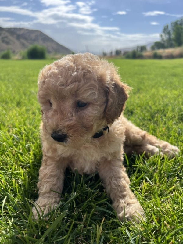 Alfonso - Mini Goldendoodle Boy - Image 8