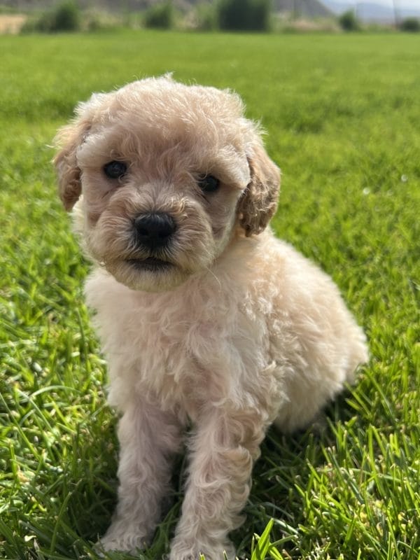 Ava - Mini Goldendoodle Girl