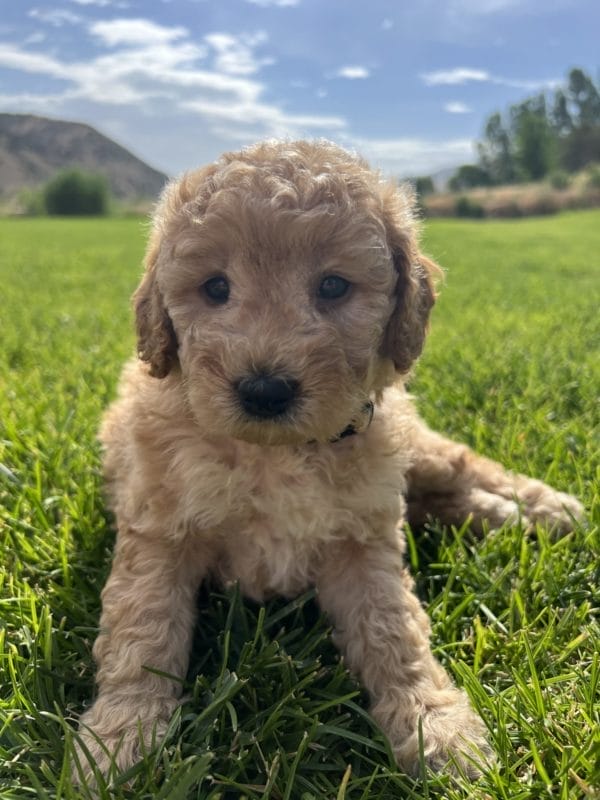 Alfonso - Mini Goldendoodle Boy - Image 9