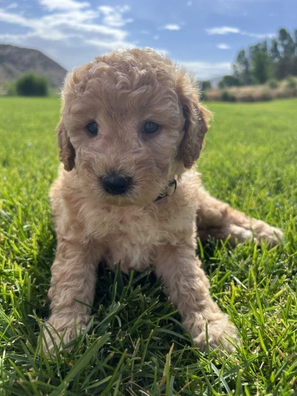 Alfonso - Mini Goldendoodle Boy - Image 5