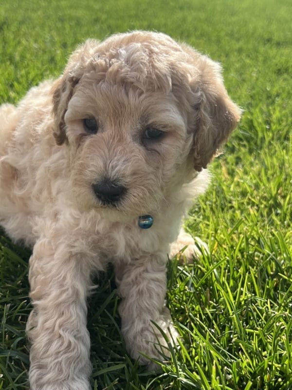 Augie - Mini Goldendoodle Boy - Image 3