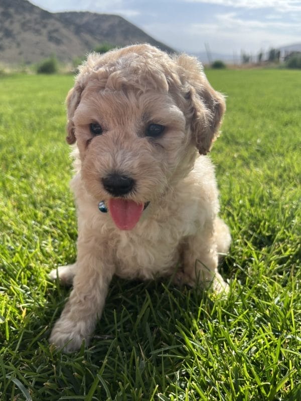 Augie - Mini Goldendoodle Boy - Image 2