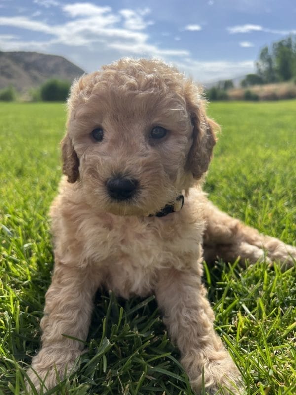 Alfonso - Mini Goldendoodle Boy - Image 6