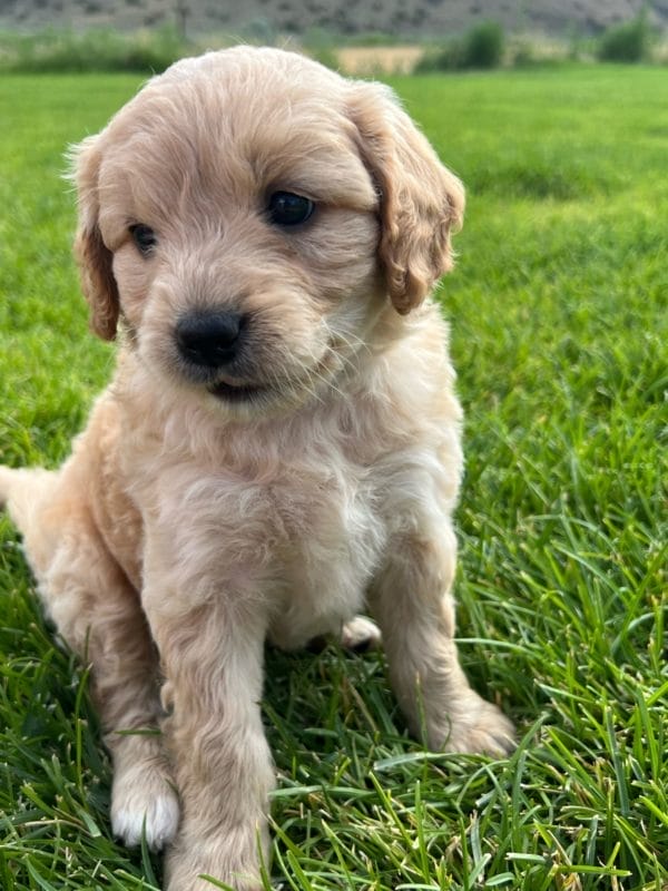 Alexa - Mini Goldendoodle Girl - Image 6