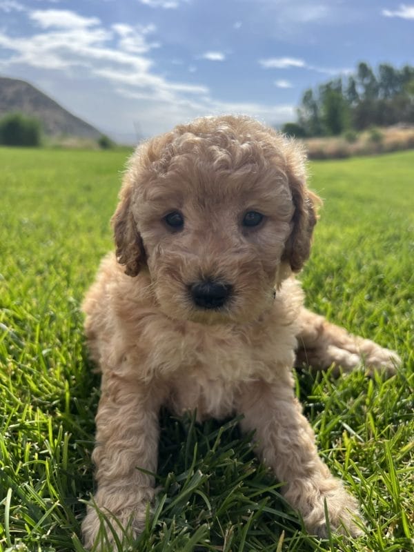 Alfonso - Mini Goldendoodle Boy - Image 7