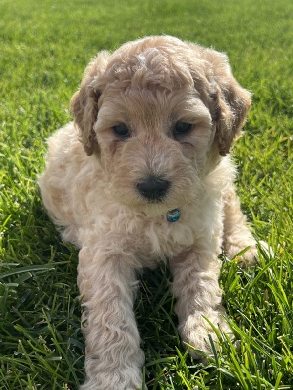 Augie - Mini Goldendoodle Boy - Image 6