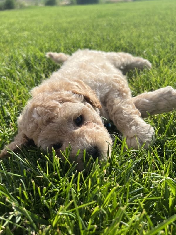 Augie - Mini Goldendoodle Boy - Image 4