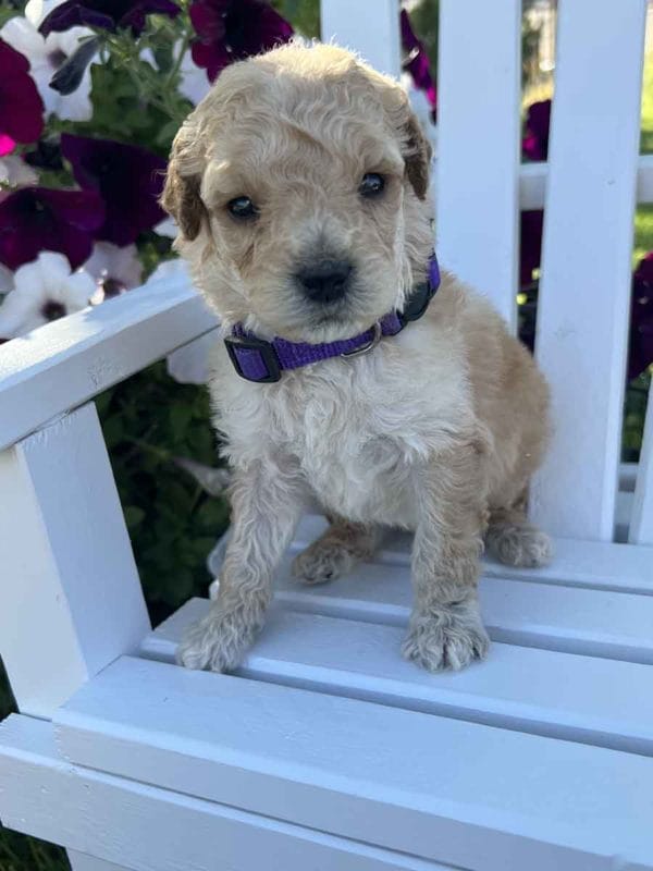 Agnes - Mini Goldendoodle Girl - Image 2