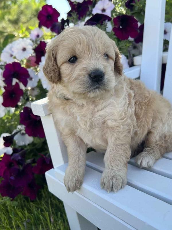 Alexa - Mini Goldendoodle Girl - Image 5
