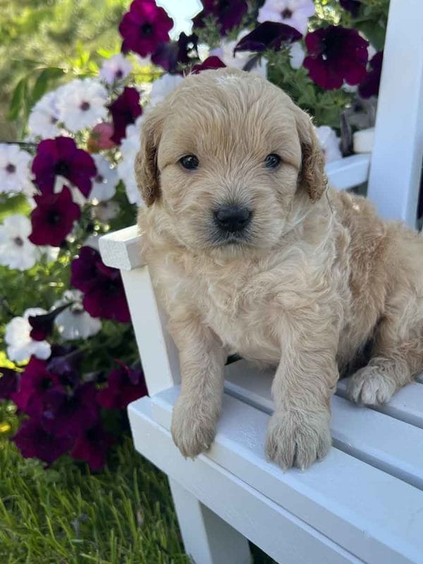 Alexa - Mini Goldendoodle Girl - Image 4