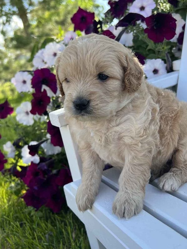 Alexa - Mini Goldendoodle Girl - Image 3