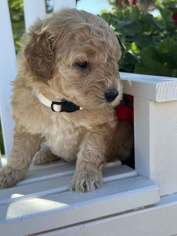 Alfonso - Mini Goldendoodle Boy - Image 4