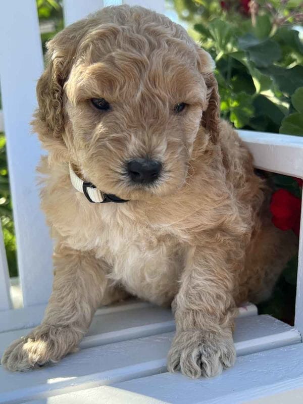 Alfonso - Mini Goldendoodle Boy - Image 3