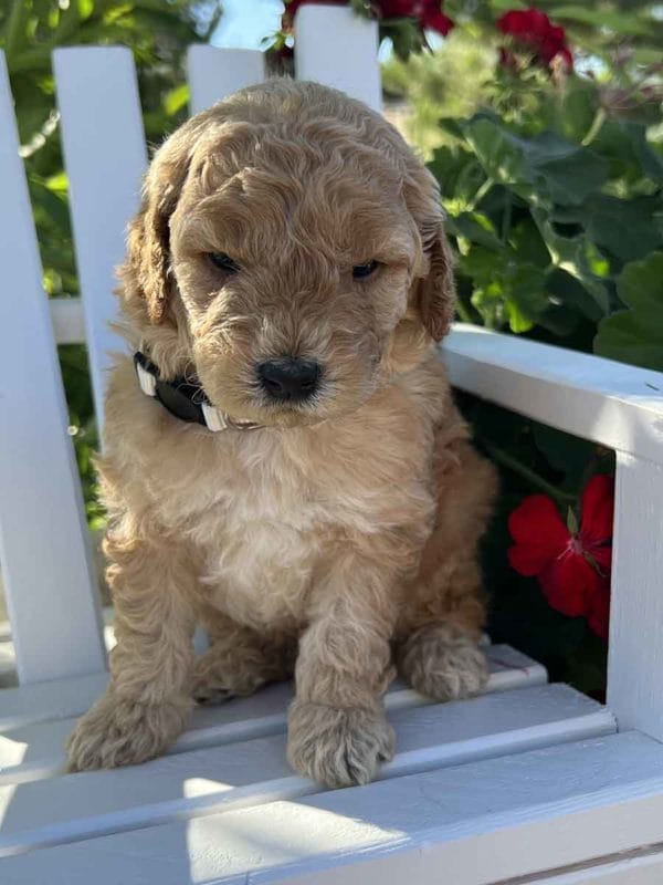 Alfonso - Mini Goldendoodle Boy - Image 2