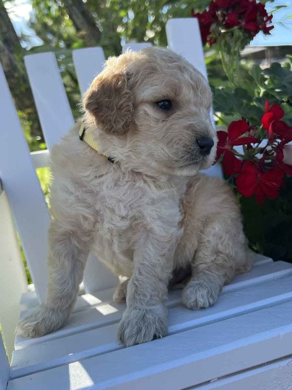 Alfred - Mini Goldendoodle Boy - Image 5