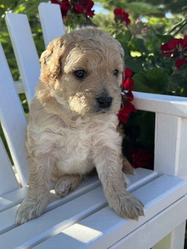 Alfred - Mini Goldendoodle Boy - Image 4