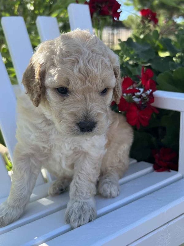 Alfred - Mini Goldendoodle Boy - Image 2