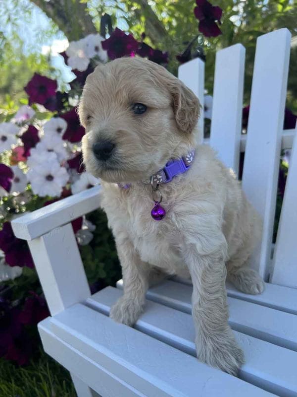 Annie - Mini Goldendoodle Girl - Image 5
