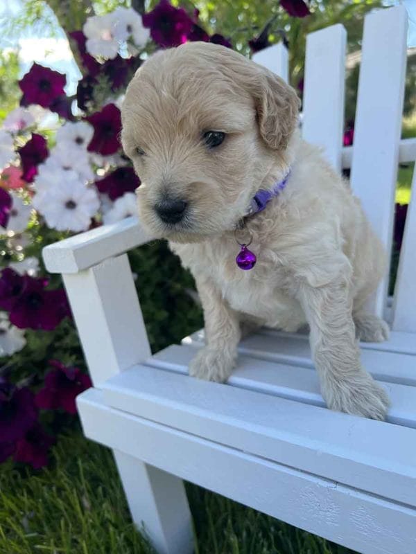 Annie - Mini Goldendoodle Girl - Image 4