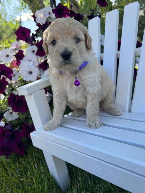 Annie - Mini Goldendoodle Girl - Image 3