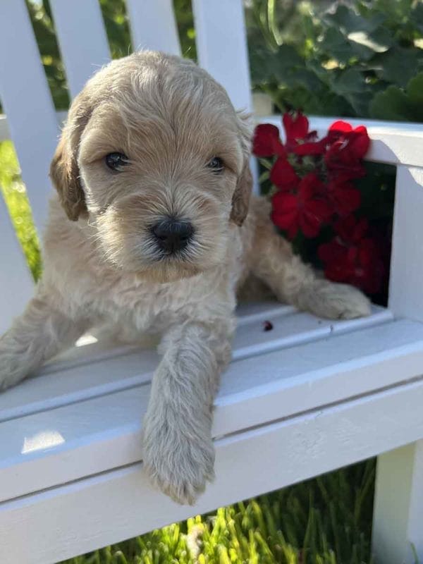 Aussie - Mini Goldendoodle Boy - Image 3