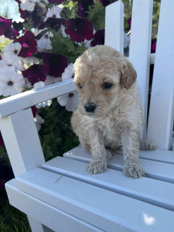 Ava - Mini Goldendoodle Girl - Image 4