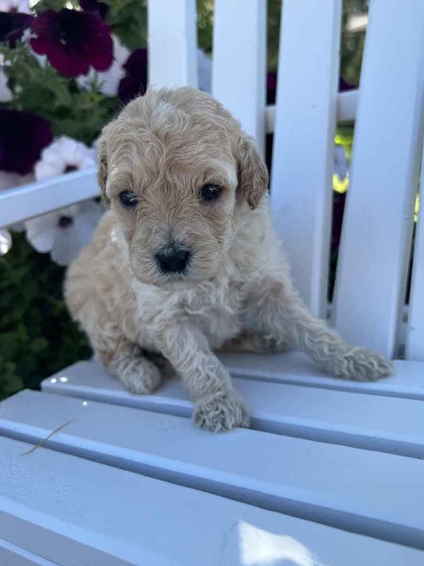 Ava - Mini Goldendoodle Girl - Image 3