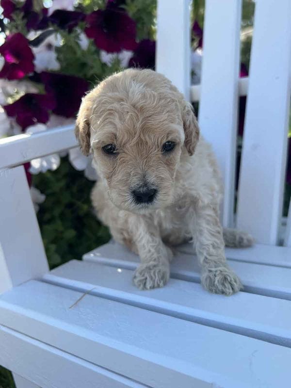 Ava - Mini Goldendoodle Girl - Image 2