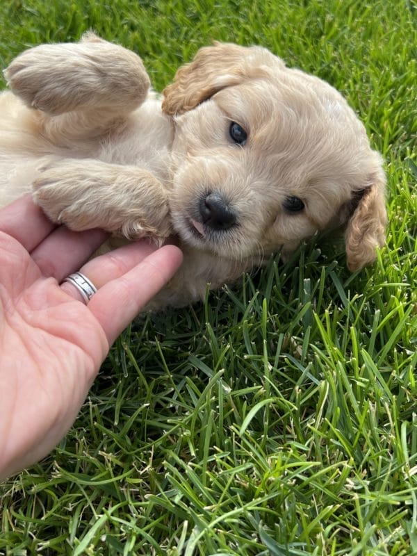 Alexa - Mini Goldendoodle Girl - Image 8