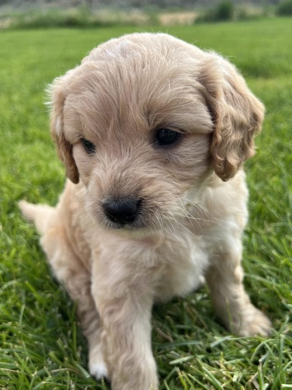 Alexa - Mini Goldendoodle Girl - Image 7