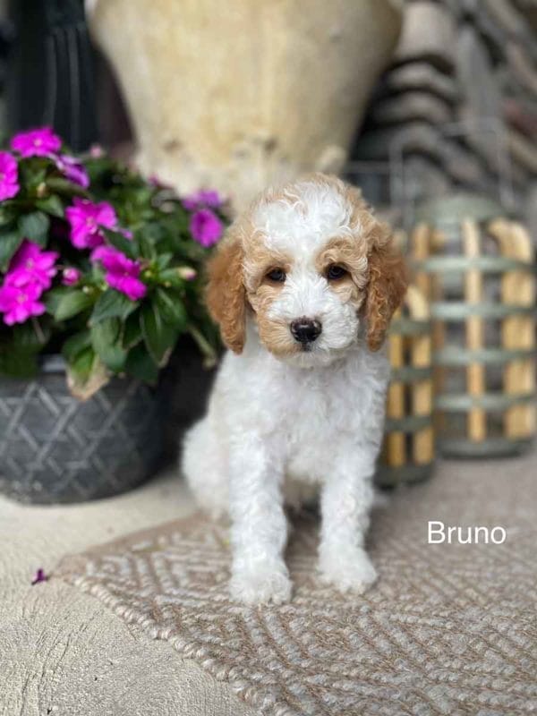Mini Goldendoodle, Golden Doodle Puppies, Miniature Goldendoodles, Mini Goldendoodles, Mini Doodle Dogs, Goldendoodle, Doodle Dog, Golden Doodles, Goldendoodle for sale, Goldendoodle puppies for sale, Miniature goldendoodle, goldendoodle puppies, mini goldendoodle, mini puppies, mini goldendoodle size, f1 goldendoodle, golden retriever poodle, chocolate goldendoodle, small doodles, goldendoodle temperament, goldendoodle colors, goldendoodle price, white goldendoodle, f2 goldendoodle, mini goldendoodle price, mini goldendoodle full grown, f1 mini goldendoodle, f1b goldendoodle, parti goldendoodle, goldendoodles near me, english goldendoodle, australian goldendoodle, red goldendoodle, doodle breeds, brown goldendoodle, goldendoodle cost, adult mini goldendoodle, golden noodle dog, doodle dog breeds, miniature golden doodle, miniature puppies, golden retriever poodle mix, arizona goldendoodles, goldendoodle training, goldendoodle size, how big do mini goldendoodles get, goldendoodle full grown, baby goldendoodle, goldendoodle houston, golden doodles for sale, adult goldendoodle, apricot goldendoodle, goldendoodle grooming, mini golden doodles, goldendoodle shedding, f2b goldendoodle, goldendoodle hypoallergenic, goldendoodle names, english cream goldendoodle, golden retriever and poodle mix, mini goldendoodle puppies, micro goldendoodle, mini goldendoodle puppies for sale, miniature goldendoodle for sale, goldendoodle puppies for adoption, teddy bear goldendoodle, mini goldendoodle rescue, medium goldendoodle, black goldendoodle, mini goldendoodle for sale near me, goldendoodle puppies for sale near me, mini doodle, doodle puppies, mini goldendoodle for sale, goldendoodle breeders near me, miniature goldendoodle for sale near me, toy goldendoodle, petite goldendoodle, golden doodle dog, miniature goldendoodle puppies, mini goldendoodle puppies for sale near me, goldendoodles for sale near me, mini goldedoodle breeders, goldendoodle adoption, f1b mini goldendoodle, small goldendoodle, teacup goldendoodle, goldendoodle puppies near me, goldendoodle breeders, how to groom a goldendoodle, great doodle puppies, golden doodle mix, goldendoodle tampa, goldendoodle facts, white doodle dog, white goldendoodle puppy, mini goldendoodle maryland, country mini doodles, goldendoodle los angeles, toy labradoodle puppies for sale, types of goldendoodles, mini golden retriever puppies, golden goldendoodle, mini golden retriever puppies for sale, miniature australian goldendoodle, goldendoodle sacramento, goldendoodle omaha, labradoodle goldendoodle, f1 medium goldendoodle, BEST goldendoodles, pictures of mini goldendoodles, teacup goldendoodle full grown, micro mini goldendoodle full grown, toy goldendoodle price, goldendoodle chicago, retriever doodle, teacup goldendoodle puppies for sale, cute goldendoodle, mini teddy bear puppies, miniature goldendoodle full grown, f2 mini goldendoodle, goldendoodle spokane, mini goldendoodle chicago, micro mini goldendoodle, how nbig do miniature goldendoodles get, brown mini goldendoodle, mini doodle breeds, poodle doodle dog, what is a mini goldendoodle, black mini goldendoodle, mini irish doodle puppies for sale, f1b goldendoodle size, toy golden doodles, chocolate brown goldendoodle puppies for sale, petite goldendoodle full grown, goldendoodle behavior, american goldendoodle, f1b medium goldendoodle, goldendoodle puppy cost, cute goldendoodle puppies, goldendoodle indianapolis, teddy goldendoodle, mini goldendoodle weight, teddy bear golden doodles, f1b goldendoodle puppies for sale, miniature goldendoodle size, chocolate goldendoodle puppy, english cream mini goldendoodle, doodle puppies near me, red miniature goldendoodle, cream goldendoodle, goldendoodle puppy cut, mini goldendoodle hypoallergenic, dog breed goldendoodle, goldendoodle poodle mixes, goldendoodle allergies, goldendoodle info, sandy ridge goldendoodles, lakeshore goldendoodles, toy goldendoodle puppies for sale, labradoodle and goldendoodle, goldendoodle las vegas, goldendoodle phoenix, doodle breeders near me, miniature goldendoodle weight, black and white goldendoodle, sarasota goldendoodles, mini goldendoodle dallas, a goldendoodle, what is a goldendoodle, goldendoodle dallas, mini golden doodles for sale, ginger doodle puppy, how much does a mini goldendoodle cost, goldendoodle san antonio, goldendoodle photos, goldendoodle cuts, chocolate mini goldendoodle, all about goldendoodles, goldendoodle cincinnati, f1b mini teddy bear goldendoodles, red goldendoodle puppies for sale, miniature golden retriever breeders, f1 goldendoodles for sale, teacup goldendoodle puppies, toy mini goldendoodle, xs petite goldendoodle, f2 goldendoodle puppies for sale, mini goldendoodle cost, black goldendoodle for sale, english teddy bear goldendoodle, small doodle dogs, goldendoodle nashville, english goldendoodle puppies, golden retriever poodle mix for sale, red goldendoodle puppy, parti goldendoodles for sale, english cream goldendoodles for sale, doodle puppies for sale, golden retriever poodle mix puppies, goldendoodle tucson, f1b mini goldendoodle puppies for sale, mini goldendoodle breeders northeast, teddy bear goldendoodle, toy goldendoodle rescue, petite mini goldendoodle, goldendoodle stuff, mini goldendoodles near me, teddy bear goldendoodle puppies, f1 goldendoodle puppies, teddy bear goldendoodles for sale, silver goldendoodle, buy goldendoodle, mini golden doodle dog, teddy bear goldendoodles mini, micro mini goldendoodle puppies for sale, goldendoodle dogs for sale, best goldendoodle breeders, chocolate goldendoodle puppies for sale, doodle dogs for sale, toy goldendoodle puppies, mini doodle dog, toy goldendoodle breeders, doodles for sale, goldendoodle hypoallergenic dog, black doodle dog, goldendoodle weight, miniature goldendoodle breeders, goldendoodle information, miniature goldendoodle puppies for sale, doodle puppies for sale near me, goldendoodle seattle, golden doodles near me, teacup goldendoodle for sale, golden retriever poodle puppy, goldendoodle rochester ny, goldendoodle and poodle mix, akc goldendoodle, goldendoodle kansas city, mini goldendoodle facts, goldendoodle austin, goldendoodle doodle, goldendoodle tulsa, curly goldendoodle, brown goldendoodle puppies, f1b labradoodle puppies for sale, red mini goldendoodle, goldendoodle poodle, chocolate goldendoodle for sale, tiny goldendoodle, goldendoodle puppies breeders, english goldendoodle puppies for sale, mini golden labradoodle, mini goldendoodle breeders near me, english goldendoodle breeders, f1b mini goldendoodle for sale, teacup goldendoodle price, petite goldendoodle for sale, mini english goldendoodle, mini goldendoodle info, miniature goldendoodle puppies for sale near me, black goldendoodle puppies for sale, f1 goldendoodle puppies for sale, Mini Goldendoodle puppies for sale in AL, Mini Goldendoodle puppies for sale in AK, Mini Goldendoodle puppies for sale in AZ, Mini Goldendoodle puppies for sale in AR, Mini Goldendoodle puppies for sale in CA, Mini Goldendoodle puppies for sale in CO, Mini Goldendoodle puppies for sale in CT, Mini Goldendoodle puppies for sale in DE, Mini Goldendoodle puppies for sale in FL, Mini Goldendoodle puppies for sale in GA, Mini Goldendoodle puppies for sale in HI, Mini Goldendoodle puppies for sale in ID, Mini Goldendoodle puppies for sale in IL, Mini Goldendoodle puppies for sale in IN, Mini Goldendoodle puppies for sale in IA, Mini Goldendoodle puppies for sale in KS, Mini Goldendoodle puppies for sale in KY, Mini Goldendoodle puppies for sale in LA, Mini Goldendoodle puppies for sale in ME, Mini Goldendoodle puppies for sale in MD, Mini Goldendoodle puppies for sale in MA, Mini Goldendoodle puppies for sale in MI, Mini Goldendoodle puppies for sale in MN, Mini Goldendoodle puppies for sale in MS, Mini Goldendoodle puppies for sale in MO, Mini Goldendoodle puppies for sale in MT, Mini Goldendoodle puppies for sale in NE, Mini Goldendoodle puppies for sale in NV, Mini Goldendoodle puppies for sale in NH, Mini Goldendoodle puppies for sale in NJ, Mini Goldendoodle puppies for sale in NM, Mini Goldendoodle puppies for sale in NY, Mini Goldendoodle puppies for sale in NC, Mini Goldendoodle puppies for sale in ND, Mini Goldendoodle puppies for sale in OH, Mini Goldendoodle puppies for sale in OK, Mini Goldendoodle puppies for sale in OR, Mini Goldendoodle puppies for sale in PA, Mini Goldendoodle puppies for sale in RI, Mini Goldendoodle puppies for sale in SC, Mini Goldendoodle puppies for sale in SD, Mini Goldendoodle puppies for sale in TN, Mini Goldendoodle puppies for sale in TX, Mini Goldendoodle puppies for sale in UT, Mini Goldendoodle puppies for sale in VT, Mini Goldendoodle puppies for sale in VA, Mini Goldendoodle puppies for sale in WA, Mini Goldendoodle puppies for sale in WV, Mini Goldendoodle puppies for sale in WI, Mini Goldendoodle puppies for sale in WY, Miniature goldendoodles for sale in AL, Miniature goldendoodles for sale in AK, Miniature goldendoodles for sale in AZ, Miniature goldendoodles for sale in AR, Miniature goldendoodles for sale in CA, Miniature goldendoodles for sale in CO, Miniature goldendoodles for sale in CT, Miniature goldendoodles for sale in DE, Miniature goldendoodles for sale in FL, Miniature goldendoodles for sale in GA, Miniature goldendoodles for sale in HI, Miniature goldendoodles for sale in ID, Miniature goldendoodles for sale in IL, Miniature goldendoodles for sale in IN, Miniature goldendoodles for sale in IA, Miniature goldendoodles for sale in KS, Miniature goldendoodles for sale in KY, Miniature goldendoodles for sale in LA, Miniature goldendoodles for sale in ME, Miniature goldendoodles for sale in MD, Miniature goldendoodles for sale in MA, Miniature goldendoodles for sale in MI, Miniature goldendoodles for sale in MN, Miniature goldendoodles for sale in MS, Miniature goldendoodles for sale in MO, Miniature goldendoodles for sale in MT, Miniature goldendoodles for sale in NE, Miniature goldendoodles for sale in NV, Miniature goldendoodles for sale in NH, Miniature goldendoodles for sale in NJ, Miniature goldendoodles for sale in NM, Miniature goldendoodles for sale in NY, Miniature goldendoodles for sale in NC, Miniature goldendoodles for sale in ND, Miniature goldendoodles for sale in OH, Miniature goldendoodles for sale in OK, Miniature goldendoodles for sale in OR, Miniature goldendoodles for sale in PA, Miniature goldendoodles for sale in RI, Miniature goldendoodles for sale in SC, Miniature goldendoodles for sale in SD, Miniature goldendoodles for sale in TN, Miniature goldendoodles for sale in TX, Miniature goldendoodles for sale in UT, Miniature goldendoodles for sale in VT, Miniature goldendoodles for sale in VA, Miniature goldendoodles for sale in WA, Miniature goldendoodles for sale in WV, Miniature goldendoodles for sale in WI, Miniature goldendoodles for sale in WY, Mini Goldendoodle Alabama, Mini Goldendoodle Alaska, Mini Goldendoodle Arizona, Mini Goldendoodle Arkansas, Mini Goldendoodle California, Mini Goldendoodle Colorado, Mini Goldendoodle Connecticut, Mini Goldendoodle Delaware, Mini Goldendoodle Florida, Mini Goldendoodle Georgia, Mini Goldendoodle Hawaii, Mini Goldendoodle Idaho, Mini Goldendoodle Illinois, Mini Goldendoodle Indiana, Mini Goldendoodle Iowa, Mini Goldendoodle Kansas, Mini Goldendoodle Kentucky, Mini Goldendoodle Louisiana, Mini Goldendoodle Maine, Mini Goldendoodle Maryland, Mini Goldendoodle Massachusetts, Mini Goldendoodle Michigan, Mini Goldendoodle Minnesota, Mini Goldendoodle Mississippi, Mini Goldendoodle Missouri, Mini Goldendoodle Montana, Mini Goldendoodle Nebraska, Mini Goldendoodle Nevada, Mini Goldendoodle New Hampshire, Mini Goldendoodle New Jersey, Mini Goldendoodle New Mexico, Mini Goldendoodle New York, Mini Goldendoodle North Carolina, Mini Goldendoodle North Dakota, Mini Goldendoodle Ohio, Mini Goldendoodle Oklahoma, Mini Goldendoodle Oregon, Mini Goldendoodle Pennsylvania, Mini Goldendoodle Rhode Island, Mini Goldendoodle South Carolina, Mini Goldendoodle South Dakota, Mini Goldendoodle Tennessee, Mini Goldendoodle Texas, Mini Goldendoodle Utah, Mini Goldendoodle Vermont, Mini Goldendoodle Virginia, Mini Goldendoodle Washington, Mini Goldendoodle West Virginia, Mini Goldendoodle Wisconsin, Mini Goldendoodle Wyoming, Miniature Goldendoodle puppies Alabama, Miniature Goldendoodle puppies Alaska, Miniature Goldendoodle puppies Arizona, Miniature Goldendoodle puppies Arkansas, Miniature Goldendoodle puppies California, Miniature Goldendoodle puppies Colorado, Miniature Goldendoodle puppies Connecticut, Miniature Goldendoodle puppies Delaware, Miniature Goldendoodle puppies Florida, Miniature Goldendoodle puppies Georgia, Miniature Goldendoodle puppies Hawaii, Miniature Goldendoodle puppies Idaho, Miniature Goldendoodle puppies Illinois, Miniature Goldendoodle puppies Indiana, Miniature Goldendoodle puppies Iowa, Miniature Goldendoodle puppies Kansas, Miniature Goldendoodle puppies Kentucky, Miniature Goldendoodle puppies Louisiana, Miniature Goldendoodle puppies Maine, Miniature Goldendoodle puppies Maryland, Miniature Goldendoodle puppies Massachusetts, Miniature Goldendoodle puppies Michigan, Miniature Goldendoodle puppies Minnesota, Miniature Goldendoodle puppies Mississippi, Miniature Goldendoodle puppies Missouri, Miniature Goldendoodle puppies Montana, Miniature Goldendoodle puppies Nebraska, Miniature Goldendoodle puppies Nevada, Miniature Goldendoodle puppies New Hampshire, Miniature Goldendoodle puppies New Jersey, Miniature Goldendoodle puppies New Mexico, Miniature Goldendoodle puppies New York, Miniature Goldendoodle puppies North Carolina, Miniature Goldendoodle puppies North Dakota, Miniature Goldendoodle puppies Ohio, Miniature Goldendoodle puppies Oklahoma, Miniature Goldendoodle puppies Oregon, Miniature Goldendoodle puppies Pennsylvania, Miniature Goldendoodle puppies Rhode Island, Miniature Goldendoodle puppies South Carolina, Miniature Goldendoodle puppies South Dakota, Miniature Goldendoodle puppies Tennessee, Miniature Goldendoodle puppies Texas, Miniature Goldendoodle puppies Utah, Miniature Goldendoodle puppies Vermont, Miniature Goldendoodle puppies Virginia, Miniature Goldendoodle puppies Washington, Miniature Goldendoodle puppies West Virginia, Miniature Goldendoodle puppies Wisconsin, Miniature Goldendoodle puppies Wyoming, Mini Goldendoodle Breeders AL, Mini Goldendoodle Breeders AK, Mini Goldendoodle Breeders AZ, Mini Goldendoodle Breeders AR, Mini Goldendoodle Breeders CA, Mini Goldendoodle Breeders CO, Mini Goldendoodle Breeders CT, Mini Goldendoodle Breeders DE, Mini Goldendoodle Breeders FL, Mini Goldendoodle Breeders GA, Mini Goldendoodle Breeders HI, Mini Goldendoodle Breeders ID, Mini Goldendoodle Breeders IL, Mini Goldendoodle Breeders IN, Mini Goldendoodle Breeders IA, Mini Goldendoodle Breeders KS, Mini Goldendoodle Breeders KY, Mini Goldendoodle Breeders LA, Mini Goldendoodle Breeders ME, Mini Goldendoodle Breeders MD, Mini Goldendoodle Breeders MA, Mini Goldendoodle Breeders MI, Mini Goldendoodle Breeders MN, Mini Goldendoodle Breeders MS, Mini Goldendoodle Breeders MO, Mini Goldendoodle Breeders MT, Mini Goldendoodle Breeders NE, Mini Goldendoodle Breeders NV, Mini Goldendoodle Breeders NH, Mini Goldendoodle Breeders NJ, Mini Goldendoodle Breeders NM, Mini Goldendoodle Breeders NY, Mini Goldendoodle Breeders NC, Mini Goldendoodle Breeders ND, Mini Goldendoodle Breeders OH, Mini Goldendoodle Breeders OK, Mini Goldendoodle Breeders OR, Mini Goldendoodle Breeders PA, Mini Goldendoodle Breeders RI, Mini Goldendoodle Breeders SC, Mini Goldendoodle Breeders SD, Mini Goldendoodle Breeders TN, Mini Goldendoodle Breeders TX, Mini Goldendoodle Breeders UT, Mini Goldendoodle Breeders VT, Mini Goldendoodle Breeders VA, Mini Goldendoodle Breeders WA, Mini Goldendoodle Breeders WV, Mini Goldendoodle Breeders WI, Mini Goldendoodle Breeders WY,