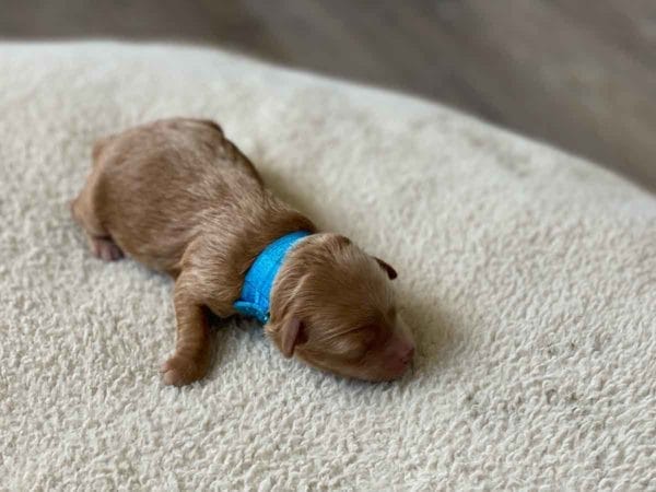 TEACUP GOLDENDOODLE PUPPIES, Precious Doodle Dogs, Teacup Doodle Dogs, Goldendoodle, Doodle Dog, Golden Doodles, Goldendoodle for sale, Goldendoodle puppies for sale, Miniature goldendoodle, goldendoodle puppies, mini goldendoodle, mini puppies, mini goldendoodle size, Mini Doodle Dogs, f1 goldendoodle, golden retriever poodle, chocolate goldendoodle, small doodles, goldendoodle temperament, goldendoodle colors, goldendoodle price, white goldendoodle, f2 goldendoodle, mini goldendoodle price, mini goldendoodle full grown, f1 mini goldendoodle, f1b goldendoodle, parti goldendoodle, goldendoodles near me, english goldendoodle, australian goldendoodle, red goldendoodle, doodle breeds, brown goldendoodle, goldendoodle cost, adult mini goldendoodle, golden noodle dog, doodle dog breeds, miniature golden doodle, miniature puppies, golden retriever poodle mix, A Star is Born, A star is born goldendoodle, a star is born dog, Bradley Cooper's Dog, Bradley Cooper Dog, Bradley Cooper's Goldendoodle, arizona goldendoodles, goldendoodle training, goldendoodle size, how big do mini goldendoodles get, goldendoodle full grown, baby goldendoodle, goldendoodle houston, golden doodles for sale, adult goldendoodle, apricot goldendoodle, goldendoodle grooming, mini golden doodles, goldendoodle shedding, f2b goldendoodle, goldendoodle hypoallergenic, goldendoodle names, english cream goldendoodle, golden retriever and poodle mix, mini goldendoodle puppies, micro goldendoodle, mini goldendoodle puppies for sale, miniature goldendoodle for sale, goldendoodle puppies for adoption, teddy bear goldendoodle, mini goldendoodle rescue, medium goldendoodle, black goldendoodle, mini goldendoodle for sale near me, goldendoodle puppies for sale near me, mini doodle, doodle puppies, mini goldendoodle for sale, goldendoodle breeders near me, miniature goldendoodle for sale near me, toy goldendoodle, petite goldendoodle, golden doodle dog, miniature goldendoodle puppies, mini goldendoodle puppies for sale near me, goldendoodles for sale near me, mini goldedoodle breeders, goldendoodle adoption, f1b mini goldendoodle, small goldendoodle, teacup goldendoodle, goldendoodle puppies near me, goldendoodle breeders, how to groom a goldendoodle, great doodle puppies, golden doodle mix, goldendoodle tampa, goldendoodle facts, white doodle dog, white goldendoodle puppy, mini goldendoodle maryland, country mini doodles, goldendoodle los angeles, toy labradoodle puppies for sale, types of goldendoodles, mini golden retriever puppies, golden goldendoodle, mini golden retriever puppies for sale, miniature australian goldendoodle, goldendoodle sacramento, goldendoodle omaha, labradoodle goldendoodle, f1 medium goldendoodle, BEST goldendoodles, pictures of mini goldendoodles, teacup goldendoodle full grown, micro mini goldendoodle full grown, toy goldendoodle price, goldendoodle chicago, retriever doodle, teacup goldendoodle puppies for sale, cute goldendoodle, mini teddy bear puppies, miniature goldendoodle full grown, f2 mini goldendoodle, goldendoodle spokane, mini goldendoodle chicago, micro mini goldendoodle, how nbig do miniature goldendoodles get, brown mini goldendoodle, mini doodle breeds, poodle doodle dog, what is a mini goldendoodle, black mini goldendoodle, mini irish doodle puppies for sale, f1b goldendoodle size, toy golden doodles, chocolate brown goldendoodle puppies for sale, petite goldendoodle full grown, goldendoodle behavior, american goldendoodle, f1b medium goldendoodle, goldendoodle puppy cost, cute goldendoodle puppies, goldendoodle indianapolis, teddy goldendoodle, mini goldendoodle weight, teddy bear golden doodles, f1b goldendoodle puppies for sale, miniature goldendoodle size, chocolate goldendoodle puppy, english cream mini goldendoodle, doodle puppies near me, red miniature goldendoodle, cream goldendoodle, goldendoodle puppy cut, mini goldendoodle hypoallergenic, dog breed goldendoodle, goldendoodle poodle mixes, goldendoodle allergies, goldendoodle info, sandy ridge goldendoodles, lakeshore goldendoodles, toy goldendoodle puppies for sale, labradoodle and goldendoodle, goldendoodle las vegas, goldendoodle phoenix, doodle breeders near me, miniature goldendoodle weight, black and white goldendoodle, sarasota goldendoodles, mini goldendoodle dallas, a goldendoodle, what is a goldendoodle, goldendoodle dallas, mini golden doodles for sale, ginger doodle puppy, how much does a mini goldendoodle cost, goldendoodle san antonio, goldendoodle photos, goldendoodle cuts, chocolate mini goldendoodle, all about goldendoodles, goldendoodle cincinnati, black doodle dog, goldendoodle weight, miniature goldendoodle breeders, goldendoodle information, miniature goldendoodle puppies for sale, doodle puppies for sale near me, black labradoodle puppies for sale, goldendoodle seattle, golden doodles near me, teacup goldendoodle for sale, golden retriever poodle puppy, goldendoodle rochester ny, goldendoodle and poodle mix, akc goldendoodle, goldendoodle kansas city, mini goldendoodle facts, goldendoodle austin, goldendoodle doodle, goldendoodle tulsa, curly goldendoodle, brown goldendoodle puppies, f1b labradoodle puppies for sale, red mini goldendoodle, goldendoodle poodle, chocolate goldendoodle for sale, tiny goldendoodle, goldendoodle puppies breeders, english goldendoodle puppies for sale, mini golden labradoodle, f1b mini teddy bear goldendoodles, red goldendoodle puppies for sale, miniature golden retriever breeders, f1 goldendoodles for sale, teacup goldendoodle puppies, toy mini goldendoodle, xs petite goldendoodle, f2 goldendoodle puppies for sale, mini goldendoodle cost, black goldendoodle for sale, english teddy bear goldendoodle, small doodle dogs, goldendoodle nashville, english goldendoodle puppies, golden retriever poodle mix for sale, red goldendoodle puppy, parti goldendoodles for sale, english cream goldendoodles for sale, doodle puppies for sale, golden retriever poodle mix puppies, goldendoodle tucson, f1b mini goldendoodle puppies for sale, mini goldendoodle breeders northeast, teddy bear goldendoodle, toy goldendoodle rescue, petite mini goldendoodle, goldendoodle stuff, mini goldendoodles near me, teddy bear goldendoodle puppies, f1 goldendoodle puppies, teddy bear goldendoodles for sale, silver goldendoodle, buy goldendoodle, mini golden doodle dog, teddy bear goldendoodles mini, micro mini goldendoodle puppies for sale, goldendoodle dogs for sale, best goldendoodle breeders, chocolate goldendoodle puppies for sale, doodle dogs for sale, toy goldendoodle puppies, mini doodle dog, toy goldendoodle breeders, doodles for sale, goldendoodle hypoallergenic dog, mini goldendoodle breeders near me, english goldendoodle breeders, f1b mini goldendoodle for sale, teacup goldendoodle price, petite goldendoodle for sale, mini english goldendoodle, mini goldendoodle info, miniature goldendoodle puppies for sale near me, black goldendoodle puppies for sale, f1 goldendoodle puppies for sale, Teacup Goldendoodles AL, Teacup Goldendoodles AK, Teacup Goldendoodles AZ, Teacup Goldendoodles AR, Teacup Goldendoodles CA, Teacup Goldendoodles CO, Teacup Goldendoodles CT, Teacup Goldendoodles DE, Teacup Goldendoodles FL, Teacup Goldendoodles GA, Teacup Goldendoodles HI, Teacup Goldendoodles ID, Teacup Goldendoodles IL, Teacup Goldendoodles IN, Teacup Goldendoodles IA, Teacup Goldendoodles KS, Teacup Goldendoodles KY, Teacup Goldendoodles LA, Teacup Goldendoodles ME, Teacup Goldendoodles MD, Teacup Goldendoodles MA, Teacup Goldendoodles MI, Teacup Goldendoodles MN, Teacup Goldendoodles MS, Teacup Goldendoodles MO, Teacup Goldendoodles MT, Teacup Goldendoodles NE, Teacup Goldendoodles NV, Teacup Goldendoodles NH, Teacup Goldendoodles NJ, Teacup Goldendoodles NM, Teacup Goldendoodles NY, Teacup Goldendoodles NC, Teacup Goldendoodles ND, Teacup Goldendoodles OH, Teacup Goldendoodles OK, Teacup Goldendoodles OR, Teacup Goldendoodles PA, Teacup Goldendoodles RI, Teacup Goldendoodles SC, Teacup Goldendoodles SD, Teacup Goldendoodles TN, Teacup Goldendoodles TX, Teacup Goldendoodles UT, Teacup Goldendoodles VT, Teacup Goldendoodles VA, Teacup Goldendoodles WA, Teacup Goldendoodles WV, Teacup Goldendoodles WI, Teacup Goldendoodles WY, Teacup Golden Doodles AL, Teacup Golden Doodles AK, Teacup Golden Doodles AZ, Teacup Golden Doodles AR, Teacup Golden Doodles CA, Teacup Golden Doodles CO, Teacup Golden Doodles CT, Teacup Golden Doodles DE, Teacup Golden Doodles FL, Teacup Golden Doodles GA, Teacup Golden Doodles HI, Teacup Golden Doodles ID, Teacup Golden Doodles IL, Teacup Golden Doodles IN, Teacup Golden Doodles IA, Teacup Golden Doodles KS, Teacup Golden Doodles KY, Teacup Golden Doodles LA, Teacup Golden Doodles ME, Teacup Golden Doodles MD, Teacup Golden Doodles MA, Teacup Golden Doodles MI, Teacup Golden Doodles MN, Teacup Golden Doodles MS, Teacup Golden Doodles MO, Teacup Golden Doodles MT, Teacup Golden Doodles NE, Teacup Golden Doodles NV, Teacup Golden Doodles NH, Teacup Golden Doodles NJ, Teacup Golden Doodles NM, Teacup Golden Doodles NY, Teacup Golden Doodles NC, Teacup Golden Doodles ND, Teacup Golden Doodles OH, Teacup Golden Doodles OK, Teacup Golden Doodles OR, Teacup Golden Doodles PA, Teacup Golden Doodles RI, Teacup Golden Doodles SC, Teacup Golden Doodles SD, Teacup Golden Doodles TN, Teacup Golden Doodles TX, Teacup Golden Doodles UT, Teacup Golden Doodles VT, Teacup Golden Doodles VA, Teacup Golden Doodles WA, Teacup Golden Doodles WV, Teacup Golden Doodles WI, Teacup Golden Doodles WY, Toy Goldendoodle Alabama, Toy Goldendoodle Alaska, Toy Goldendoodle Arizona, Toy Goldendoodle Arkansas, Toy Goldendoodle California, Toy Goldendoodle Colorado, Toy Goldendoodle Connecticut, Toy Goldendoodle Delaware, Toy Goldendoodle Florida, Toy Goldendoodle Georgia, Toy Goldendoodle Hawaii, Toy Goldendoodle Idaho, Toy Goldendoodle Illinois, Toy Goldendoodle Indiana, Toy Goldendoodle Iowa, Toy Goldendoodle Kansas, Toy Goldendoodle Kentucky, Toy Goldendoodle Louisiana, Toy Goldendoodle Maine, Toy Goldendoodle Maryland, Toy Goldendoodle Massachusetts, Toy Goldendoodle Michigan, Toy Goldendoodle Minnesota, Toy Goldendoodle Mississippi, Toy Goldendoodle Missouri, Toy Goldendoodle Montana, Toy Goldendoodle Nebraska, Toy Goldendoodle Nevada, Toy Goldendoodle New Hampshire, Toy Goldendoodle New Jersey, Toy Goldendoodle New Mexico, Toy Goldendoodle New York, Toy Goldendoodle North Carolina, Toy Goldendoodle North Dakota, Toy Goldendoodle Ohio, Toy Goldendoodle Oklahoma, Toy Goldendoodle Oregon, Toy Goldendoodle Pennsylvania, Toy Goldendoodle Rhode Island, Toy Goldendoodle South Carolina, Toy Goldendoodle South Dakota, Toy Goldendoodle Tennessee, Toy Goldendoodle Texas, Toy Goldendoodle Utah, Toy Goldendoodle Vermont, Toy Goldendoodle Virginia, Toy Goldendoodle Washington, Toy Goldendoodle West Virginia, Toy Goldendoodle Wisconsin, Toy Goldendoodle Wyoming, Teacup Goldendoodle breeders AL, Teacup Goldendoodle breeders AK, Teacup Goldendoodle breeders AZ, Teacup Goldendoodle breeders AR, Teacup Goldendoodle breeders CA, Teacup Goldendoodle breeders CO, Teacup Goldendoodle breeders CT, Teacup Goldendoodle breeders DE, Teacup Goldendoodle breeders FL, Teacup Goldendoodle breeders GA, Teacup Goldendoodle breeders HI, Teacup Goldendoodle breeders ID, Teacup Goldendoodle breeders IL, Teacup Goldendoodle breeders IN, Teacup Goldendoodle breeders IA, Teacup Goldendoodle breeders KS, Teacup Goldendoodle breeders KY, Teacup Goldendoodle breeders LA, Teacup Goldendoodle breeders ME, Teacup Goldendoodle breeders MD, Teacup Goldendoodle breeders MA, Teacup Goldendoodle breeders MI, Teacup Goldendoodle breeders MN, Teacup Goldendoodle breeders MS, Teacup Goldendoodle breeders MO, Teacup Goldendoodle breeders MT, Teacup Goldendoodle breeders NE, Teacup Goldendoodle breeders NV, Teacup Goldendoodle breeders NH, Teacup Goldendoodle breeders NJ, Teacup Goldendoodle breeders NM, Teacup Goldendoodle breeders NY, Teacup Goldendoodle breeders NC, Teacup Goldendoodle breeders ND, Teacup Goldendoodle breeders OH, Teacup Goldendoodle breeders OK, Teacup Goldendoodle breeders OR, Teacup Goldendoodle breeders PA, Teacup Goldendoodle breeders RI, Teacup Goldendoodle breeders SC, Teacup Goldendoodle breeders SD, Teacup Goldendoodle breeders TN, Teacup Goldendoodle breeders TX, Teacup Goldendoodle breeders UT, Teacup Goldendoodle breeders VT, Teacup Goldendoodle breeders VA, Teacup Goldendoodle breeders WA, Teacup Goldendoodle breeders WV, Teacup Goldendoodle breeders WI, Teacup Goldendoodle breeders WY, Teacup Golden doodle puppies for sale in AL, Teacup Golden doodle puppies for sale in AK, Teacup Golden doodle puppies for sale in AZ, Teacup Golden doodle puppies for sale in AR, Teacup Golden doodle puppies for sale in CA, Teacup Golden doodle puppies for sale in CO, Teacup Golden doodle puppies for sale in CT, Teacup Golden doodle puppies for sale in DE, Teacup Golden doodle puppies for sale in FL, Teacup Golden doodle puppies for sale in GA, Teacup Golden doodle puppies for sale in HI, Teacup Golden doodle puppies for sale in ID, Teacup Golden doodle puppies for sale in IL, Teacup Golden doodle puppies for sale in IN, Teacup Golden doodle puppies for sale in IA, Teacup Golden doodle puppies for sale in KS, Teacup Golden doodle puppies for sale in KY, Teacup Golden doodle puppies for sale in LA, Teacup Golden doodle puppies for sale in ME, Teacup Golden doodle puppies for sale in MD, Teacup Golden doodle puppies for sale in MA, Teacup Golden doodle puppies for sale in MI, Teacup Golden doodle puppies for sale in MN, Teacup Golden doodle puppies for sale in MS, Teacup Golden doodle puppies for sale in MO, Teacup Golden doodle puppies for sale in MT, Teacup Golden doodle puppies for sale in NE, Teacup Golden doodle puppies for sale in NV, Teacup Golden doodle puppies for sale in NH, Teacup Golden doodle puppies for sale in NJ, Teacup Golden doodle puppies for sale in NM, Teacup Golden doodle puppies for sale in NY, Teacup Golden doodle puppies for sale in NC, Teacup Golden doodle puppies for sale in ND, Teacup Golden doodle puppies for sale in OH, Teacup Golden doodle puppies for sale in OK, Teacup Golden doodle puppies for sale in OR, Teacup Golden doodle puppies for sale in PA, Teacup Golden doodle puppies for sale in RI, Teacup Golden doodle puppies for sale in SC, Teacup Golden doodle puppies for sale in SD, Teacup Golden doodle puppies for sale in TN, Teacup Golden doodle puppies for sale in TX, Teacup Golden doodle puppies for sale in UT, Teacup Golden doodle puppies for sale in VT, Teacup Golden doodle puppies for sale in VA, Teacup Golden doodle puppies for sale in WA, Teacup Golden doodle puppies for sale in WV, Teacup Golden doodle puppies for sale in WI, Teacup Golden doodle puppies for sale in WY, Teacup Goldendoodles for sale in AL, Teacup Goldendoodles for sale in AK, Teacup Goldendoodles for sale in AZ, Teacup Goldendoodles for sale in AR, Teacup Goldendoodles for sale in CA, Teacup Goldendoodles for sale in CO, Teacup Goldendoodles for sale in CT, Teacup Goldendoodles for sale in DE, Teacup Goldendoodles for sale in FL, Teacup Goldendoodles for sale in GA, Teacup Goldendoodles for sale in HI, Teacup Goldendoodles for sale in ID, Teacup Goldendoodles for sale in IL, Teacup Goldendoodles for sale in IN, Teacup Goldendoodles for sale in IA, Teacup Goldendoodles for sale in KS, Teacup Goldendoodles for sale in KY, Teacup Goldendoodles for sale in LA, Teacup Goldendoodles for sale in ME, Teacup Goldendoodles for sale in MD, Teacup Goldendoodles for sale in MA, Teacup Goldendoodles for sale in MI, Teacup Goldendoodles for sale in MN, Teacup Goldendoodles for sale in MS, Teacup Goldendoodles for sale in MO, Teacup Goldendoodles for sale in MT, Teacup Goldendoodles for sale in NE, Teacup Goldendoodles for sale in NV, Teacup Goldendoodles for sale in NH, Teacup Goldendoodles for sale in NJ, Teacup Goldendoodles for sale in NM, Teacup Goldendoodles for sale in NY, Teacup Goldendoodles for sale in NC, Teacup Goldendoodles for sale in ND, Teacup Goldendoodles for sale in OH, Teacup Goldendoodles for sale in OK, Teacup Goldendoodles for sale in OR, Teacup Goldendoodles for sale in PA, Teacup Goldendoodles for sale in RI, Teacup Goldendoodles for sale in SC, Teacup Goldendoodles for sale in SD, Teacup Goldendoodles for sale in TN, Teacup Goldendoodles for sale in TX, Teacup Goldendoodles for sale in UT, Teacup Goldendoodles for sale in VT, Teacup Goldendoodles for sale in VA, Teacup Goldendoodles for sale in WA, Teacup Goldendoodles for sale in WV, Teacup Goldendoodles for sale in WI, Teacup Goldendoodles for sale in WY, Teacup Goldendoodle Alabama, Teacup Goldendoodle Alaska, Teacup Goldendoodle Arizona, Teacup Goldendoodle Arkansas, Teacup Goldendoodle California, Teacup Goldendoodle Colorado, Teacup Goldendoodle Connecticut, Teacup Goldendoodle Delaware, Teacup Goldendoodle Florida, Teacup Goldendoodle Georgia, Teacup Goldendoodle Hawaii, Teacup Goldendoodle Idaho, Teacup Goldendoodle Illinois, Teacup Goldendoodle Indiana, Teacup Goldendoodle Iowa, Teacup Goldendoodle Kansas, Teacup Goldendoodle Kentucky, Teacup Goldendoodle Louisiana, Teacup Goldendoodle Maine, Teacup Goldendoodle Maryland, Teacup Goldendoodle Massachusetts, Teacup Goldendoodle Michigan, Teacup Goldendoodle Minnesota, Teacup Goldendoodle Mississippi, Teacup Goldendoodle Missouri, Teacup Goldendoodle Montana, Teacup Goldendoodle Nebraska, Teacup Goldendoodle Nevada, Teacup Goldendoodle New Hampshire, Teacup Goldendoodle New Jersey, Teacup Goldendoodle New Mexico, Teacup Goldendoodle New York, Teacup Goldendoodle North Carolina, Teacup Goldendoodle North Dakota, Teacup Goldendoodle Ohio, Teacup Goldendoodle Oklahoma, Teacup Goldendoodle Oregon, Teacup Goldendoodle Pennsylvania, Teacup Goldendoodle Rhode Island, Teacup Goldendoodle South Carolina, Teacup Goldendoodle South Dakota, Teacup Goldendoodle Tennessee, Teacup Goldendoodle Texas, Teacup Goldendoodle Utah, Teacup Goldendoodle Vermont, Teacup Goldendoodle Virginia, Teacup Goldendoodle Washington, Teacup Goldendoodle West Virginia, Teacup Goldendoodle Wisconsin, Teacup Goldendoodle Wyoming, Goldendoodle Breeders AL, Goldendoodle Breeders AK, Goldendoodle Breeders AZ, Goldendoodle Breeders AR, Goldendoodle Breeders CA, Goldendoodle Breeders CO, Goldendoodle Breeders CT, Goldendoodle Breeders DE, Goldendoodle Breeders FL, Goldendoodle Breeders GA, Goldendoodle Breeders HI, Goldendoodle Breeders ID, Goldendoodle Breeders IL, Goldendoodle Breeders IN, Goldendoodle Breeders IA, Goldendoodle Breeders KS, Goldendoodle Breeders KY, Goldendoodle Breeders LA, Goldendoodle Breeders ME, Goldendoodle Breeders MD, Goldendoodle Breeders MA, Goldendoodle Breeders MI, Goldendoodle Breeders MN, Goldendoodle Breeders MS, Goldendoodle Breeders MO, Goldendoodle Breeders MT, Goldendoodle Breeders NE, Goldendoodle Breeders NV, Goldendoodle Breeders NH, Goldendoodle Breeders NJ, Goldendoodle Breeders NM, Goldendoodle Breeders NY, Goldendoodle Breeders NC, Goldendoodle Breeders ND, Goldendoodle Breeders OH, Goldendoodle Breeders OK, Goldendoodle Breeders OR, Goldendoodle Breeders PA, Goldendoodle Breeders RI, Goldendoodle Breeders SC, Goldendoodle Breeders SD, Goldendoodle Breeders TN, Goldendoodle Breeders TX, Goldendoodle Breeders UT, Goldendoodle Breeders VT, Goldendoodle Breeders VA, Goldendoodle Breeders WA, Goldendoodle Breeders WV, Goldendoodle Breeders WI, Goldendoodle Breeders WY, Teacup Golden doodles for sale in AL, Teacup Golden doodles for sale in AK, Teacup Golden doodles for sale in AZ, Teacup Golden doodles for sale in AR, Teacup Golden doodles for sale in CA, Teacup Golden doodles for sale in CO, Teacup Golden doodles for sale in CT, Teacup Golden doodles for sale in DE, Teacup Golden doodles for sale in FL, Teacup Golden doodles for sale in GA, Teacup Golden doodles for sale in HI, Teacup Golden doodles for sale in ID, Teacup Golden doodles for sale in IL, Teacup Golden doodles for sale in IN, Teacup Golden doodles for sale in IA, Teacup Golden doodles for sale in KS, Teacup Golden doodles for sale in KY, Teacup Golden doodles for sale in LA, Teacup Golden doodles for sale in ME, Teacup Golden doodles for sale in MD, Teacup Golden doodles for sale in MA, Teacup Golden doodles for sale in MI, Teacup Golden doodles for sale in MN, Teacup Golden doodles for sale in MS, Teacup Golden doodles for sale in MO, Teacup Golden doodles for sale in MT, Teacup Golden doodles for sale in NE, Teacup Golden doodles for sale in NV, Teacup Golden doodles for sale in NH, Teacup Golden doodles for sale in NJ, Teacup Golden doodles for sale in NM, Teacup Golden doodles for sale in NY, Teacup Golden doodles for sale in NC, Teacup Golden doodles for sale in ND, Teacup Golden doodles for sale in OH, Teacup Golden doodles for sale in OK, Teacup Golden doodles for sale in OR, Teacup Golden doodles for sale in PA, Teacup Golden doodles for sale in RI, Teacup Golden doodles for sale in SC, Teacup Golden doodles for sale in SD, Teacup Golden doodles for sale in TN, Teacup Golden doodles for sale in TX, Teacup Golden doodles for sale in UT, Teacup Golden doodles for sale in VT, Teacup Golden doodles for sale in VA, Teacup Golden doodles for sale in WA, Teacup Golden doodles for sale in WV, Teacup Golden doodles for sale in WI, Teacup Golden doodles for sale in WY,