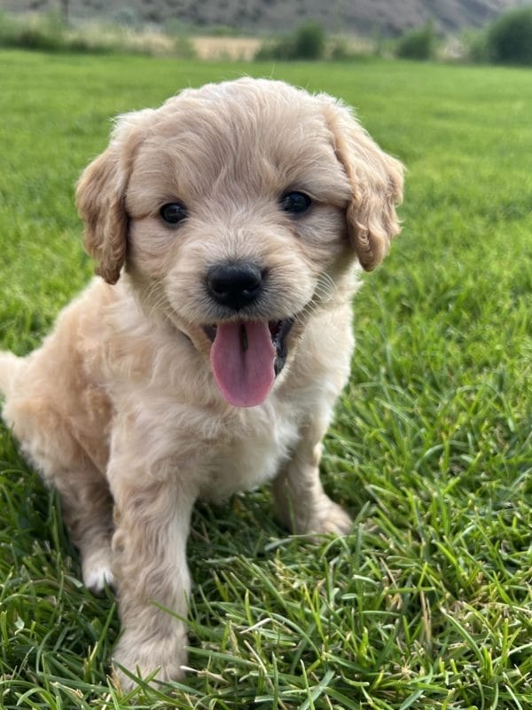 Alexa - Mini Goldendoodle Girl