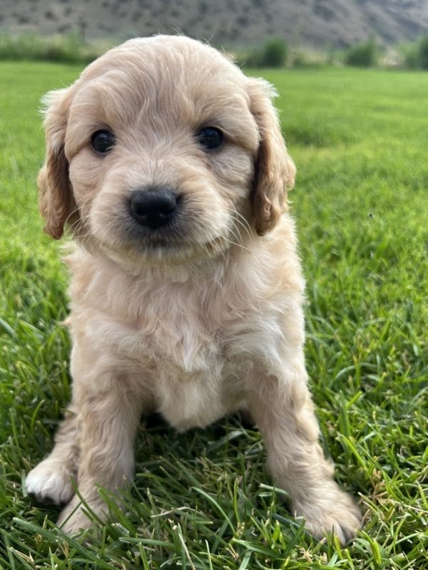 Alexa - Mini Goldendoodle Girl - Image 10