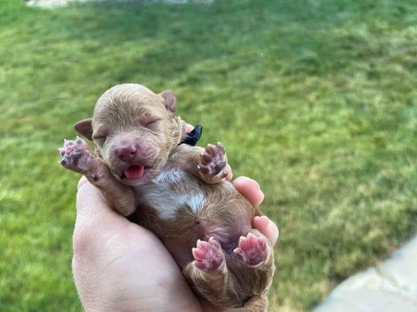 TEACUP GOLDENDOODLE PUPPIES, Precious Doodle Dogs, Teacup Doodle Dogs, Goldendoodle, Doodle Dog, Golden Doodles, Goldendoodle for sale, Goldendoodle puppies for sale, Miniature goldendoodle, goldendoodle puppies, mini goldendoodle, mini puppies, mini goldendoodle size, Mini Doodle Dogs, f1 goldendoodle, golden retriever poodle, chocolate goldendoodle, small doodles, goldendoodle temperament, goldendoodle colors, goldendoodle price, white goldendoodle, f2 goldendoodle, mini goldendoodle price, mini goldendoodle full grown, f1 mini goldendoodle, f1b goldendoodle, parti goldendoodle, goldendoodles near me, english goldendoodle, australian goldendoodle, red goldendoodle, doodle breeds, brown goldendoodle, goldendoodle cost, adult mini goldendoodle, golden noodle dog, doodle dog breeds, miniature golden doodle, miniature puppies, golden retriever poodle mix, A Star is Born, A star is born goldendoodle, a star is born dog, Bradley Cooper's Dog, Bradley Cooper Dog, Bradley Cooper's Goldendoodle, arizona goldendoodles, goldendoodle training, goldendoodle size, how big do mini goldendoodles get, goldendoodle full grown, baby goldendoodle, goldendoodle houston, golden doodles for sale, adult goldendoodle, apricot goldendoodle, goldendoodle grooming, mini golden doodles, goldendoodle shedding, f2b goldendoodle, goldendoodle hypoallergenic, goldendoodle names, english cream goldendoodle, golden retriever and poodle mix, mini goldendoodle puppies, micro goldendoodle, mini goldendoodle puppies for sale, miniature goldendoodle for sale, goldendoodle puppies for adoption, teddy bear goldendoodle, mini goldendoodle rescue, medium goldendoodle, black goldendoodle, mini goldendoodle for sale near me, goldendoodle puppies for sale near me, mini doodle, doodle puppies, mini goldendoodle for sale, goldendoodle breeders near me, miniature goldendoodle for sale near me, toy goldendoodle, petite goldendoodle, golden doodle dog, miniature goldendoodle puppies, mini goldendoodle puppies for sale near me, goldendoodles for sale near me, mini goldedoodle breeders, goldendoodle adoption, f1b mini goldendoodle, small goldendoodle, teacup goldendoodle, goldendoodle puppies near me, goldendoodle breeders, how to groom a goldendoodle, great doodle puppies, golden doodle mix, goldendoodle tampa, goldendoodle facts, white doodle dog, white goldendoodle puppy, mini goldendoodle maryland, country mini doodles, goldendoodle los angeles, toy labradoodle puppies for sale, types of goldendoodles, mini golden retriever puppies, golden goldendoodle, mini golden retriever puppies for sale, miniature australian goldendoodle, goldendoodle sacramento, goldendoodle omaha, labradoodle goldendoodle, f1 medium goldendoodle, BEST goldendoodles, pictures of mini goldendoodles, teacup goldendoodle full grown, micro mini goldendoodle full grown, toy goldendoodle price, goldendoodle chicago, retriever doodle, teacup goldendoodle puppies for sale, cute goldendoodle, mini teddy bear puppies, miniature goldendoodle full grown, f2 mini goldendoodle, goldendoodle spokane, mini goldendoodle chicago, micro mini goldendoodle, how nbig do miniature goldendoodles get, brown mini goldendoodle, mini doodle breeds, poodle doodle dog, what is a mini goldendoodle, black mini goldendoodle, mini irish doodle puppies for sale, f1b goldendoodle size, toy golden doodles, chocolate brown goldendoodle puppies for sale, petite goldendoodle full grown, goldendoodle behavior, american goldendoodle, f1b medium goldendoodle, goldendoodle puppy cost, cute goldendoodle puppies, goldendoodle indianapolis, teddy goldendoodle, mini goldendoodle weight, teddy bear golden doodles, f1b goldendoodle puppies for sale, miniature goldendoodle size, chocolate goldendoodle puppy, english cream mini goldendoodle, doodle puppies near me, red miniature goldendoodle, cream goldendoodle, goldendoodle puppy cut, mini goldendoodle hypoallergenic, dog breed goldendoodle, goldendoodle poodle mixes, goldendoodle allergies, goldendoodle info, sandy ridge goldendoodles, lakeshore goldendoodles, toy goldendoodle puppies for sale, labradoodle and goldendoodle, goldendoodle las vegas, goldendoodle phoenix, doodle breeders near me, miniature goldendoodle weight, black and white goldendoodle, sarasota goldendoodles, mini goldendoodle dallas, a goldendoodle, what is a goldendoodle, goldendoodle dallas, mini golden doodles for sale, ginger doodle puppy, how much does a mini goldendoodle cost, goldendoodle san antonio, goldendoodle photos, goldendoodle cuts, chocolate mini goldendoodle, all about goldendoodles, goldendoodle cincinnati, black doodle dog, goldendoodle weight, miniature goldendoodle breeders, goldendoodle information, miniature goldendoodle puppies for sale, doodle puppies for sale near me, black labradoodle puppies for sale, goldendoodle seattle, golden doodles near me, teacup goldendoodle for sale, golden retriever poodle puppy, goldendoodle rochester ny, goldendoodle and poodle mix, akc goldendoodle, goldendoodle kansas city, mini goldendoodle facts, goldendoodle austin, goldendoodle doodle, goldendoodle tulsa, curly goldendoodle, brown goldendoodle puppies, f1b labradoodle puppies for sale, red mini goldendoodle, goldendoodle poodle, chocolate goldendoodle for sale, tiny goldendoodle, goldendoodle puppies breeders, english goldendoodle puppies for sale, mini golden labradoodle, f1b mini teddy bear goldendoodles, red goldendoodle puppies for sale, miniature golden retriever breeders, f1 goldendoodles for sale, teacup goldendoodle puppies, toy mini goldendoodle, xs petite goldendoodle, f2 goldendoodle puppies for sale, mini goldendoodle cost, black goldendoodle for sale, english teddy bear goldendoodle, small doodle dogs, goldendoodle nashville, english goldendoodle puppies, golden retriever poodle mix for sale, red goldendoodle puppy, parti goldendoodles for sale, english cream goldendoodles for sale, doodle puppies for sale, golden retriever poodle mix puppies, goldendoodle tucson, f1b mini goldendoodle puppies for sale, mini goldendoodle breeders northeast, teddy bear goldendoodle, toy goldendoodle rescue, petite mini goldendoodle, goldendoodle stuff, mini goldendoodles near me, teddy bear goldendoodle puppies, f1 goldendoodle puppies, teddy bear goldendoodles for sale, silver goldendoodle, buy goldendoodle, mini golden doodle dog, teddy bear goldendoodles mini, micro mini goldendoodle puppies for sale, goldendoodle dogs for sale, best goldendoodle breeders, chocolate goldendoodle puppies for sale, doodle dogs for sale, toy goldendoodle puppies, mini doodle dog, toy goldendoodle breeders, doodles for sale, goldendoodle hypoallergenic dog, mini goldendoodle breeders near me, english goldendoodle breeders, f1b mini goldendoodle for sale, teacup goldendoodle price, petite goldendoodle for sale, mini english goldendoodle, mini goldendoodle info, miniature goldendoodle puppies for sale near me, black goldendoodle puppies for sale, f1 goldendoodle puppies for sale, Teacup Goldendoodles AL, Teacup Goldendoodles AK, Teacup Goldendoodles AZ, Teacup Goldendoodles AR, Teacup Goldendoodles CA, Teacup Goldendoodles CO, Teacup Goldendoodles CT, Teacup Goldendoodles DE, Teacup Goldendoodles FL, Teacup Goldendoodles GA, Teacup Goldendoodles HI, Teacup Goldendoodles ID, Teacup Goldendoodles IL, Teacup Goldendoodles IN, Teacup Goldendoodles IA, Teacup Goldendoodles KS, Teacup Goldendoodles KY, Teacup Goldendoodles LA, Teacup Goldendoodles ME, Teacup Goldendoodles MD, Teacup Goldendoodles MA, Teacup Goldendoodles MI, Teacup Goldendoodles MN, Teacup Goldendoodles MS, Teacup Goldendoodles MO, Teacup Goldendoodles MT, Teacup Goldendoodles NE, Teacup Goldendoodles NV, Teacup Goldendoodles NH, Teacup Goldendoodles NJ, Teacup Goldendoodles NM, Teacup Goldendoodles NY, Teacup Goldendoodles NC, Teacup Goldendoodles ND, Teacup Goldendoodles OH, Teacup Goldendoodles OK, Teacup Goldendoodles OR, Teacup Goldendoodles PA, Teacup Goldendoodles RI, Teacup Goldendoodles SC, Teacup Goldendoodles SD, Teacup Goldendoodles TN, Teacup Goldendoodles TX, Teacup Goldendoodles UT, Teacup Goldendoodles VT, Teacup Goldendoodles VA, Teacup Goldendoodles WA, Teacup Goldendoodles WV, Teacup Goldendoodles WI, Teacup Goldendoodles WY, Teacup Golden Doodles AL, Teacup Golden Doodles AK, Teacup Golden Doodles AZ, Teacup Golden Doodles AR, Teacup Golden Doodles CA, Teacup Golden Doodles CO, Teacup Golden Doodles CT, Teacup Golden Doodles DE, Teacup Golden Doodles FL, Teacup Golden Doodles GA, Teacup Golden Doodles HI, Teacup Golden Doodles ID, Teacup Golden Doodles IL, Teacup Golden Doodles IN, Teacup Golden Doodles IA, Teacup Golden Doodles KS, Teacup Golden Doodles KY, Teacup Golden Doodles LA, Teacup Golden Doodles ME, Teacup Golden Doodles MD, Teacup Golden Doodles MA, Teacup Golden Doodles MI, Teacup Golden Doodles MN, Teacup Golden Doodles MS, Teacup Golden Doodles MO, Teacup Golden Doodles MT, Teacup Golden Doodles NE, Teacup Golden Doodles NV, Teacup Golden Doodles NH, Teacup Golden Doodles NJ, Teacup Golden Doodles NM, Teacup Golden Doodles NY, Teacup Golden Doodles NC, Teacup Golden Doodles ND, Teacup Golden Doodles OH, Teacup Golden Doodles OK, Teacup Golden Doodles OR, Teacup Golden Doodles PA, Teacup Golden Doodles RI, Teacup Golden Doodles SC, Teacup Golden Doodles SD, Teacup Golden Doodles TN, Teacup Golden Doodles TX, Teacup Golden Doodles UT, Teacup Golden Doodles VT, Teacup Golden Doodles VA, Teacup Golden Doodles WA, Teacup Golden Doodles WV, Teacup Golden Doodles WI, Teacup Golden Doodles WY, Toy Goldendoodle Alabama, Toy Goldendoodle Alaska, Toy Goldendoodle Arizona, Toy Goldendoodle Arkansas, Toy Goldendoodle California, Toy Goldendoodle Colorado, Toy Goldendoodle Connecticut, Toy Goldendoodle Delaware, Toy Goldendoodle Florida, Toy Goldendoodle Georgia, Toy Goldendoodle Hawaii, Toy Goldendoodle Idaho, Toy Goldendoodle Illinois, Toy Goldendoodle Indiana, Toy Goldendoodle Iowa, Toy Goldendoodle Kansas, Toy Goldendoodle Kentucky, Toy Goldendoodle Louisiana, Toy Goldendoodle Maine, Toy Goldendoodle Maryland, Toy Goldendoodle Massachusetts, Toy Goldendoodle Michigan, Toy Goldendoodle Minnesota, Toy Goldendoodle Mississippi, Toy Goldendoodle Missouri, Toy Goldendoodle Montana, Toy Goldendoodle Nebraska, Toy Goldendoodle Nevada, Toy Goldendoodle New Hampshire, Toy Goldendoodle New Jersey, Toy Goldendoodle New Mexico, Toy Goldendoodle New York, Toy Goldendoodle North Carolina, Toy Goldendoodle North Dakota, Toy Goldendoodle Ohio, Toy Goldendoodle Oklahoma, Toy Goldendoodle Oregon, Toy Goldendoodle Pennsylvania, Toy Goldendoodle Rhode Island, Toy Goldendoodle South Carolina, Toy Goldendoodle South Dakota, Toy Goldendoodle Tennessee, Toy Goldendoodle Texas, Toy Goldendoodle Utah, Toy Goldendoodle Vermont, Toy Goldendoodle Virginia, Toy Goldendoodle Washington, Toy Goldendoodle West Virginia, Toy Goldendoodle Wisconsin, Toy Goldendoodle Wyoming, Teacup Goldendoodle breeders AL, Teacup Goldendoodle breeders AK, Teacup Goldendoodle breeders AZ, Teacup Goldendoodle breeders AR, Teacup Goldendoodle breeders CA, Teacup Goldendoodle breeders CO, Teacup Goldendoodle breeders CT, Teacup Goldendoodle breeders DE, Teacup Goldendoodle breeders FL, Teacup Goldendoodle breeders GA, Teacup Goldendoodle breeders HI, Teacup Goldendoodle breeders ID, Teacup Goldendoodle breeders IL, Teacup Goldendoodle breeders IN, Teacup Goldendoodle breeders IA, Teacup Goldendoodle breeders KS, Teacup Goldendoodle breeders KY, Teacup Goldendoodle breeders LA, Teacup Goldendoodle breeders ME, Teacup Goldendoodle breeders MD, Teacup Goldendoodle breeders MA, Teacup Goldendoodle breeders MI, Teacup Goldendoodle breeders MN, Teacup Goldendoodle breeders MS, Teacup Goldendoodle breeders MO, Teacup Goldendoodle breeders MT, Teacup Goldendoodle breeders NE, Teacup Goldendoodle breeders NV, Teacup Goldendoodle breeders NH, Teacup Goldendoodle breeders NJ, Teacup Goldendoodle breeders NM, Teacup Goldendoodle breeders NY, Teacup Goldendoodle breeders NC, Teacup Goldendoodle breeders ND, Teacup Goldendoodle breeders OH, Teacup Goldendoodle breeders OK, Teacup Goldendoodle breeders OR, Teacup Goldendoodle breeders PA, Teacup Goldendoodle breeders RI, Teacup Goldendoodle breeders SC, Teacup Goldendoodle breeders SD, Teacup Goldendoodle breeders TN, Teacup Goldendoodle breeders TX, Teacup Goldendoodle breeders UT, Teacup Goldendoodle breeders VT, Teacup Goldendoodle breeders VA, Teacup Goldendoodle breeders WA, Teacup Goldendoodle breeders WV, Teacup Goldendoodle breeders WI, Teacup Goldendoodle breeders WY, Teacup Golden doodle puppies for sale in AL, Teacup Golden doodle puppies for sale in AK, Teacup Golden doodle puppies for sale in AZ, Teacup Golden doodle puppies for sale in AR, Teacup Golden doodle puppies for sale in CA, Teacup Golden doodle puppies for sale in CO, Teacup Golden doodle puppies for sale in CT, Teacup Golden doodle puppies for sale in DE, Teacup Golden doodle puppies for sale in FL, Teacup Golden doodle puppies for sale in GA, Teacup Golden doodle puppies for sale in HI, Teacup Golden doodle puppies for sale in ID, Teacup Golden doodle puppies for sale in IL, Teacup Golden doodle puppies for sale in IN, Teacup Golden doodle puppies for sale in IA, Teacup Golden doodle puppies for sale in KS, Teacup Golden doodle puppies for sale in KY, Teacup Golden doodle puppies for sale in LA, Teacup Golden doodle puppies for sale in ME, Teacup Golden doodle puppies for sale in MD, Teacup Golden doodle puppies for sale in MA, Teacup Golden doodle puppies for sale in MI, Teacup Golden doodle puppies for sale in MN, Teacup Golden doodle puppies for sale in MS, Teacup Golden doodle puppies for sale in MO, Teacup Golden doodle puppies for sale in MT, Teacup Golden doodle puppies for sale in NE, Teacup Golden doodle puppies for sale in NV, Teacup Golden doodle puppies for sale in NH, Teacup Golden doodle puppies for sale in NJ, Teacup Golden doodle puppies for sale in NM, Teacup Golden doodle puppies for sale in NY, Teacup Golden doodle puppies for sale in NC, Teacup Golden doodle puppies for sale in ND, Teacup Golden doodle puppies for sale in OH, Teacup Golden doodle puppies for sale in OK, Teacup Golden doodle puppies for sale in OR, Teacup Golden doodle puppies for sale in PA, Teacup Golden doodle puppies for sale in RI, Teacup Golden doodle puppies for sale in SC, Teacup Golden doodle puppies for sale in SD, Teacup Golden doodle puppies for sale in TN, Teacup Golden doodle puppies for sale in TX, Teacup Golden doodle puppies for sale in UT, Teacup Golden doodle puppies for sale in VT, Teacup Golden doodle puppies for sale in VA, Teacup Golden doodle puppies for sale in WA, Teacup Golden doodle puppies for sale in WV, Teacup Golden doodle puppies for sale in WI, Teacup Golden doodle puppies for sale in WY, Teacup Goldendoodles for sale in AL, Teacup Goldendoodles for sale in AK, Teacup Goldendoodles for sale in AZ, Teacup Goldendoodles for sale in AR, Teacup Goldendoodles for sale in CA, Teacup Goldendoodles for sale in CO, Teacup Goldendoodles for sale in CT, Teacup Goldendoodles for sale in DE, Teacup Goldendoodles for sale in FL, Teacup Goldendoodles for sale in GA, Teacup Goldendoodles for sale in HI, Teacup Goldendoodles for sale in ID, Teacup Goldendoodles for sale in IL, Teacup Goldendoodles for sale in IN, Teacup Goldendoodles for sale in IA, Teacup Goldendoodles for sale in KS, Teacup Goldendoodles for sale in KY, Teacup Goldendoodles for sale in LA, Teacup Goldendoodles for sale in ME, Teacup Goldendoodles for sale in MD, Teacup Goldendoodles for sale in MA, Teacup Goldendoodles for sale in MI, Teacup Goldendoodles for sale in MN, Teacup Goldendoodles for sale in MS, Teacup Goldendoodles for sale in MO, Teacup Goldendoodles for sale in MT, Teacup Goldendoodles for sale in NE, Teacup Goldendoodles for sale in NV, Teacup Goldendoodles for sale in NH, Teacup Goldendoodles for sale in NJ, Teacup Goldendoodles for sale in NM, Teacup Goldendoodles for sale in NY, Teacup Goldendoodles for sale in NC, Teacup Goldendoodles for sale in ND, Teacup Goldendoodles for sale in OH, Teacup Goldendoodles for sale in OK, Teacup Goldendoodles for sale in OR, Teacup Goldendoodles for sale in PA, Teacup Goldendoodles for sale in RI, Teacup Goldendoodles for sale in SC, Teacup Goldendoodles for sale in SD, Teacup Goldendoodles for sale in TN, Teacup Goldendoodles for sale in TX, Teacup Goldendoodles for sale in UT, Teacup Goldendoodles for sale in VT, Teacup Goldendoodles for sale in VA, Teacup Goldendoodles for sale in WA, Teacup Goldendoodles for sale in WV, Teacup Goldendoodles for sale in WI, Teacup Goldendoodles for sale in WY, Teacup Goldendoodle Alabama, Teacup Goldendoodle Alaska, Teacup Goldendoodle Arizona, Teacup Goldendoodle Arkansas, Teacup Goldendoodle California, Teacup Goldendoodle Colorado, Teacup Goldendoodle Connecticut, Teacup Goldendoodle Delaware, Teacup Goldendoodle Florida, Teacup Goldendoodle Georgia, Teacup Goldendoodle Hawaii, Teacup Goldendoodle Idaho, Teacup Goldendoodle Illinois, Teacup Goldendoodle Indiana, Teacup Goldendoodle Iowa, Teacup Goldendoodle Kansas, Teacup Goldendoodle Kentucky, Teacup Goldendoodle Louisiana, Teacup Goldendoodle Maine, Teacup Goldendoodle Maryland, Teacup Goldendoodle Massachusetts, Teacup Goldendoodle Michigan, Teacup Goldendoodle Minnesota, Teacup Goldendoodle Mississippi, Teacup Goldendoodle Missouri, Teacup Goldendoodle Montana, Teacup Goldendoodle Nebraska, Teacup Goldendoodle Nevada, Teacup Goldendoodle New Hampshire, Teacup Goldendoodle New Jersey, Teacup Goldendoodle New Mexico, Teacup Goldendoodle New York, Teacup Goldendoodle North Carolina, Teacup Goldendoodle North Dakota, Teacup Goldendoodle Ohio, Teacup Goldendoodle Oklahoma, Teacup Goldendoodle Oregon, Teacup Goldendoodle Pennsylvania, Teacup Goldendoodle Rhode Island, Teacup Goldendoodle South Carolina, Teacup Goldendoodle South Dakota, Teacup Goldendoodle Tennessee, Teacup Goldendoodle Texas, Teacup Goldendoodle Utah, Teacup Goldendoodle Vermont, Teacup Goldendoodle Virginia, Teacup Goldendoodle Washington, Teacup Goldendoodle West Virginia, Teacup Goldendoodle Wisconsin, Teacup Goldendoodle Wyoming, Goldendoodle Breeders AL, Goldendoodle Breeders AK, Goldendoodle Breeders AZ, Goldendoodle Breeders AR, Goldendoodle Breeders CA, Goldendoodle Breeders CO, Goldendoodle Breeders CT, Goldendoodle Breeders DE, Goldendoodle Breeders FL, Goldendoodle Breeders GA, Goldendoodle Breeders HI, Goldendoodle Breeders ID, Goldendoodle Breeders IL, Goldendoodle Breeders IN, Goldendoodle Breeders IA, Goldendoodle Breeders KS, Goldendoodle Breeders KY, Goldendoodle Breeders LA, Goldendoodle Breeders ME, Goldendoodle Breeders MD, Goldendoodle Breeders MA, Goldendoodle Breeders MI, Goldendoodle Breeders MN, Goldendoodle Breeders MS, Goldendoodle Breeders MO, Goldendoodle Breeders MT, Goldendoodle Breeders NE, Goldendoodle Breeders NV, Goldendoodle Breeders NH, Goldendoodle Breeders NJ, Goldendoodle Breeders NM, Goldendoodle Breeders NY, Goldendoodle Breeders NC, Goldendoodle Breeders ND, Goldendoodle Breeders OH, Goldendoodle Breeders OK, Goldendoodle Breeders OR, Goldendoodle Breeders PA, Goldendoodle Breeders RI, Goldendoodle Breeders SC, Goldendoodle Breeders SD, Goldendoodle Breeders TN, Goldendoodle Breeders TX, Goldendoodle Breeders UT, Goldendoodle Breeders VT, Goldendoodle Breeders VA, Goldendoodle Breeders WA, Goldendoodle Breeders WV, Goldendoodle Breeders WI, Goldendoodle Breeders WY, Teacup Golden doodles for sale in AL, Teacup Golden doodles for sale in AK, Teacup Golden doodles for sale in AZ, Teacup Golden doodles for sale in AR, Teacup Golden doodles for sale in CA, Teacup Golden doodles for sale in CO, Teacup Golden doodles for sale in CT, Teacup Golden doodles for sale in DE, Teacup Golden doodles for sale in FL, Teacup Golden doodles for sale in GA, Teacup Golden doodles for sale in HI, Teacup Golden doodles for sale in ID, Teacup Golden doodles for sale in IL, Teacup Golden doodles for sale in IN, Teacup Golden doodles for sale in IA, Teacup Golden doodles for sale in KS, Teacup Golden doodles for sale in KY, Teacup Golden doodles for sale in LA, Teacup Golden doodles for sale in ME, Teacup Golden doodles for sale in MD, Teacup Golden doodles for sale in MA, Teacup Golden doodles for sale in MI, Teacup Golden doodles for sale in MN, Teacup Golden doodles for sale in MS, Teacup Golden doodles for sale in MO, Teacup Golden doodles for sale in MT, Teacup Golden doodles for sale in NE, Teacup Golden doodles for sale in NV, Teacup Golden doodles for sale in NH, Teacup Golden doodles for sale in NJ, Teacup Golden doodles for sale in NM, Teacup Golden doodles for sale in NY, Teacup Golden doodles for sale in NC, Teacup Golden doodles for sale in ND, Teacup Golden doodles for sale in OH, Teacup Golden doodles for sale in OK, Teacup Golden doodles for sale in OR, Teacup Golden doodles for sale in PA, Teacup Golden doodles for sale in RI, Teacup Golden doodles for sale in SC, Teacup Golden doodles for sale in SD, Teacup Golden doodles for sale in TN, Teacup Golden doodles for sale in TX, Teacup Golden doodles for sale in UT, Teacup Golden doodles for sale in VT, Teacup Golden doodles for sale in VA, Teacup Golden doodles for sale in WA, Teacup Golden doodles for sale in WV, Teacup Golden doodles for sale in WI, Teacup Golden doodles for sale in WY,