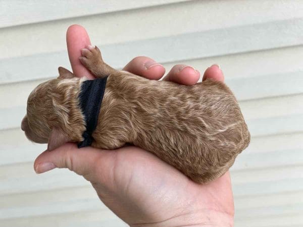TEACUP GOLDENDOODLE PUPPIES, Precious Doodle Dogs, Teacup Doodle Dogs, Goldendoodle, Doodle Dog, Golden Doodles, Goldendoodle for sale, Goldendoodle puppies for sale, Miniature goldendoodle, goldendoodle puppies, mini goldendoodle, mini puppies, mini goldendoodle size, Mini Doodle Dogs, f1 goldendoodle, golden retriever poodle, chocolate goldendoodle, small doodles, goldendoodle temperament, goldendoodle colors, goldendoodle price, white goldendoodle, f2 goldendoodle, mini goldendoodle price, mini goldendoodle full grown, f1 mini goldendoodle, f1b goldendoodle, parti goldendoodle, goldendoodles near me, english goldendoodle, australian goldendoodle, red goldendoodle, doodle breeds, brown goldendoodle, goldendoodle cost, adult mini goldendoodle, golden noodle dog, doodle dog breeds, miniature golden doodle, miniature puppies, golden retriever poodle mix, A Star is Born, A star is born goldendoodle, a star is born dog, Bradley Cooper's Dog, Bradley Cooper Dog, Bradley Cooper's Goldendoodle, arizona goldendoodles, goldendoodle training, goldendoodle size, how big do mini goldendoodles get, goldendoodle full grown, baby goldendoodle, goldendoodle houston, golden doodles for sale, adult goldendoodle, apricot goldendoodle, goldendoodle grooming, mini golden doodles, goldendoodle shedding, f2b goldendoodle, goldendoodle hypoallergenic, goldendoodle names, english cream goldendoodle, golden retriever and poodle mix, mini goldendoodle puppies, micro goldendoodle, mini goldendoodle puppies for sale, miniature goldendoodle for sale, goldendoodle puppies for adoption, teddy bear goldendoodle, mini goldendoodle rescue, medium goldendoodle, black goldendoodle, mini goldendoodle for sale near me, goldendoodle puppies for sale near me, mini doodle, doodle puppies, mini goldendoodle for sale, goldendoodle breeders near me, miniature goldendoodle for sale near me, toy goldendoodle, petite goldendoodle, golden doodle dog, miniature goldendoodle puppies, mini goldendoodle puppies for sale near me, goldendoodles for sale near me, mini goldedoodle breeders, goldendoodle adoption, f1b mini goldendoodle, small goldendoodle, teacup goldendoodle, goldendoodle puppies near me, goldendoodle breeders, how to groom a goldendoodle, great doodle puppies, golden doodle mix, goldendoodle tampa, goldendoodle facts, white doodle dog, white goldendoodle puppy, mini goldendoodle maryland, country mini doodles, goldendoodle los angeles, toy labradoodle puppies for sale, types of goldendoodles, mini golden retriever puppies, golden goldendoodle, mini golden retriever puppies for sale, miniature australian goldendoodle, goldendoodle sacramento, goldendoodle omaha, labradoodle goldendoodle, f1 medium goldendoodle, BEST goldendoodles, pictures of mini goldendoodles, teacup goldendoodle full grown, micro mini goldendoodle full grown, toy goldendoodle price, goldendoodle chicago, retriever doodle, teacup goldendoodle puppies for sale, cute goldendoodle, mini teddy bear puppies, miniature goldendoodle full grown, f2 mini goldendoodle, goldendoodle spokane, mini goldendoodle chicago, micro mini goldendoodle, how nbig do miniature goldendoodles get, brown mini goldendoodle, mini doodle breeds, poodle doodle dog, what is a mini goldendoodle, black mini goldendoodle, mini irish doodle puppies for sale, f1b goldendoodle size, toy golden doodles, chocolate brown goldendoodle puppies for sale, petite goldendoodle full grown, goldendoodle behavior, american goldendoodle, f1b medium goldendoodle, goldendoodle puppy cost, cute goldendoodle puppies, goldendoodle indianapolis, teddy goldendoodle, mini goldendoodle weight, teddy bear golden doodles, f1b goldendoodle puppies for sale, miniature goldendoodle size, chocolate goldendoodle puppy, english cream mini goldendoodle, doodle puppies near me, red miniature goldendoodle, cream goldendoodle, goldendoodle puppy cut, mini goldendoodle hypoallergenic, dog breed goldendoodle, goldendoodle poodle mixes, goldendoodle allergies, goldendoodle info, sandy ridge goldendoodles, lakeshore goldendoodles, toy goldendoodle puppies for sale, labradoodle and goldendoodle, goldendoodle las vegas, goldendoodle phoenix, doodle breeders near me, miniature goldendoodle weight, black and white goldendoodle, sarasota goldendoodles, mini goldendoodle dallas, a goldendoodle, what is a goldendoodle, goldendoodle dallas, mini golden doodles for sale, ginger doodle puppy, how much does a mini goldendoodle cost, goldendoodle san antonio, goldendoodle photos, goldendoodle cuts, chocolate mini goldendoodle, all about goldendoodles, goldendoodle cincinnati, black doodle dog, goldendoodle weight, miniature goldendoodle breeders, goldendoodle information, miniature goldendoodle puppies for sale, doodle puppies for sale near me, black labradoodle puppies for sale, goldendoodle seattle, golden doodles near me, teacup goldendoodle for sale, golden retriever poodle puppy, goldendoodle rochester ny, goldendoodle and poodle mix, akc goldendoodle, goldendoodle kansas city, mini goldendoodle facts, goldendoodle austin, goldendoodle doodle, goldendoodle tulsa, curly goldendoodle, brown goldendoodle puppies, f1b labradoodle puppies for sale, red mini goldendoodle, goldendoodle poodle, chocolate goldendoodle for sale, tiny goldendoodle, goldendoodle puppies breeders, english goldendoodle puppies for sale, mini golden labradoodle, f1b mini teddy bear goldendoodles, red goldendoodle puppies for sale, miniature golden retriever breeders, f1 goldendoodles for sale, teacup goldendoodle puppies, toy mini goldendoodle, xs petite goldendoodle, f2 goldendoodle puppies for sale, mini goldendoodle cost, black goldendoodle for sale, english teddy bear goldendoodle, small doodle dogs, goldendoodle nashville, english goldendoodle puppies, golden retriever poodle mix for sale, red goldendoodle puppy, parti goldendoodles for sale, english cream goldendoodles for sale, doodle puppies for sale, golden retriever poodle mix puppies, goldendoodle tucson, f1b mini goldendoodle puppies for sale, mini goldendoodle breeders northeast, teddy bear goldendoodle, toy goldendoodle rescue, petite mini goldendoodle, goldendoodle stuff, mini goldendoodles near me, teddy bear goldendoodle puppies, f1 goldendoodle puppies, teddy bear goldendoodles for sale, silver goldendoodle, buy goldendoodle, mini golden doodle dog, teddy bear goldendoodles mini, micro mini goldendoodle puppies for sale, goldendoodle dogs for sale, best goldendoodle breeders, chocolate goldendoodle puppies for sale, doodle dogs for sale, toy goldendoodle puppies, mini doodle dog, toy goldendoodle breeders, doodles for sale, goldendoodle hypoallergenic dog, mini goldendoodle breeders near me, english goldendoodle breeders, f1b mini goldendoodle for sale, teacup goldendoodle price, petite goldendoodle for sale, mini english goldendoodle, mini goldendoodle info, miniature goldendoodle puppies for sale near me, black goldendoodle puppies for sale, f1 goldendoodle puppies for sale, Teacup Goldendoodles AL, Teacup Goldendoodles AK, Teacup Goldendoodles AZ, Teacup Goldendoodles AR, Teacup Goldendoodles CA, Teacup Goldendoodles CO, Teacup Goldendoodles CT, Teacup Goldendoodles DE, Teacup Goldendoodles FL, Teacup Goldendoodles GA, Teacup Goldendoodles HI, Teacup Goldendoodles ID, Teacup Goldendoodles IL, Teacup Goldendoodles IN, Teacup Goldendoodles IA, Teacup Goldendoodles KS, Teacup Goldendoodles KY, Teacup Goldendoodles LA, Teacup Goldendoodles ME, Teacup Goldendoodles MD, Teacup Goldendoodles MA, Teacup Goldendoodles MI, Teacup Goldendoodles MN, Teacup Goldendoodles MS, Teacup Goldendoodles MO, Teacup Goldendoodles MT, Teacup Goldendoodles NE, Teacup Goldendoodles NV, Teacup Goldendoodles NH, Teacup Goldendoodles NJ, Teacup Goldendoodles NM, Teacup Goldendoodles NY, Teacup Goldendoodles NC, Teacup Goldendoodles ND, Teacup Goldendoodles OH, Teacup Goldendoodles OK, Teacup Goldendoodles OR, Teacup Goldendoodles PA, Teacup Goldendoodles RI, Teacup Goldendoodles SC, Teacup Goldendoodles SD, Teacup Goldendoodles TN, Teacup Goldendoodles TX, Teacup Goldendoodles UT, Teacup Goldendoodles VT, Teacup Goldendoodles VA, Teacup Goldendoodles WA, Teacup Goldendoodles WV, Teacup Goldendoodles WI, Teacup Goldendoodles WY, Teacup Golden Doodles AL, Teacup Golden Doodles AK, Teacup Golden Doodles AZ, Teacup Golden Doodles AR, Teacup Golden Doodles CA, Teacup Golden Doodles CO, Teacup Golden Doodles CT, Teacup Golden Doodles DE, Teacup Golden Doodles FL, Teacup Golden Doodles GA, Teacup Golden Doodles HI, Teacup Golden Doodles ID, Teacup Golden Doodles IL, Teacup Golden Doodles IN, Teacup Golden Doodles IA, Teacup Golden Doodles KS, Teacup Golden Doodles KY, Teacup Golden Doodles LA, Teacup Golden Doodles ME, Teacup Golden Doodles MD, Teacup Golden Doodles MA, Teacup Golden Doodles MI, Teacup Golden Doodles MN, Teacup Golden Doodles MS, Teacup Golden Doodles MO, Teacup Golden Doodles MT, Teacup Golden Doodles NE, Teacup Golden Doodles NV, Teacup Golden Doodles NH, Teacup Golden Doodles NJ, Teacup Golden Doodles NM, Teacup Golden Doodles NY, Teacup Golden Doodles NC, Teacup Golden Doodles ND, Teacup Golden Doodles OH, Teacup Golden Doodles OK, Teacup Golden Doodles OR, Teacup Golden Doodles PA, Teacup Golden Doodles RI, Teacup Golden Doodles SC, Teacup Golden Doodles SD, Teacup Golden Doodles TN, Teacup Golden Doodles TX, Teacup Golden Doodles UT, Teacup Golden Doodles VT, Teacup Golden Doodles VA, Teacup Golden Doodles WA, Teacup Golden Doodles WV, Teacup Golden Doodles WI, Teacup Golden Doodles WY, Toy Goldendoodle Alabama, Toy Goldendoodle Alaska, Toy Goldendoodle Arizona, Toy Goldendoodle Arkansas, Toy Goldendoodle California, Toy Goldendoodle Colorado, Toy Goldendoodle Connecticut, Toy Goldendoodle Delaware, Toy Goldendoodle Florida, Toy Goldendoodle Georgia, Toy Goldendoodle Hawaii, Toy Goldendoodle Idaho, Toy Goldendoodle Illinois, Toy Goldendoodle Indiana, Toy Goldendoodle Iowa, Toy Goldendoodle Kansas, Toy Goldendoodle Kentucky, Toy Goldendoodle Louisiana, Toy Goldendoodle Maine, Toy Goldendoodle Maryland, Toy Goldendoodle Massachusetts, Toy Goldendoodle Michigan, Toy Goldendoodle Minnesota, Toy Goldendoodle Mississippi, Toy Goldendoodle Missouri, Toy Goldendoodle Montana, Toy Goldendoodle Nebraska, Toy Goldendoodle Nevada, Toy Goldendoodle New Hampshire, Toy Goldendoodle New Jersey, Toy Goldendoodle New Mexico, Toy Goldendoodle New York, Toy Goldendoodle North Carolina, Toy Goldendoodle North Dakota, Toy Goldendoodle Ohio, Toy Goldendoodle Oklahoma, Toy Goldendoodle Oregon, Toy Goldendoodle Pennsylvania, Toy Goldendoodle Rhode Island, Toy Goldendoodle South Carolina, Toy Goldendoodle South Dakota, Toy Goldendoodle Tennessee, Toy Goldendoodle Texas, Toy Goldendoodle Utah, Toy Goldendoodle Vermont, Toy Goldendoodle Virginia, Toy Goldendoodle Washington, Toy Goldendoodle West Virginia, Toy Goldendoodle Wisconsin, Toy Goldendoodle Wyoming, Teacup Goldendoodle breeders AL, Teacup Goldendoodle breeders AK, Teacup Goldendoodle breeders AZ, Teacup Goldendoodle breeders AR, Teacup Goldendoodle breeders CA, Teacup Goldendoodle breeders CO, Teacup Goldendoodle breeders CT, Teacup Goldendoodle breeders DE, Teacup Goldendoodle breeders FL, Teacup Goldendoodle breeders GA, Teacup Goldendoodle breeders HI, Teacup Goldendoodle breeders ID, Teacup Goldendoodle breeders IL, Teacup Goldendoodle breeders IN, Teacup Goldendoodle breeders IA, Teacup Goldendoodle breeders KS, Teacup Goldendoodle breeders KY, Teacup Goldendoodle breeders LA, Teacup Goldendoodle breeders ME, Teacup Goldendoodle breeders MD, Teacup Goldendoodle breeders MA, Teacup Goldendoodle breeders MI, Teacup Goldendoodle breeders MN, Teacup Goldendoodle breeders MS, Teacup Goldendoodle breeders MO, Teacup Goldendoodle breeders MT, Teacup Goldendoodle breeders NE, Teacup Goldendoodle breeders NV, Teacup Goldendoodle breeders NH, Teacup Goldendoodle breeders NJ, Teacup Goldendoodle breeders NM, Teacup Goldendoodle breeders NY, Teacup Goldendoodle breeders NC, Teacup Goldendoodle breeders ND, Teacup Goldendoodle breeders OH, Teacup Goldendoodle breeders OK, Teacup Goldendoodle breeders OR, Teacup Goldendoodle breeders PA, Teacup Goldendoodle breeders RI, Teacup Goldendoodle breeders SC, Teacup Goldendoodle breeders SD, Teacup Goldendoodle breeders TN, Teacup Goldendoodle breeders TX, Teacup Goldendoodle breeders UT, Teacup Goldendoodle breeders VT, Teacup Goldendoodle breeders VA, Teacup Goldendoodle breeders WA, Teacup Goldendoodle breeders WV, Teacup Goldendoodle breeders WI, Teacup Goldendoodle breeders WY, Teacup Golden doodle puppies for sale in AL, Teacup Golden doodle puppies for sale in AK, Teacup Golden doodle puppies for sale in AZ, Teacup Golden doodle puppies for sale in AR, Teacup Golden doodle puppies for sale in CA, Teacup Golden doodle puppies for sale in CO, Teacup Golden doodle puppies for sale in CT, Teacup Golden doodle puppies for sale in DE, Teacup Golden doodle puppies for sale in FL, Teacup Golden doodle puppies for sale in GA, Teacup Golden doodle puppies for sale in HI, Teacup Golden doodle puppies for sale in ID, Teacup Golden doodle puppies for sale in IL, Teacup Golden doodle puppies for sale in IN, Teacup Golden doodle puppies for sale in IA, Teacup Golden doodle puppies for sale in KS, Teacup Golden doodle puppies for sale in KY, Teacup Golden doodle puppies for sale in LA, Teacup Golden doodle puppies for sale in ME, Teacup Golden doodle puppies for sale in MD, Teacup Golden doodle puppies for sale in MA, Teacup Golden doodle puppies for sale in MI, Teacup Golden doodle puppies for sale in MN, Teacup Golden doodle puppies for sale in MS, Teacup Golden doodle puppies for sale in MO, Teacup Golden doodle puppies for sale in MT, Teacup Golden doodle puppies for sale in NE, Teacup Golden doodle puppies for sale in NV, Teacup Golden doodle puppies for sale in NH, Teacup Golden doodle puppies for sale in NJ, Teacup Golden doodle puppies for sale in NM, Teacup Golden doodle puppies for sale in NY, Teacup Golden doodle puppies for sale in NC, Teacup Golden doodle puppies for sale in ND, Teacup Golden doodle puppies for sale in OH, Teacup Golden doodle puppies for sale in OK, Teacup Golden doodle puppies for sale in OR, Teacup Golden doodle puppies for sale in PA, Teacup Golden doodle puppies for sale in RI, Teacup Golden doodle puppies for sale in SC, Teacup Golden doodle puppies for sale in SD, Teacup Golden doodle puppies for sale in TN, Teacup Golden doodle puppies for sale in TX, Teacup Golden doodle puppies for sale in UT, Teacup Golden doodle puppies for sale in VT, Teacup Golden doodle puppies for sale in VA, Teacup Golden doodle puppies for sale in WA, Teacup Golden doodle puppies for sale in WV, Teacup Golden doodle puppies for sale in WI, Teacup Golden doodle puppies for sale in WY, Teacup Goldendoodles for sale in AL, Teacup Goldendoodles for sale in AK, Teacup Goldendoodles for sale in AZ, Teacup Goldendoodles for sale in AR, Teacup Goldendoodles for sale in CA, Teacup Goldendoodles for sale in CO, Teacup Goldendoodles for sale in CT, Teacup Goldendoodles for sale in DE, Teacup Goldendoodles for sale in FL, Teacup Goldendoodles for sale in GA, Teacup Goldendoodles for sale in HI, Teacup Goldendoodles for sale in ID, Teacup Goldendoodles for sale in IL, Teacup Goldendoodles for sale in IN, Teacup Goldendoodles for sale in IA, Teacup Goldendoodles for sale in KS, Teacup Goldendoodles for sale in KY, Teacup Goldendoodles for sale in LA, Teacup Goldendoodles for sale in ME, Teacup Goldendoodles for sale in MD, Teacup Goldendoodles for sale in MA, Teacup Goldendoodles for sale in MI, Teacup Goldendoodles for sale in MN, Teacup Goldendoodles for sale in MS, Teacup Goldendoodles for sale in MO, Teacup Goldendoodles for sale in MT, Teacup Goldendoodles for sale in NE, Teacup Goldendoodles for sale in NV, Teacup Goldendoodles for sale in NH, Teacup Goldendoodles for sale in NJ, Teacup Goldendoodles for sale in NM, Teacup Goldendoodles for sale in NY, Teacup Goldendoodles for sale in NC, Teacup Goldendoodles for sale in ND, Teacup Goldendoodles for sale in OH, Teacup Goldendoodles for sale in OK, Teacup Goldendoodles for sale in OR, Teacup Goldendoodles for sale in PA, Teacup Goldendoodles for sale in RI, Teacup Goldendoodles for sale in SC, Teacup Goldendoodles for sale in SD, Teacup Goldendoodles for sale in TN, Teacup Goldendoodles for sale in TX, Teacup Goldendoodles for sale in UT, Teacup Goldendoodles for sale in VT, Teacup Goldendoodles for sale in VA, Teacup Goldendoodles for sale in WA, Teacup Goldendoodles for sale in WV, Teacup Goldendoodles for sale in WI, Teacup Goldendoodles for sale in WY, Teacup Goldendoodle Alabama, Teacup Goldendoodle Alaska, Teacup Goldendoodle Arizona, Teacup Goldendoodle Arkansas, Teacup Goldendoodle California, Teacup Goldendoodle Colorado, Teacup Goldendoodle Connecticut, Teacup Goldendoodle Delaware, Teacup Goldendoodle Florida, Teacup Goldendoodle Georgia, Teacup Goldendoodle Hawaii, Teacup Goldendoodle Idaho, Teacup Goldendoodle Illinois, Teacup Goldendoodle Indiana, Teacup Goldendoodle Iowa, Teacup Goldendoodle Kansas, Teacup Goldendoodle Kentucky, Teacup Goldendoodle Louisiana, Teacup Goldendoodle Maine, Teacup Goldendoodle Maryland, Teacup Goldendoodle Massachusetts, Teacup Goldendoodle Michigan, Teacup Goldendoodle Minnesota, Teacup Goldendoodle Mississippi, Teacup Goldendoodle Missouri, Teacup Goldendoodle Montana, Teacup Goldendoodle Nebraska, Teacup Goldendoodle Nevada, Teacup Goldendoodle New Hampshire, Teacup Goldendoodle New Jersey, Teacup Goldendoodle New Mexico, Teacup Goldendoodle New York, Teacup Goldendoodle North Carolina, Teacup Goldendoodle North Dakota, Teacup Goldendoodle Ohio, Teacup Goldendoodle Oklahoma, Teacup Goldendoodle Oregon, Teacup Goldendoodle Pennsylvania, Teacup Goldendoodle Rhode Island, Teacup Goldendoodle South Carolina, Teacup Goldendoodle South Dakota, Teacup Goldendoodle Tennessee, Teacup Goldendoodle Texas, Teacup Goldendoodle Utah, Teacup Goldendoodle Vermont, Teacup Goldendoodle Virginia, Teacup Goldendoodle Washington, Teacup Goldendoodle West Virginia, Teacup Goldendoodle Wisconsin, Teacup Goldendoodle Wyoming, Goldendoodle Breeders AL, Goldendoodle Breeders AK, Goldendoodle Breeders AZ, Goldendoodle Breeders AR, Goldendoodle Breeders CA, Goldendoodle Breeders CO, Goldendoodle Breeders CT, Goldendoodle Breeders DE, Goldendoodle Breeders FL, Goldendoodle Breeders GA, Goldendoodle Breeders HI, Goldendoodle Breeders ID, Goldendoodle Breeders IL, Goldendoodle Breeders IN, Goldendoodle Breeders IA, Goldendoodle Breeders KS, Goldendoodle Breeders KY, Goldendoodle Breeders LA, Goldendoodle Breeders ME, Goldendoodle Breeders MD, Goldendoodle Breeders MA, Goldendoodle Breeders MI, Goldendoodle Breeders MN, Goldendoodle Breeders MS, Goldendoodle Breeders MO, Goldendoodle Breeders MT, Goldendoodle Breeders NE, Goldendoodle Breeders NV, Goldendoodle Breeders NH, Goldendoodle Breeders NJ, Goldendoodle Breeders NM, Goldendoodle Breeders NY, Goldendoodle Breeders NC, Goldendoodle Breeders ND, Goldendoodle Breeders OH, Goldendoodle Breeders OK, Goldendoodle Breeders OR, Goldendoodle Breeders PA, Goldendoodle Breeders RI, Goldendoodle Breeders SC, Goldendoodle Breeders SD, Goldendoodle Breeders TN, Goldendoodle Breeders TX, Goldendoodle Breeders UT, Goldendoodle Breeders VT, Goldendoodle Breeders VA, Goldendoodle Breeders WA, Goldendoodle Breeders WV, Goldendoodle Breeders WI, Goldendoodle Breeders WY, Teacup Golden doodles for sale in AL, Teacup Golden doodles for sale in AK, Teacup Golden doodles for sale in AZ, Teacup Golden doodles for sale in AR, Teacup Golden doodles for sale in CA, Teacup Golden doodles for sale in CO, Teacup Golden doodles for sale in CT, Teacup Golden doodles for sale in DE, Teacup Golden doodles for sale in FL, Teacup Golden doodles for sale in GA, Teacup Golden doodles for sale in HI, Teacup Golden doodles for sale in ID, Teacup Golden doodles for sale in IL, Teacup Golden doodles for sale in IN, Teacup Golden doodles for sale in IA, Teacup Golden doodles for sale in KS, Teacup Golden doodles for sale in KY, Teacup Golden doodles for sale in LA, Teacup Golden doodles for sale in ME, Teacup Golden doodles for sale in MD, Teacup Golden doodles for sale in MA, Teacup Golden doodles for sale in MI, Teacup Golden doodles for sale in MN, Teacup Golden doodles for sale in MS, Teacup Golden doodles for sale in MO, Teacup Golden doodles for sale in MT, Teacup Golden doodles for sale in NE, Teacup Golden doodles for sale in NV, Teacup Golden doodles for sale in NH, Teacup Golden doodles for sale in NJ, Teacup Golden doodles for sale in NM, Teacup Golden doodles for sale in NY, Teacup Golden doodles for sale in NC, Teacup Golden doodles for sale in ND, Teacup Golden doodles for sale in OH, Teacup Golden doodles for sale in OK, Teacup Golden doodles for sale in OR, Teacup Golden doodles for sale in PA, Teacup Golden doodles for sale in RI, Teacup Golden doodles for sale in SC, Teacup Golden doodles for sale in SD, Teacup Golden doodles for sale in TN, Teacup Golden doodles for sale in TX, Teacup Golden doodles for sale in UT, Teacup Golden doodles for sale in VT, Teacup Golden doodles for sale in VA, Teacup Golden doodles for sale in WA, Teacup Golden doodles for sale in WV, Teacup Golden doodles for sale in WI, Teacup Golden doodles for sale in WY,