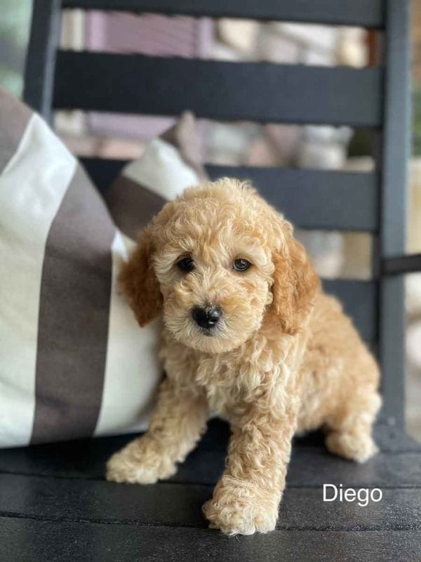 Mini Goldendoodle, Golden Doodle Puppies, Miniature Goldendoodles, Mini Goldendoodles, Mini Doodle Dogs, Goldendoodle, Doodle Dog, Golden Doodles, Goldendoodle for sale, Goldendoodle puppies for sale, Miniature goldendoodle, goldendoodle puppies, mini goldendoodle, mini puppies, mini goldendoodle size, f1 goldendoodle, golden retriever poodle, chocolate goldendoodle, small doodles, goldendoodle temperament, goldendoodle colors, goldendoodle price, white goldendoodle, f2 goldendoodle, mini goldendoodle price, mini goldendoodle full grown, f1 mini goldendoodle, f1b goldendoodle, parti goldendoodle, goldendoodles near me, english goldendoodle, australian goldendoodle, red goldendoodle, doodle breeds, brown goldendoodle, goldendoodle cost, adult mini goldendoodle, golden noodle dog, doodle dog breeds, miniature golden doodle, miniature puppies, golden retriever poodle mix, arizona goldendoodles, goldendoodle training, goldendoodle size, how big do mini goldendoodles get, goldendoodle full grown, baby goldendoodle, goldendoodle houston, golden doodles for sale, adult goldendoodle, apricot goldendoodle, goldendoodle grooming, mini golden doodles, goldendoodle shedding, f2b goldendoodle, goldendoodle hypoallergenic, goldendoodle names, english cream goldendoodle, golden retriever and poodle mix, mini goldendoodle puppies, micro goldendoodle, mini goldendoodle puppies for sale, miniature goldendoodle for sale, goldendoodle puppies for adoption, teddy bear goldendoodle, mini goldendoodle rescue, medium goldendoodle, black goldendoodle, mini goldendoodle for sale near me, goldendoodle puppies for sale near me, mini doodle, doodle puppies, mini goldendoodle for sale, goldendoodle breeders near me, miniature goldendoodle for sale near me, toy goldendoodle, petite goldendoodle, golden doodle dog, miniature goldendoodle puppies, mini goldendoodle puppies for sale near me, goldendoodles for sale near me, mini goldedoodle breeders, goldendoodle adoption, f1b mini goldendoodle, small goldendoodle, teacup goldendoodle, goldendoodle puppies near me, goldendoodle breeders, how to groom a goldendoodle, great doodle puppies, golden doodle mix, goldendoodle tampa, goldendoodle facts, white doodle dog, white goldendoodle puppy, mini goldendoodle maryland, country mini doodles, goldendoodle los angeles, toy labradoodle puppies for sale, types of goldendoodles, mini golden retriever puppies, golden goldendoodle, mini golden retriever puppies for sale, miniature australian goldendoodle, goldendoodle sacramento, goldendoodle omaha, labradoodle goldendoodle, f1 medium goldendoodle, BEST goldendoodles, pictures of mini goldendoodles, teacup goldendoodle full grown, micro mini goldendoodle full grown, toy goldendoodle price, goldendoodle chicago, retriever doodle, teacup goldendoodle puppies for sale, cute goldendoodle, mini teddy bear puppies, miniature goldendoodle full grown, f2 mini goldendoodle, goldendoodle spokane, mini goldendoodle chicago, micro mini goldendoodle, how nbig do miniature goldendoodles get, brown mini goldendoodle, mini doodle breeds, poodle doodle dog, what is a mini goldendoodle, black mini goldendoodle, mini irish doodle puppies for sale, f1b goldendoodle size, toy golden doodles, chocolate brown goldendoodle puppies for sale, petite goldendoodle full grown, goldendoodle behavior, american goldendoodle, f1b medium goldendoodle, goldendoodle puppy cost, cute goldendoodle puppies, goldendoodle indianapolis, teddy goldendoodle, mini goldendoodle weight, teddy bear golden doodles, f1b goldendoodle puppies for sale, miniature goldendoodle size, chocolate goldendoodle puppy, english cream mini goldendoodle, doodle puppies near me, red miniature goldendoodle, cream goldendoodle, goldendoodle puppy cut, mini goldendoodle hypoallergenic, dog breed goldendoodle, goldendoodle poodle mixes, goldendoodle allergies, goldendoodle info, sandy ridge goldendoodles, lakeshore goldendoodles, toy goldendoodle puppies for sale, labradoodle and goldendoodle, goldendoodle las vegas, goldendoodle phoenix, doodle breeders near me, miniature goldendoodle weight, black and white goldendoodle, sarasota goldendoodles, mini goldendoodle dallas, a goldendoodle, what is a goldendoodle, goldendoodle dallas, mini golden doodles for sale, ginger doodle puppy, how much does a mini goldendoodle cost, goldendoodle san antonio, goldendoodle photos, goldendoodle cuts, chocolate mini goldendoodle, all about goldendoodles, goldendoodle cincinnati, f1b mini teddy bear goldendoodles, red goldendoodle puppies for sale, miniature golden retriever breeders, f1 goldendoodles for sale, teacup goldendoodle puppies, toy mini goldendoodle, xs petite goldendoodle, f2 goldendoodle puppies for sale, mini goldendoodle cost, black goldendoodle for sale, english teddy bear goldendoodle, small doodle dogs, goldendoodle nashville, english goldendoodle puppies, golden retriever poodle mix for sale, red goldendoodle puppy, parti goldendoodles for sale, english cream goldendoodles for sale, doodle puppies for sale, golden retriever poodle mix puppies, goldendoodle tucson, f1b mini goldendoodle puppies for sale, mini goldendoodle breeders northeast, teddy bear goldendoodle, toy goldendoodle rescue, petite mini goldendoodle, goldendoodle stuff, mini goldendoodles near me, teddy bear goldendoodle puppies, f1 goldendoodle puppies, teddy bear goldendoodles for sale, silver goldendoodle, buy goldendoodle, mini golden doodle dog, teddy bear goldendoodles mini, micro mini goldendoodle puppies for sale, goldendoodle dogs for sale, best goldendoodle breeders, chocolate goldendoodle puppies for sale, doodle dogs for sale, toy goldendoodle puppies, mini doodle dog, toy goldendoodle breeders, doodles for sale, goldendoodle hypoallergenic dog, black doodle dog, goldendoodle weight, miniature goldendoodle breeders, goldendoodle information, miniature goldendoodle puppies for sale, doodle puppies for sale near me, goldendoodle seattle, golden doodles near me, teacup goldendoodle for sale, golden retriever poodle puppy, goldendoodle rochester ny, goldendoodle and poodle mix, akc goldendoodle, goldendoodle kansas city, mini goldendoodle facts, goldendoodle austin, goldendoodle doodle, goldendoodle tulsa, curly goldendoodle, brown goldendoodle puppies, f1b labradoodle puppies for sale, red mini goldendoodle, goldendoodle poodle, chocolate goldendoodle for sale, tiny goldendoodle, goldendoodle puppies breeders, english goldendoodle puppies for sale, mini golden labradoodle, mini goldendoodle breeders near me, english goldendoodle breeders, f1b mini goldendoodle for sale, teacup goldendoodle price, petite goldendoodle for sale, mini english goldendoodle, mini goldendoodle info, miniature goldendoodle puppies for sale near me, black goldendoodle puppies for sale, f1 goldendoodle puppies for sale, Mini Goldendoodle puppies for sale in AL, Mini Goldendoodle puppies for sale in AK, Mini Goldendoodle puppies for sale in AZ, Mini Goldendoodle puppies for sale in AR, Mini Goldendoodle puppies for sale in CA, Mini Goldendoodle puppies for sale in CO, Mini Goldendoodle puppies for sale in CT, Mini Goldendoodle puppies for sale in DE, Mini Goldendoodle puppies for sale in FL, Mini Goldendoodle puppies for sale in GA, Mini Goldendoodle puppies for sale in HI, Mini Goldendoodle puppies for sale in ID, Mini Goldendoodle puppies for sale in IL, Mini Goldendoodle puppies for sale in IN, Mini Goldendoodle puppies for sale in IA, Mini Goldendoodle puppies for sale in KS, Mini Goldendoodle puppies for sale in KY, Mini Goldendoodle puppies for sale in LA, Mini Goldendoodle puppies for sale in ME, Mini Goldendoodle puppies for sale in MD, Mini Goldendoodle puppies for sale in MA, Mini Goldendoodle puppies for sale in MI, Mini Goldendoodle puppies for sale in MN, Mini Goldendoodle puppies for sale in MS, Mini Goldendoodle puppies for sale in MO, Mini Goldendoodle puppies for sale in MT, Mini Goldendoodle puppies for sale in NE, Mini Goldendoodle puppies for sale in NV, Mini Goldendoodle puppies for sale in NH, Mini Goldendoodle puppies for sale in NJ, Mini Goldendoodle puppies for sale in NM, Mini Goldendoodle puppies for sale in NY, Mini Goldendoodle puppies for sale in NC, Mini Goldendoodle puppies for sale in ND, Mini Goldendoodle puppies for sale in OH, Mini Goldendoodle puppies for sale in OK, Mini Goldendoodle puppies for sale in OR, Mini Goldendoodle puppies for sale in PA, Mini Goldendoodle puppies for sale in RI, Mini Goldendoodle puppies for sale in SC, Mini Goldendoodle puppies for sale in SD, Mini Goldendoodle puppies for sale in TN, Mini Goldendoodle puppies for sale in TX, Mini Goldendoodle puppies for sale in UT, Mini Goldendoodle puppies for sale in VT, Mini Goldendoodle puppies for sale in VA, Mini Goldendoodle puppies for sale in WA, Mini Goldendoodle puppies for sale in WV, Mini Goldendoodle puppies for sale in WI, Mini Goldendoodle puppies for sale in WY, Miniature goldendoodles for sale in AL, Miniature goldendoodles for sale in AK, Miniature goldendoodles for sale in AZ, Miniature goldendoodles for sale in AR, Miniature goldendoodles for sale in CA, Miniature goldendoodles for sale in CO, Miniature goldendoodles for sale in CT, Miniature goldendoodles for sale in DE, Miniature goldendoodles for sale in FL, Miniature goldendoodles for sale in GA, Miniature goldendoodles for sale in HI, Miniature goldendoodles for sale in ID, Miniature goldendoodles for sale in IL, Miniature goldendoodles for sale in IN, Miniature goldendoodles for sale in IA, Miniature goldendoodles for sale in KS, Miniature goldendoodles for sale in KY, Miniature goldendoodles for sale in LA, Miniature goldendoodles for sale in ME, Miniature goldendoodles for sale in MD, Miniature goldendoodles for sale in MA, Miniature goldendoodles for sale in MI, Miniature goldendoodles for sale in MN, Miniature goldendoodles for sale in MS, Miniature goldendoodles for sale in MO, Miniature goldendoodles for sale in MT, Miniature goldendoodles for sale in NE, Miniature goldendoodles for sale in NV, Miniature goldendoodles for sale in NH, Miniature goldendoodles for sale in NJ, Miniature goldendoodles for sale in NM, Miniature goldendoodles for sale in NY, Miniature goldendoodles for sale in NC, Miniature goldendoodles for sale in ND, Miniature goldendoodles for sale in OH, Miniature goldendoodles for sale in OK, Miniature goldendoodles for sale in OR, Miniature goldendoodles for sale in PA, Miniature goldendoodles for sale in RI, Miniature goldendoodles for sale in SC, Miniature goldendoodles for sale in SD, Miniature goldendoodles for sale in TN, Miniature goldendoodles for sale in TX, Miniature goldendoodles for sale in UT, Miniature goldendoodles for sale in VT, Miniature goldendoodles for sale in VA, Miniature goldendoodles for sale in WA, Miniature goldendoodles for sale in WV, Miniature goldendoodles for sale in WI, Miniature goldendoodles for sale in WY, Mini Goldendoodle Alabama, Mini Goldendoodle Alaska, Mini Goldendoodle Arizona, Mini Goldendoodle Arkansas, Mini Goldendoodle California, Mini Goldendoodle Colorado, Mini Goldendoodle Connecticut, Mini Goldendoodle Delaware, Mini Goldendoodle Florida, Mini Goldendoodle Georgia, Mini Goldendoodle Hawaii, Mini Goldendoodle Idaho, Mini Goldendoodle Illinois, Mini Goldendoodle Indiana, Mini Goldendoodle Iowa, Mini Goldendoodle Kansas, Mini Goldendoodle Kentucky, Mini Goldendoodle Louisiana, Mini Goldendoodle Maine, Mini Goldendoodle Maryland, Mini Goldendoodle Massachusetts, Mini Goldendoodle Michigan, Mini Goldendoodle Minnesota, Mini Goldendoodle Mississippi, Mini Goldendoodle Missouri, Mini Goldendoodle Montana, Mini Goldendoodle Nebraska, Mini Goldendoodle Nevada, Mini Goldendoodle New Hampshire, Mini Goldendoodle New Jersey, Mini Goldendoodle New Mexico, Mini Goldendoodle New York, Mini Goldendoodle North Carolina, Mini Goldendoodle North Dakota, Mini Goldendoodle Ohio, Mini Goldendoodle Oklahoma, Mini Goldendoodle Oregon, Mini Goldendoodle Pennsylvania, Mini Goldendoodle Rhode Island, Mini Goldendoodle South Carolina, Mini Goldendoodle South Dakota, Mini Goldendoodle Tennessee, Mini Goldendoodle Texas, Mini Goldendoodle Utah, Mini Goldendoodle Vermont, Mini Goldendoodle Virginia, Mini Goldendoodle Washington, Mini Goldendoodle West Virginia, Mini Goldendoodle Wisconsin, Mini Goldendoodle Wyoming, Miniature Goldendoodle puppies Alabama, Miniature Goldendoodle puppies Alaska, Miniature Goldendoodle puppies Arizona, Miniature Goldendoodle puppies Arkansas, Miniature Goldendoodle puppies California, Miniature Goldendoodle puppies Colorado, Miniature Goldendoodle puppies Connecticut, Miniature Goldendoodle puppies Delaware, Miniature Goldendoodle puppies Florida, Miniature Goldendoodle puppies Georgia, Miniature Goldendoodle puppies Hawaii, Miniature Goldendoodle puppies Idaho, Miniature Goldendoodle puppies Illinois, Miniature Goldendoodle puppies Indiana, Miniature Goldendoodle puppies Iowa, Miniature Goldendoodle puppies Kansas, Miniature Goldendoodle puppies Kentucky, Miniature Goldendoodle puppies Louisiana, Miniature Goldendoodle puppies Maine, Miniature Goldendoodle puppies Maryland, Miniature Goldendoodle puppies Massachusetts, Miniature Goldendoodle puppies Michigan, Miniature Goldendoodle puppies Minnesota, Miniature Goldendoodle puppies Mississippi, Miniature Goldendoodle puppies Missouri, Miniature Goldendoodle puppies Montana, Miniature Goldendoodle puppies Nebraska, Miniature Goldendoodle puppies Nevada, Miniature Goldendoodle puppies New Hampshire, Miniature Goldendoodle puppies New Jersey, Miniature Goldendoodle puppies New Mexico, Miniature Goldendoodle puppies New York, Miniature Goldendoodle puppies North Carolina, Miniature Goldendoodle puppies North Dakota, Miniature Goldendoodle puppies Ohio, Miniature Goldendoodle puppies Oklahoma, Miniature Goldendoodle puppies Oregon, Miniature Goldendoodle puppies Pennsylvania, Miniature Goldendoodle puppies Rhode Island, Miniature Goldendoodle puppies South Carolina, Miniature Goldendoodle puppies South Dakota, Miniature Goldendoodle puppies Tennessee, Miniature Goldendoodle puppies Texas, Miniature Goldendoodle puppies Utah, Miniature Goldendoodle puppies Vermont, Miniature Goldendoodle puppies Virginia, Miniature Goldendoodle puppies Washington, Miniature Goldendoodle puppies West Virginia, Miniature Goldendoodle puppies Wisconsin, Miniature Goldendoodle puppies Wyoming, Mini Goldendoodle Breeders AL, Mini Goldendoodle Breeders AK, Mini Goldendoodle Breeders AZ, Mini Goldendoodle Breeders AR, Mini Goldendoodle Breeders CA, Mini Goldendoodle Breeders CO, Mini Goldendoodle Breeders CT, Mini Goldendoodle Breeders DE, Mini Goldendoodle Breeders FL, Mini Goldendoodle Breeders GA, Mini Goldendoodle Breeders HI, Mini Goldendoodle Breeders ID, Mini Goldendoodle Breeders IL, Mini Goldendoodle Breeders IN, Mini Goldendoodle Breeders IA, Mini Goldendoodle Breeders KS, Mini Goldendoodle Breeders KY, Mini Goldendoodle Breeders LA, Mini Goldendoodle Breeders ME, Mini Goldendoodle Breeders MD, Mini Goldendoodle Breeders MA, Mini Goldendoodle Breeders MI, Mini Goldendoodle Breeders MN, Mini Goldendoodle Breeders MS, Mini Goldendoodle Breeders MO, Mini Goldendoodle Breeders MT, Mini Goldendoodle Breeders NE, Mini Goldendoodle Breeders NV, Mini Goldendoodle Breeders NH, Mini Goldendoodle Breeders NJ, Mini Goldendoodle Breeders NM, Mini Goldendoodle Breeders NY, Mini Goldendoodle Breeders NC, Mini Goldendoodle Breeders ND, Mini Goldendoodle Breeders OH, Mini Goldendoodle Breeders OK, Mini Goldendoodle Breeders OR, Mini Goldendoodle Breeders PA, Mini Goldendoodle Breeders RI, Mini Goldendoodle Breeders SC, Mini Goldendoodle Breeders SD, Mini Goldendoodle Breeders TN, Mini Goldendoodle Breeders TX, Mini Goldendoodle Breeders UT, Mini Goldendoodle Breeders VT, Mini Goldendoodle Breeders VA, Mini Goldendoodle Breeders WA, Mini Goldendoodle Breeders WV, Mini Goldendoodle Breeders WI, Mini Goldendoodle Breeders WY,