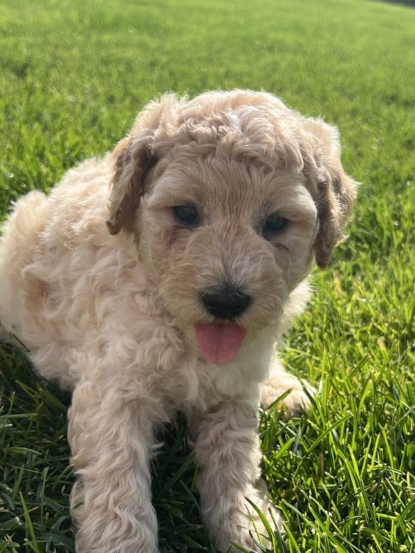 Augie - Mini Goldendoodle Boy - Image 5