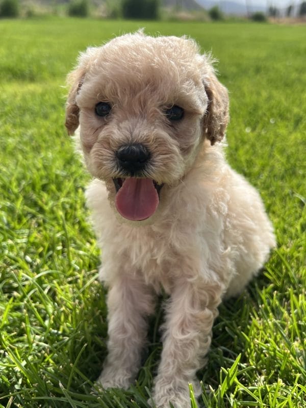 Ava - Mini Goldendoodle Girl - Image 6