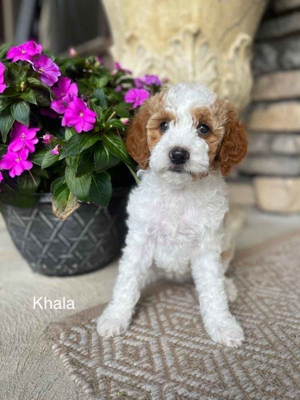 Mini Goldendoodle, Golden Doodle Puppies, Miniature Goldendoodles, Mini Goldendoodles, Mini Doodle Dogs, Goldendoodle, Doodle Dog, Golden Doodles, Goldendoodle for sale, Goldendoodle puppies for sale, Miniature goldendoodle, goldendoodle puppies, mini goldendoodle, mini puppies, mini goldendoodle size, f1 goldendoodle, golden retriever poodle, chocolate goldendoodle, small doodles, goldendoodle temperament, goldendoodle colors, goldendoodle price, white goldendoodle, f2 goldendoodle, mini goldendoodle price, mini goldendoodle full grown, f1 mini goldendoodle, f1b goldendoodle, parti goldendoodle, goldendoodles near me, english goldendoodle, australian goldendoodle, red goldendoodle, doodle breeds, brown goldendoodle, goldendoodle cost, adult mini goldendoodle, golden noodle dog, doodle dog breeds, miniature golden doodle, miniature puppies, golden retriever poodle mix, arizona goldendoodles, goldendoodle training, goldendoodle size, how big do mini goldendoodles get, goldendoodle full grown, baby goldendoodle, goldendoodle houston, golden doodles for sale, adult goldendoodle, apricot goldendoodle, goldendoodle grooming, mini golden doodles, goldendoodle shedding, f2b goldendoodle, goldendoodle hypoallergenic, goldendoodle names, english cream goldendoodle, golden retriever and poodle mix, mini goldendoodle puppies, micro goldendoodle, mini goldendoodle puppies for sale, miniature goldendoodle for sale, goldendoodle puppies for adoption, teddy bear goldendoodle, mini goldendoodle rescue, medium goldendoodle, black goldendoodle, mini goldendoodle for sale near me, goldendoodle puppies for sale near me, mini doodle, doodle puppies, mini goldendoodle for sale, goldendoodle breeders near me, miniature goldendoodle for sale near me, toy goldendoodle, petite goldendoodle, golden doodle dog, miniature goldendoodle puppies, mini goldendoodle puppies for sale near me, goldendoodles for sale near me, mini goldedoodle breeders, goldendoodle adoption, f1b mini goldendoodle, small goldendoodle, teacup goldendoodle, goldendoodle puppies near me, goldendoodle breeders, how to groom a goldendoodle, great doodle puppies, golden doodle mix, goldendoodle tampa, goldendoodle facts, white doodle dog, white goldendoodle puppy, mini goldendoodle maryland, country mini doodles, goldendoodle los angeles, toy labradoodle puppies for sale, types of goldendoodles, mini golden retriever puppies, golden goldendoodle, mini golden retriever puppies for sale, miniature australian goldendoodle, goldendoodle sacramento, goldendoodle omaha, labradoodle goldendoodle, f1 medium goldendoodle, BEST goldendoodles, pictures of mini goldendoodles, teacup goldendoodle full grown, micro mini goldendoodle full grown, toy goldendoodle price, goldendoodle chicago, retriever doodle, teacup goldendoodle puppies for sale, cute goldendoodle, mini teddy bear puppies, miniature goldendoodle full grown, f2 mini goldendoodle, goldendoodle spokane, mini goldendoodle chicago, micro mini goldendoodle, how nbig do miniature goldendoodles get, brown mini goldendoodle, mini doodle breeds, poodle doodle dog, what is a mini goldendoodle, black mini goldendoodle, mini irish doodle puppies for sale, f1b goldendoodle size, toy golden doodles, chocolate brown goldendoodle puppies for sale, petite goldendoodle full grown, goldendoodle behavior, american goldendoodle, f1b medium goldendoodle, goldendoodle puppy cost, cute goldendoodle puppies, goldendoodle indianapolis, teddy goldendoodle, mini goldendoodle weight, teddy bear golden doodles, f1b goldendoodle puppies for sale, miniature goldendoodle size, chocolate goldendoodle puppy, english cream mini goldendoodle, doodle puppies near me, red miniature goldendoodle, cream goldendoodle, goldendoodle puppy cut, mini goldendoodle hypoallergenic, dog breed goldendoodle, goldendoodle poodle mixes, goldendoodle allergies, goldendoodle info, sandy ridge goldendoodles, lakeshore goldendoodles, toy goldendoodle puppies for sale, labradoodle and goldendoodle, goldendoodle las vegas, goldendoodle phoenix, doodle breeders near me, miniature goldendoodle weight, black and white goldendoodle, sarasota goldendoodles, mini goldendoodle dallas, a goldendoodle, what is a goldendoodle, goldendoodle dallas, mini golden doodles for sale, ginger doodle puppy, how much does a mini goldendoodle cost, goldendoodle san antonio, goldendoodle photos, goldendoodle cuts, chocolate mini goldendoodle, all about goldendoodles, goldendoodle cincinnati, f1b mini teddy bear goldendoodles, red goldendoodle puppies for sale, miniature golden retriever breeders, f1 goldendoodles for sale, teacup goldendoodle puppies, toy mini goldendoodle, xs petite goldendoodle, f2 goldendoodle puppies for sale, mini goldendoodle cost, black goldendoodle for sale, english teddy bear goldendoodle, small doodle dogs, goldendoodle nashville, english goldendoodle puppies, golden retriever poodle mix for sale, red goldendoodle puppy, parti goldendoodles for sale, english cream goldendoodles for sale, doodle puppies for sale, golden retriever poodle mix puppies, goldendoodle tucson, f1b mini goldendoodle puppies for sale, mini goldendoodle breeders northeast, teddy bear goldendoodle, toy goldendoodle rescue, petite mini goldendoodle, goldendoodle stuff, mini goldendoodles near me, teddy bear goldendoodle puppies, f1 goldendoodle puppies, teddy bear goldendoodles for sale, silver goldendoodle, buy goldendoodle, mini golden doodle dog, teddy bear goldendoodles mini, micro mini goldendoodle puppies for sale, goldendoodle dogs for sale, best goldendoodle breeders, chocolate goldendoodle puppies for sale, doodle dogs for sale, toy goldendoodle puppies, mini doodle dog, toy goldendoodle breeders, doodles for sale, goldendoodle hypoallergenic dog, black doodle dog, goldendoodle weight, miniature goldendoodle breeders, goldendoodle information, miniature goldendoodle puppies for sale, doodle puppies for sale near me, goldendoodle seattle, golden doodles near me, teacup goldendoodle for sale, golden retriever poodle puppy, goldendoodle rochester ny, goldendoodle and poodle mix, akc goldendoodle, goldendoodle kansas city, mini goldendoodle facts, goldendoodle austin, goldendoodle doodle, goldendoodle tulsa, curly goldendoodle, brown goldendoodle puppies, f1b labradoodle puppies for sale, red mini goldendoodle, goldendoodle poodle, chocolate goldendoodle for sale, tiny goldendoodle, goldendoodle puppies breeders, english goldendoodle puppies for sale, mini golden labradoodle, mini goldendoodle breeders near me, english goldendoodle breeders, f1b mini goldendoodle for sale, teacup goldendoodle price, petite goldendoodle for sale, mini english goldendoodle, mini goldendoodle info, miniature goldendoodle puppies for sale near me, black goldendoodle puppies for sale, f1 goldendoodle puppies for sale, Mini Goldendoodle puppies for sale in AL, Mini Goldendoodle puppies for sale in AK, Mini Goldendoodle puppies for sale in AZ, Mini Goldendoodle puppies for sale in AR, Mini Goldendoodle puppies for sale in CA, Mini Goldendoodle puppies for sale in CO, Mini Goldendoodle puppies for sale in CT, Mini Goldendoodle puppies for sale in DE, Mini Goldendoodle puppies for sale in FL, Mini Goldendoodle puppies for sale in GA, Mini Goldendoodle puppies for sale in HI, Mini Goldendoodle puppies for sale in ID, Mini Goldendoodle puppies for sale in IL, Mini Goldendoodle puppies for sale in IN, Mini Goldendoodle puppies for sale in IA, Mini Goldendoodle puppies for sale in KS, Mini Goldendoodle puppies for sale in KY, Mini Goldendoodle puppies for sale in LA, Mini Goldendoodle puppies for sale in ME, Mini Goldendoodle puppies for sale in MD, Mini Goldendoodle puppies for sale in MA, Mini Goldendoodle puppies for sale in MI, Mini Goldendoodle puppies for sale in MN, Mini Goldendoodle puppies for sale in MS, Mini Goldendoodle puppies for sale in MO, Mini Goldendoodle puppies for sale in MT, Mini Goldendoodle puppies for sale in NE, Mini Goldendoodle puppies for sale in NV, Mini Goldendoodle puppies for sale in NH, Mini Goldendoodle puppies for sale in NJ, Mini Goldendoodle puppies for sale in NM, Mini Goldendoodle puppies for sale in NY, Mini Goldendoodle puppies for sale in NC, Mini Goldendoodle puppies for sale in ND, Mini Goldendoodle puppies for sale in OH, Mini Goldendoodle puppies for sale in OK, Mini Goldendoodle puppies for sale in OR, Mini Goldendoodle puppies for sale in PA, Mini Goldendoodle puppies for sale in RI, Mini Goldendoodle puppies for sale in SC, Mini Goldendoodle puppies for sale in SD, Mini Goldendoodle puppies for sale in TN, Mini Goldendoodle puppies for sale in TX, Mini Goldendoodle puppies for sale in UT, Mini Goldendoodle puppies for sale in VT, Mini Goldendoodle puppies for sale in VA, Mini Goldendoodle puppies for sale in WA, Mini Goldendoodle puppies for sale in WV, Mini Goldendoodle puppies for sale in WI, Mini Goldendoodle puppies for sale in WY, Miniature goldendoodles for sale in AL, Miniature goldendoodles for sale in AK, Miniature goldendoodles for sale in AZ, Miniature goldendoodles for sale in AR, Miniature goldendoodles for sale in CA, Miniature goldendoodles for sale in CO, Miniature goldendoodles for sale in CT, Miniature goldendoodles for sale in DE, Miniature goldendoodles for sale in FL, Miniature goldendoodles for sale in GA, Miniature goldendoodles for sale in HI, Miniature goldendoodles for sale in ID, Miniature goldendoodles for sale in IL, Miniature goldendoodles for sale in IN, Miniature goldendoodles for sale in IA, Miniature goldendoodles for sale in KS, Miniature goldendoodles for sale in KY, Miniature goldendoodles for sale in LA, Miniature goldendoodles for sale in ME, Miniature goldendoodles for sale in MD, Miniature goldendoodles for sale in MA, Miniature goldendoodles for sale in MI, Miniature goldendoodles for sale in MN, Miniature goldendoodles for sale in MS, Miniature goldendoodles for sale in MO, Miniature goldendoodles for sale in MT, Miniature goldendoodles for sale in NE, Miniature goldendoodles for sale in NV, Miniature goldendoodles for sale in NH, Miniature goldendoodles for sale in NJ, Miniature goldendoodles for sale in NM, Miniature goldendoodles for sale in NY, Miniature goldendoodles for sale in NC, Miniature goldendoodles for sale in ND, Miniature goldendoodles for sale in OH, Miniature goldendoodles for sale in OK, Miniature goldendoodles for sale in OR, Miniature goldendoodles for sale in PA, Miniature goldendoodles for sale in RI, Miniature goldendoodles for sale in SC, Miniature goldendoodles for sale in SD, Miniature goldendoodles for sale in TN, Miniature goldendoodles for sale in TX, Miniature goldendoodles for sale in UT, Miniature goldendoodles for sale in VT, Miniature goldendoodles for sale in VA, Miniature goldendoodles for sale in WA, Miniature goldendoodles for sale in WV, Miniature goldendoodles for sale in WI, Miniature goldendoodles for sale in WY, Mini Goldendoodle Alabama, Mini Goldendoodle Alaska, Mini Goldendoodle Arizona, Mini Goldendoodle Arkansas, Mini Goldendoodle California, Mini Goldendoodle Colorado, Mini Goldendoodle Connecticut, Mini Goldendoodle Delaware, Mini Goldendoodle Florida, Mini Goldendoodle Georgia, Mini Goldendoodle Hawaii, Mini Goldendoodle Idaho, Mini Goldendoodle Illinois, Mini Goldendoodle Indiana, Mini Goldendoodle Iowa, Mini Goldendoodle Kansas, Mini Goldendoodle Kentucky, Mini Goldendoodle Louisiana, Mini Goldendoodle Maine, Mini Goldendoodle Maryland, Mini Goldendoodle Massachusetts, Mini Goldendoodle Michigan, Mini Goldendoodle Minnesota, Mini Goldendoodle Mississippi, Mini Goldendoodle Missouri, Mini Goldendoodle Montana, Mini Goldendoodle Nebraska, Mini Goldendoodle Nevada, Mini Goldendoodle New Hampshire, Mini Goldendoodle New Jersey, Mini Goldendoodle New Mexico, Mini Goldendoodle New York, Mini Goldendoodle North Carolina, Mini Goldendoodle North Dakota, Mini Goldendoodle Ohio, Mini Goldendoodle Oklahoma, Mini Goldendoodle Oregon, Mini Goldendoodle Pennsylvania, Mini Goldendoodle Rhode Island, Mini Goldendoodle South Carolina, Mini Goldendoodle South Dakota, Mini Goldendoodle Tennessee, Mini Goldendoodle Texas, Mini Goldendoodle Utah, Mini Goldendoodle Vermont, Mini Goldendoodle Virginia, Mini Goldendoodle Washington, Mini Goldendoodle West Virginia, Mini Goldendoodle Wisconsin, Mini Goldendoodle Wyoming, Miniature Goldendoodle puppies Alabama, Miniature Goldendoodle puppies Alaska, Miniature Goldendoodle puppies Arizona, Miniature Goldendoodle puppies Arkansas, Miniature Goldendoodle puppies California, Miniature Goldendoodle puppies Colorado, Miniature Goldendoodle puppies Connecticut, Miniature Goldendoodle puppies Delaware, Miniature Goldendoodle puppies Florida, Miniature Goldendoodle puppies Georgia, Miniature Goldendoodle puppies Hawaii, Miniature Goldendoodle puppies Idaho, Miniature Goldendoodle puppies Illinois, Miniature Goldendoodle puppies Indiana, Miniature Goldendoodle puppies Iowa, Miniature Goldendoodle puppies Kansas, Miniature Goldendoodle puppies Kentucky, Miniature Goldendoodle puppies Louisiana, Miniature Goldendoodle puppies Maine, Miniature Goldendoodle puppies Maryland, Miniature Goldendoodle puppies Massachusetts, Miniature Goldendoodle puppies Michigan, Miniature Goldendoodle puppies Minnesota, Miniature Goldendoodle puppies Mississippi, Miniature Goldendoodle puppies Missouri, Miniature Goldendoodle puppies Montana, Miniature Goldendoodle puppies Nebraska, Miniature Goldendoodle puppies Nevada, Miniature Goldendoodle puppies New Hampshire, Miniature Goldendoodle puppies New Jersey, Miniature Goldendoodle puppies New Mexico, Miniature Goldendoodle puppies New York, Miniature Goldendoodle puppies North Carolina, Miniature Goldendoodle puppies North Dakota, Miniature Goldendoodle puppies Ohio, Miniature Goldendoodle puppies Oklahoma, Miniature Goldendoodle puppies Oregon, Miniature Goldendoodle puppies Pennsylvania, Miniature Goldendoodle puppies Rhode Island, Miniature Goldendoodle puppies South Carolina, Miniature Goldendoodle puppies South Dakota, Miniature Goldendoodle puppies Tennessee, Miniature Goldendoodle puppies Texas, Miniature Goldendoodle puppies Utah, Miniature Goldendoodle puppies Vermont, Miniature Goldendoodle puppies Virginia, Miniature Goldendoodle puppies Washington, Miniature Goldendoodle puppies West Virginia, Miniature Goldendoodle puppies Wisconsin, Miniature Goldendoodle puppies Wyoming, Mini Goldendoodle Breeders AL, Mini Goldendoodle Breeders AK, Mini Goldendoodle Breeders AZ, Mini Goldendoodle Breeders AR, Mini Goldendoodle Breeders CA, Mini Goldendoodle Breeders CO, Mini Goldendoodle Breeders CT, Mini Goldendoodle Breeders DE, Mini Goldendoodle Breeders FL, Mini Goldendoodle Breeders GA, Mini Goldendoodle Breeders HI, Mini Goldendoodle Breeders ID, Mini Goldendoodle Breeders IL, Mini Goldendoodle Breeders IN, Mini Goldendoodle Breeders IA, Mini Goldendoodle Breeders KS, Mini Goldendoodle Breeders KY, Mini Goldendoodle Breeders LA, Mini Goldendoodle Breeders ME, Mini Goldendoodle Breeders MD, Mini Goldendoodle Breeders MA, Mini Goldendoodle Breeders MI, Mini Goldendoodle Breeders MN, Mini Goldendoodle Breeders MS, Mini Goldendoodle Breeders MO, Mini Goldendoodle Breeders MT, Mini Goldendoodle Breeders NE, Mini Goldendoodle Breeders NV, Mini Goldendoodle Breeders NH, Mini Goldendoodle Breeders NJ, Mini Goldendoodle Breeders NM, Mini Goldendoodle Breeders NY, Mini Goldendoodle Breeders NC, Mini Goldendoodle Breeders ND, Mini Goldendoodle Breeders OH, Mini Goldendoodle Breeders OK, Mini Goldendoodle Breeders OR, Mini Goldendoodle Breeders PA, Mini Goldendoodle Breeders RI, Mini Goldendoodle Breeders SC, Mini Goldendoodle Breeders SD, Mini Goldendoodle Breeders TN, Mini Goldendoodle Breeders TX, Mini Goldendoodle Breeders UT, Mini Goldendoodle Breeders VT, Mini Goldendoodle Breeders VA, Mini Goldendoodle Breeders WA, Mini Goldendoodle Breeders WV, Mini Goldendoodle Breeders WI, Mini Goldendoodle Breeders WY,